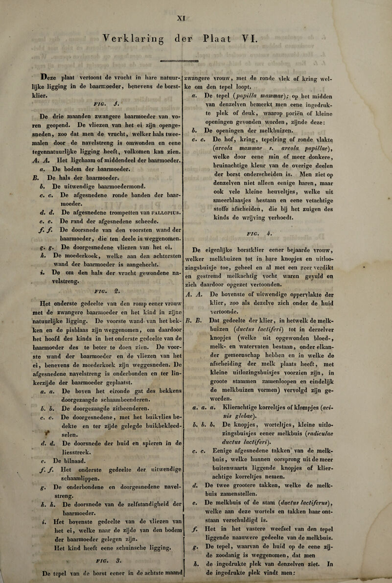 Verklaring der Plaat VI. Deze plaat vertoont de vrucht in hare natuur-^ lijke ligging in de baarmoeder, benevens de borst¬ klier. FIG. J. De drie maanden zwangere baarmoeder van vo¬ ren geopend. De vliezen van het ei zijn openge¬ sneden, zoo dat men de vrucht, welker hals twee¬ malen door de navelstreng is omwonden en eene tegennatuurlijke ligging heeft, volkomen kan zien. A. A. Het ligchaam of middendeel der baarmoeder. a. De bodem der baarmoeder. B. De hals der baarmoeder. b. De uitwendige baarmoedermond. c. c. De afgesnedene ronde banden der baar¬ moeder. d. d. De afgesnedene trompetten van fallopius. e. e. De rand der afgesnedene scheede. f. f. De doorsnede van den voorsten wand der baarmoeder, die ten deele is weggenomen. g. g. De doorgesnedene vliezen van het ei. li. De moederkoek, welke aan den achtersten wand der baarmoeder is aangehecht. De om den hals der vrucht gewondene na¬ velstreng. FIG. 2. Het onderste gedeelte van den romp eener vrouw met de zwangere baarmoeder en het kind in zijne natuurlijke ligging. De voorste wand van het bek¬ ken en de pisblaas zijn weggenomen, om daardoor het hoofd des kinds in het onderste gedeelte van de baarmoeder des te beter te doen zien. De voor¬ ste wand der baarmoeder en de vliezen van het ei, benevens de moederkoek zijn weggesneden. De afgesnedene navelstreng is onderbonden en ter lin¬ kerzijde der baarmoeder geplaatst. a. a. De boven het eironde gat des bekkens doorgezaagde schaambeenderen. b. b. De doorgezaagde zitbeenderen. c. c. De doorgesnedene, met het buikylies be¬ dekte en ter zijde gelegde buikbekleed- selen. d. d. De doorsnede der huid en spieren in de • < liesstreek. e. De bilnaad. f. f. Het onderste gedeelte der uitwendige schaamlippen. g. De onderbondene en doorgesnedene navel¬ streng. h. h. De doorsnede van de zelfstandigheid der baarmoeder. i. Het boyenste gedeelte yan de vliezen yan het ei, welke naar de zijde yan den bodem der baarmoeder gelegen zijn. Het kind heeft eene schuinsche ligging. > FIG. 3. De tepel van de borst eener in de achtste maand zwangere yrouw, met de ronde vlek of kring wel¬ ke om den tepel loopt. a. De tepel (papt Ha mammae); op het midden van denzelyen bemerkt men eene ingedruk¬ te plek of deuk, waarop poriën of kleine openingen gevonden worden, zijnde deze: b. De openingen der melkhuizen. c. c. De hof, kring, tepelring of ronde vlakte (areola mammae s. areola papillae), welke door eene min of meer donkere, bruinachtige kleur van de overige deelen der borst onderscheiden is. Men ziet op denzelven niet alleen eenige haren, maar ook vele kleine heuveltjes, welke uit smeerblaasjes bestaan en eene vetachtige Stoffe afscheiden, die bij het zuigen des kinds de wrijving yerhoedf. FIG. 4. De eigenlijke borstklier eener bejaarde yrouw, welker melkhuizen tot in hare knopjes en uitloo- zingsbuisje toe, geheel en al met een zeer verdikt en gestremd melkachtig vocht waren geyuld en zich daardoor opgezet vertoonden. A. A. De boyenste of uitwendige opperylakte der klier, zoo als dezelve zich onder de huid vertoonde. B. B. Dat gedeelte der klier, in hetwelk de melk¬ huizen (duetas lactiferi) tot in derzelver knopjes (welke uit opgewonden bloed-, melk- en watervaten bestaan, onder elkan¬ der gemeenschap hebben en in welke de afscheiding der melk plaats heeft, met kleine uitlozingsbuisjes voorzien zijn, in groote stammen zamenloopen en eindelijk de melkhuizen vormen) vervolgd zijn ge¬ worden. a. a. a. Klierachtige korreltjes of klompjes (aci- nis glebae). b. b. b. De knopjes, worteltjes, kleine uitlo¬ zingsbuisjes eener melkhuis (radiculae ductus lactiferi). c. c. Eenige afgesnedene takken yan de melk¬ huis , welke hunnen oorsprong uit de meer buitenwaarts liggende knopjes of klier¬ achtige korreltjes nemen. d. De twee grootere takken, welke de melk¬ huis zamenstellen. e. De melkhuis of de stam (ductus lactiferus), welke aan deze wortels en takken haar ont¬ staan verschuldigd is. f. Het in het vastere weefsel van den tepel liggende naauwere gedeelte van de melkhuis. g. De tepel, waarvan de huid op de eene zij¬ de zoodanig is weggenomen, dat men h. de ingedrukte plek van denzelven ziet. In de ingedrukte plek vindt men: wr***