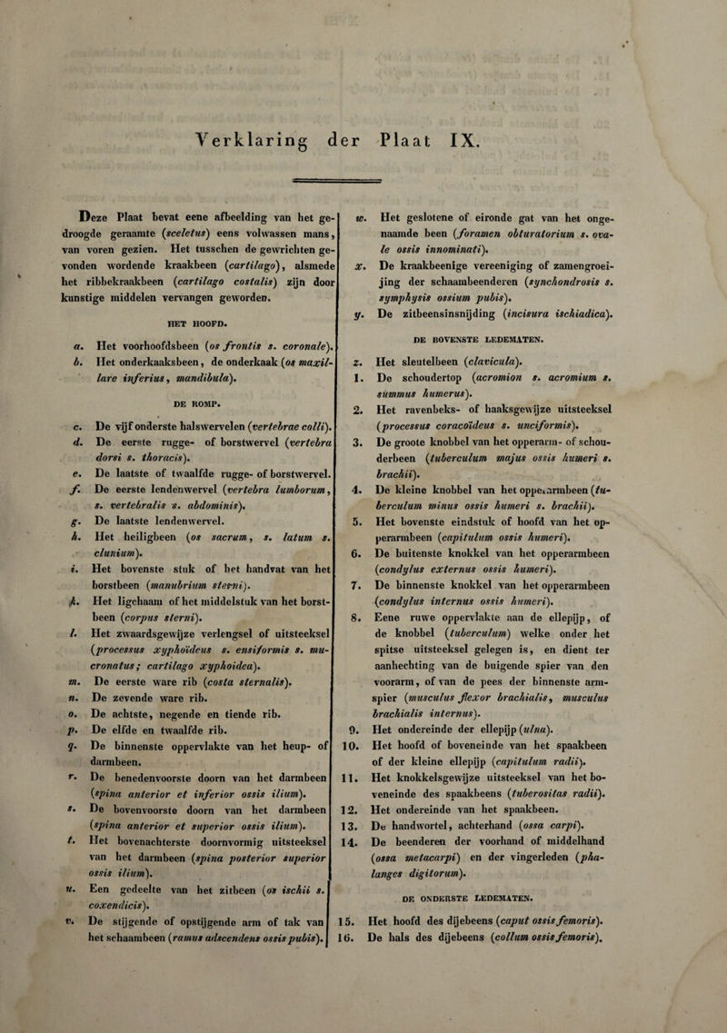 Deze Plaat bevat eene afbeelding van het ge¬ droogde geraamte (sceletns) eens volwassen mans, van voren gezien. Het tusschen de gewrichten ge¬ vonden wordende kraakbeen (cartilago), alsmede het ribbekraakbeen (cartilago costalis) zijn door kunstige middelen vervangen geworden. HET HOOFD. ff. b. c. d. e. f g- h. i. A- l. m. n. o. P- r. s. t. n. V. Het voorhoofdsbeen {os frontis s. coronale). Het onderkaaksbeen, de onderkaak {os maxil- j lare inferius, mandibula). DE ROMP. De vijf onderste haïswervelen {vertebrae colli). De eerste rugge- of borstwervel {vertebra dorst s. thoracis). De laatste of twaalfde rugge- of borstwervel. De eerste lendenwervel {vertebra lumborum, s. vertebralis s. abdominis). De laatste lendenwervel. Het heiligbeen {os sacrum, s. latum s. clunium). Het bovenste stuk of hot handvat van het borstbeen {maniibrium sterni). Het ligchaam of het middelstuk van het borst¬ been {corpus sterni). Het zwaardsgewijze verlengsel of uitsteeksel {processus xyphoïdeus s. ensi/ormis s. mu- cronatus; cartilago xyphoidea). De eerste ware rib {costa sternalis). De zevende ware rib. De achtste, negende en tiende rib. De elfde en twaalfde rib. De binnenste oppervlakte van het heup- of darmbeen. De benedenvoorste doorn van het darmbeen {spina anterior et inferior ossis ilium). De bovenvoorste doorn van het darmbeen {spina anterior et superior ossis ilium). Het bovenachterste doornvormig uitsteeksel van het darmbeen {spina posterior superior ossis ilium). Een gedeelte van het zitbeen {os ischii s. coxendicis). De stijgende of opstijgende arm of tak van het schaambeen {ramus adscendens ossis pubis). w. X. z. 1. 2. 3. 4. 5. 6. 7. 8. 9. 10. 11. 12. 13. 14. 15. 16. Het geslotene of eironde gat van het onge¬ naamde been {foramen obturatorium s. ova¬ le ossis innominati). De kraakbeenige vereeniging of zamengroei- jing der schaambeenderen {synchondrosis s. sympkysis ossium pubis). De zitbeensinsnijding {incisura ischiadica). DE BOVENSTE LEDEMATEN. Het sleutelbeen {clavicula). De schoudertop {acromion s. acromium s. summus humerus). Het ravenbeks- of haaksgewijze uitsteeksel {processus coracoïdeus s. unciformis). De groote knobbel van het opperarm- of schou¬ derbeen {tuberculum rnajus ossis humeri s. brachii). De kleine knobbel van het oppe*armbeen {tu¬ berculum minus ossis humeri s. brachii). Het bovenste eindstuk of hoofd van het op- perarmbeen {capitulum ossis humeri). De buitenste knokkel van het opperarmbeen {condylus externus ossis humeri). De binnenste knokkel van het opperarmbeen {condylus internus ossis humeri). Eene ruwe oppervlakte aan de ellepijp, of de knobbel (tuberculum) welke onder het spitse uitsteeksel gelegen is, en dient ter aanhechting van de buigende spier van den voorarm, of van de pees der binnenste arm¬ spier {musculus fiexor brachiaUs, musculus brachialis internus). Het ondereinde der ellepijp {ulna). Het hoofd of boveneinde van het spaakbeen of der kleine ellepijp {capitulum radii). Het knokkelsgewijze uitsteeksel van het bo¬ veneinde des spaakbeens {tuberositas radii). Het ondereinde van het spaakbeen. De handwortel, achterhand {ossa carpi). De beenderen der voorhand of middelhand {ossa metacarpi) en der vingerleden {pha- langes digilorum). DE ONDERSTE LEDEMATEN. Het hoofd des dijebeens {caput ossis femoris). De hals des dijebeens {co Hum ossis femoris).