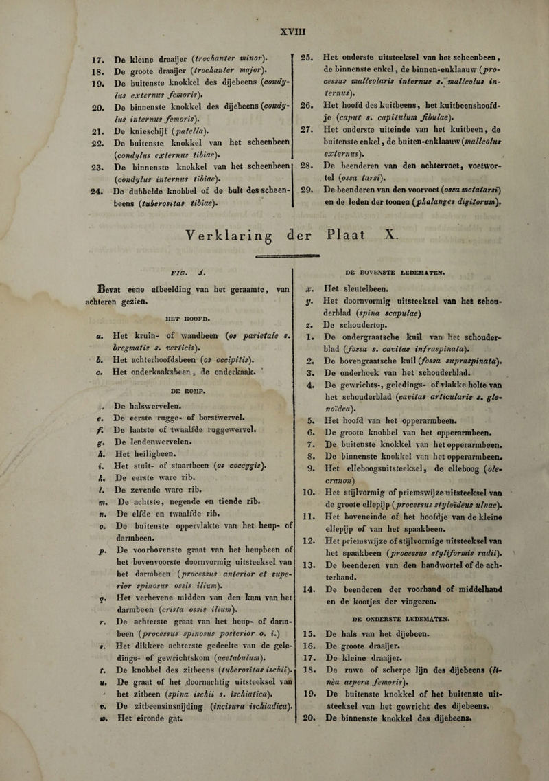 17. De kleine draaijer (trochanter minor). 18. De groote draaijer (trochanter major). 19. De buitenste knokkel des dijebeens (condy- lus externus femoris). 20. De binnenste knokkel des dijebeens (condy- lus internus femoris). 21. De knieschijf (patella). 22. De buitenste knokkel van het scheenbeen (condylus externus tibiae). 23. De binnenste knokkel van het scheenbeen (condylus internus tibiae). 24. Do dubbelde knobbel of de bult des scheen- beens (tuberositas tibiae). Verklaring c 25. Het onderste uitsteeksel van het scheenbeen, de binnenste enkel, de binnen-enklaauw (pro¬ cessus malleolaris internus s. malleolus ifi- ternus). 26. Het hoofd des kuitbeens, het kuitbeenshoofd- je (caput s. capitulum fibulae). 27. Het onderste uiteinde van het kuitbeen, de buitenste enkel, de buiten-enklaauw(»ta//eo/tf* externus). 28. De beenderen van den achtervoet, voetwor¬ tel (ossa tarsi). 29. De beenderen van den voorvoet (ossa metatarsi) en de leden der toonen (phalanges digitorum). er Plaat X. FJG. J. Bevat eene afbeelding van het geraamte, van achteren gezien. HET HOOFD. a. Het kruin- of wandbeen (os parietale s. bregmatis s. verticis). b. Het achterhoofdsbeen (os occipitis). c. Het onderkaaksbeer,, de onderkaak. DE ROMP. De halswervelen. e. De eerste rugge- of borstwervel. f. De laatste of twaalfde ruggewervel. g. De lendenwervelen. h. Het heiligbeen. i. Het stuit- of staartbeen (os coccygis). k. De eerste ware rib. l. De zevende ware rib. m. De achtste, negende en tiende rib. n. De elfde en twaalfde rib. o. De buitenste oppervlakte van het heup- of darmbeen. p. De voorbovenste graat van het heupbeen of het bovenvoorste doornvonnig uitsteeksel van het darmbeen (processus anterior et supe¬ rior spinosus ossis ilium). q. Het verhevene midden van den kam van het darmbeen (crista ossis iliumj. r. De achterste graat van het heup- of darm¬ been (processus spinosus posterior o. i.) s. Het dikkere achterste gedeelte van de gele- dings- of gewrichtskom (acetabulum). t. De knobbel des zitbeens (tuberositas ischii). u. De graat of het doornachtig uitsteeksel van ' het zitbeen (spina ischii s. ischiatica). v. De zitbeensinsnijding (incisura ischiadica). io. Het eironde gat. DE BOVENSTE LEDEMATEN. x. Het sleutelbeen. y. Het doornvormig uitsteeksel van het schou¬ derblad (spina scapulae) z. De schoudertop. 1. De ondergraatsche kuil van het schouder¬ blad (fossa s. caritas infraspinata). 2. De bovengraatsche kuil (fossa supraspinata). 3. De onderhoek van het schouderblad. 4. Be gewrichts-, geledings- of vlakke holte van i het schouderblad (caritas articularis s. gle- noïdea). 5. Het hoofd van het opperarmbeen* 6. De groote knobbel van het opperarmbeen. 7. De buitenste knokkel van het opperarmbeen. 8. De binnenste knokkel van het opperarmbeen# 9. Het elleboogsuitsteeksel, de elleboog (ole- cranon) 10. Het stijlvormig of priemswijze uitsteeksel van de groote ellepijp (processus styloïdeus ulnae). 11. Het boveneinde of het hoofdje van de kleine ellepijp of van het spaakbeen. 12. Het priemswijze of stijlvormige uitsteeksel van het spaakbeen (processus styliformis radii). 13. De beenderen van den handwortel of de ach- terhand. 14. De beenderen der voorhand of middelhand en de kootjes der vingeren. DE ONDERSTE LEDEMATEN. 15. De hals van het dijebeen. 16. De groote draaijer. 17. De kleine draaijer. 18. Do ruwe of scherpe lijn des dijebeens (li- nèa aspera femoris). 19. De buitenste knokkel of het buitenste uit¬ steeksel van het gewricht des dijebeens. 20. De binnenste knokkel des dijebeens.