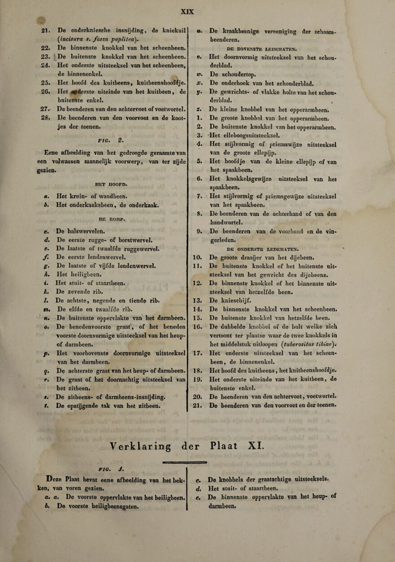 21. De onderkniesche insnijding, de kniekuil (incisura s. fossn poplilea). 22. De binnenste knokkel van het scheenbeen. 23. i De buitenste knokkel van het scheenbeen. 24. Het onderste uitsteeksel van het scheenbeen, de binnenenkel. 25. Het hoofd des kuitbeens, kuitbeenshoofdje. 26. Het onderste uiteinde van het kuitbeen, de buitenste enkel. 27. * De beenderen van den achtervoet of voetwortel. 28. De beenderen van den voorvoet en de koot¬ jes der teenen. , « FIG. 2. Eene afbeelding van het gedroogde geraamte van een volwassen mannelijk voorwerp, van ter zijde gezien. HET HOOFD. a. Het kruin- of wandbeen. b. Het onderkaaksbeen, de onderkaak. DE ROMP. c. De halswervelen. d. De eerste rugge- of borstwervel. e. De laatste of twaalfde ruggewervel. f. De eerste lendenwervel. g. De laatste of vijfde lendenwervel. h. Het heiligbeen. t. Het stuit- of staartbeen. k. De zevende rib. lê De achtste, negende en tiende rib. tn• De elfde en twaalfde rib. «. De buitenste oppervlakte van het darmbeen. o. De benedenvoorste graat, of het beneden voorste doornvormige uitsteeksel van het heup- of darmbeen. p. Het voorbovenste doornvormige uitsteeksel van het darmbeen. q. De achterste graat van het heup- of darmbeen. r. De graat of het doornachtig uitsteeksel van het zitbeen. *. De zitbeens- of darmbeens-insnijding. t. De opstijgende tak van het zitbeen. «. De kraakbeenige vereeniging der cchaam- beenderen. DE BOVENSTE LEDEMATEN. v. Het doornvorinig uitsteeksel van het schou¬ derblad. w. De schoudertop. X. De onderhoek van het schouderblad. y. De gewrichts- of vlakke holte van het schou¬ derblad. Z. De kleine knobbel van het opperarmbeen. 1. De groote knobbel van het opperarmbeen. 2. De buitenste knokkel van het opperarmbeen. 3. Het elleboogsuitsteeksel. 4. Het stijlvormig of priemswijze uitsteeksel van de groote ellepijp. 5. Het hoofdje van de kleine ellepijp of van het spaakbeen. 6. Het knokkelsgewijze uitsteeksel van het spaakbeen. 7. Het stijlvormig of priemsgewijze uitsteeksel van het spaakbeen. 8. De beenderen van de achterhand of van den handwortel. 9. De beenderen van de voorhand en de vin¬ gerleden. DE ONDERSTE LEDEMATEN. 10. De groote draaijer van het dijebeen. II« De buitenste knokkel of het buitenste uit¬ steeksel van het gewricht des dijebeens. 12. De binnenste knokkel of het binnenste uit¬ steeksel van hetzelfde been. 13. De knieschijf. 14. De binnenste knokkel van het scheenbeen. 15. De buitenste knokkel van hetzelfde been. 16. De dubbelde knobbel of de bult welke zich vertoont ter plaatse waar de twee knokkels in het middelstuk uitloopen (tuberositas tibiae). 17. Het onderste uitsteeksel van het scheen¬ been, de binnenenkel. 18. Het hoofd des kuitbeens, het kuitbeenshoofdje. 19. Het onderste uiteinde van het kuitbeen, de buitenste enkel. 20. De beenderen van den achtervoet, voetwortel. 21. De beenderen van den voorvoet en der teenen. Verklaring der Plaat XI. FIG. J. IDeze Plaat bevat eene afbeelding van het bek¬ ken, van voren gezien. a. a. De voorste oppervlakte van het heiligbeen. b. De voorste heiligbeensgaten. c. De knobbels der graatachtige uitsteeksels. d. Het stuit- of staartbeen. e. De binnenste oppervlakte van het heup- of darmbeen.
