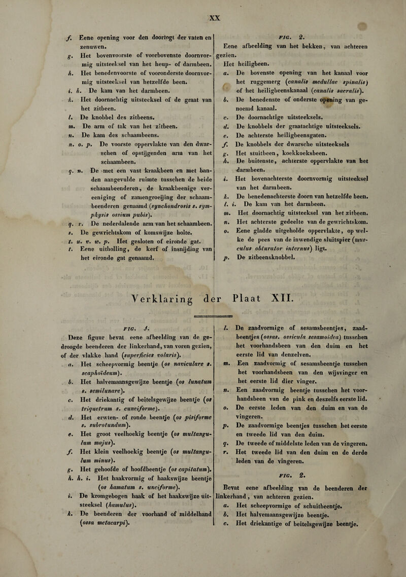 f. Eene opening voor den doortogt der vaten en zenuwen. g. Het bovenvoorste of voorbovenste doornvor¬ mig uitsteeksel van het heup- of darmbeen. h. Het benedenvoorste of vooronderste doornvor¬ mig uitsteeksel van hetzelfde been. i. h. De kam van het darmbeen. k. Het doornachtig uitsteeksel of de graat van het zitbeen. /. De knobbel des zitbeens. m. De arm of tak van het zitbeen. M. De kam des sehaambeens. n. o. p. De voorste oppervlakte van den dwar- schen of opstijgenden arm van het schaambeen. q. n. De met een vast kraakbeen en met ban¬ den aangevulde ruimte tusschen de beide schaambeenderen, de kraakbeenige ver- eeniging of zamengroeijing der schaam¬ beenderen genaamd (synchoiidrosis s. sym- physis ossium pubis). q. r. De nederdalende arm van het schaambeen. s. De gewrichtskom of komswijze holte. t. u. v. te. p. Het gesloten of eironde gat. t. Eene uitholling, de kerf of insnijding van het eironde gat genaamd. FIG. 2. Eene afbeelding van het bekken, van achteren ;zien. Het heiligbeen. a. De bovenste opening van het kanaal voor het ruggemerg (canalis medullae spinalis) of het heiligbeenskanaal (canalis saeralis). b. De benedenste of onderste opening van ge¬ noemd kanaal. c. De doornachtige uitsteeksels. d. De knobbels der graatachtige uitsteeksels. e. De achterste heiligbeensgaten. f. De knobbels der dwarsche uitsteeksels g. tiet stuitbeen, koekkoeksbeen. h. De buitenste, achterste oppervlakte van het darmbeen. i. Het bovenachterste doornvormig uitsteeksel van het darmbeen. k. De benedenachterste doorn van hetzelfde been. l. i. De kam van het darmbeen. m. Het doornachtig uitsteeksel van het zitbeen. n. Het achterste gedeelte van de gewrichtskom. o. Eene gladde uitgeholde oppervlakte, op wel¬ ke de pees van de inwendige sluitspier (mus- culus obturutor internus) ligt. p. De zitbeensknobbel. Verklaring der Plaat XII. FIG. J. Deze figuur bevat eene afbeelding van de ge¬ droogde beenderen der linkerhand, van voren gezien, of der vlakke hand (superficies volaris). a. Het scheepvormig beentje (os naviculare s. scaphoïdeum). b. Het halvemaan sgewij ze beentje (os lunatum s. semilunare). c. Het driekantig of beitelsgewijze beentje (os triquetrum s. cuneiforme). d. Het erwten- of ronde beentje (os pisiforme s. subrotunduni). e. Het groot veelhoekig beentje (os multangu- lum majus'). f. Het klein veelhoekig beentje (os multangu- lum minus). g. Het gehoofde of hoofdbeentje (os capitatum). h. h. i. Het haakvormig of haakswijze beentje (os hamatum s. unciforme). i. De kromgebogen haak of het haakswijze uit¬ steeksel (hamulus). k. De beenderen der voorhand of middelhand (ossa metacarpi). l. De zaadvormige of sesamsbeentjes, zaad- beentjes (ossas. ossicula sesamoidea) tusschen het voorhandsbeen van den duim en het eerste lid van denzelven. m. Een zaadvormig of sesamsbeentje tusschen het voorhandsbeen van den wijsvinger en het eerste lid dier vinger. n. Een zaadvormig beentje tusschen het voor¬ handsbeen van de pink en deszelfs eerste lid. o. De eerste leden van den duim en van de vingeren. p. De zaadvormige beentjes tusschen het eerste en tweede lid van den duim. q. De tweede of middelste leden van de vingeren. r. Het tweede lid van den duim en de derde leden van de vingeren. FIG. 2. Bevat eene afbeelding yan de beenderen der linkerhand, van achteren gezien. a. Het scheepvormige of schuitbeentje. b. Het halyemaansgewijze beentje. c. Het driekantige of beitelsgewijze beentje.