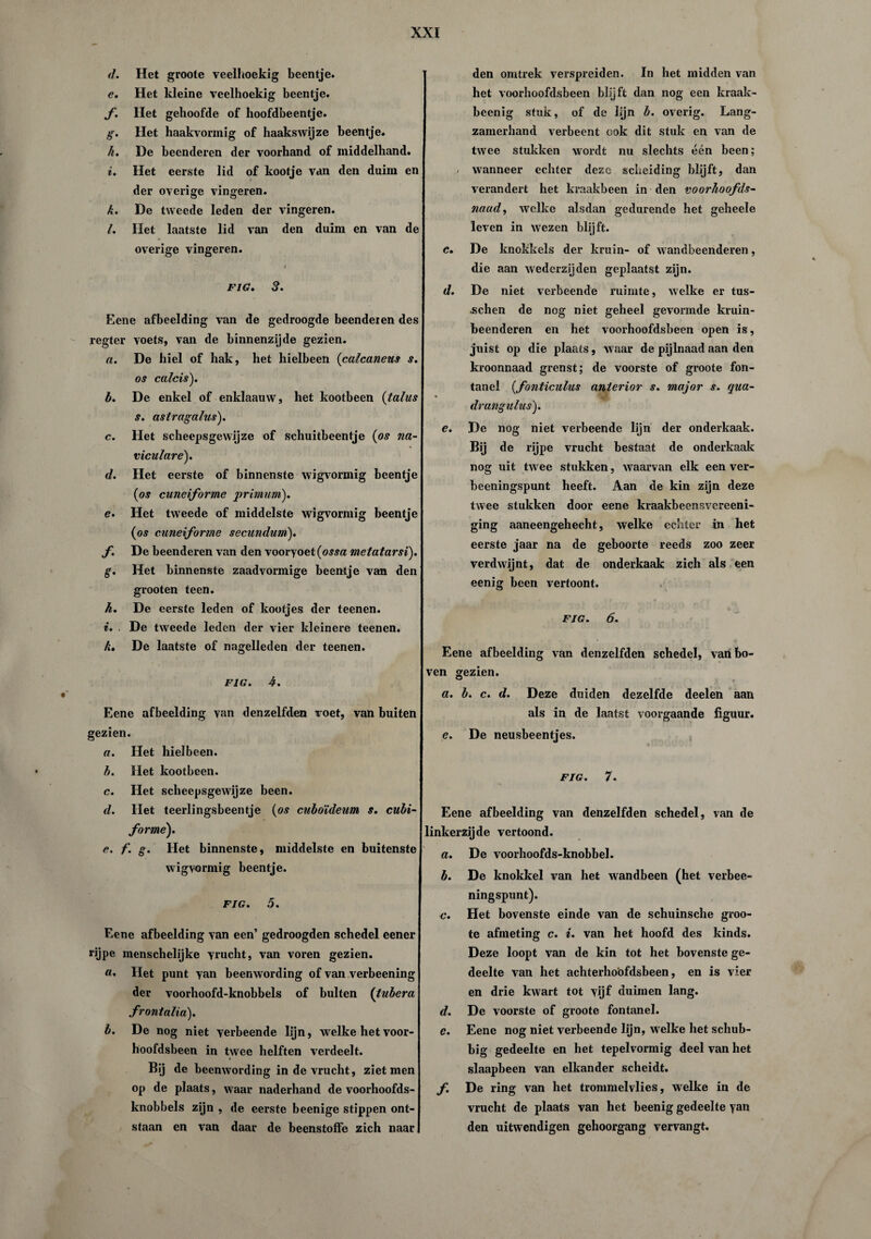 d. Het groote veelhoekig beentje. e. Het kleine veelhoekig beentje. f. Het gehoofde of hoofdbeentje. g. Het haakvormig of haakswijze beentje. h. De beenderen der voorhand of middelhand. i. Het eerste lid of kootje van den duim en der overige vingeren. k. De tweede leden der vingeren. /. Het laatste lid van den duim en van de overige vingeren. FIG. 3. Eene afbeelding van de gedroogde beenderen des regter voets, van de binnenzijde gezien. a. De hiel of hak, het hielbeen (calcaneus s. os calcis'). b. De enkel of enklaauw, het kootbeen (talus s. astragalus). c. Het scheepsgewijze of schuitbeentje (os na- viculare). d. Het eerste of binnenste wigvormig beentje (os cuneiforme primuni). e. Het tweede of middelste wigvormig beentje (os cuneiforme secundum). f. De beenderen van den vooryoet (owa metatarsï). g. Het binnenste zaadvormige beentje van den grooten teen. h. De eerste leden of kootjes der teenen. e'. De tweede leden der vier kleinere teenen. k. De laatste of nagelleden der teenen. FIG. 4. Eene afbeelding van denzelfden voet, van buiten gezien. a. Het hielbeen. h. Het kootbeen. c. Het scheepsgewijze been. d. Het teerlingsbeentje (os cuboïdeum s. cubi- forme). e. f. g. Het binnenste, middelste en buitenste wigvormig beentje. FIG. 5. Eene afbeelding van een’ gedroogden schedel eener rijpe menschelijke vrucht, van voren gezien. «. Het punt yan beenwording of van verbeening der voorhoofd-knobbels of bulten (tubera frontalia). b. De nog niet verbeende lijn, welke het voor¬ hoofdsbeen in twee helften verdeelt. Bij de beenwording in de vrucht, ziet men op de plaats, waar naderhand de voorhoofds¬ knobbels zijn , de eerste beenige stippen ont¬ staan en van daar de beenstoffe zich naar den omtrek verspreiden. In het midden van het voorhoofdsbeen blijft dan nog een kraak- beenig stuk, of de lijn b. overig. Lang- ! zamerhand verbeent ook dit stuk en van de twee stukken wordt nu slechts één been; - wanneer echter deze scheiding blijft, dan verandert het kraakbeen in den voorhoofds- naud, welke alsdan gedurende het gcheele leven in wezen blijft. c. De knokkels der kruin- of wandbeenderen, die aan wederzijden geplaatst zijn. d. De niet verbeende ruimte, welke er tus- .schen de nog niet geheel gevormde kruin¬ beenderen en het voorhoofdsbeen open is, juist op die plaats, waar de pijlnaad aan den kroonnaad grenst; de voorste of groote fon¬ tanel (fonticulus anterior s. major s. qua- « drangulus). e. De nog niet verbeende lijn der onderkaak. Bij de rijpe vrucht bestaat de onderkaak nog uit twee stukken, waarvan elk een ver- beeningspunt heeft. Aan de kin zijn deze twee stukken door eene kraakbeensvereeni- ging aaneengehecht, welke echter in het eerste jaar na de geboorte reeds zoo zeer verdwijnt, dat de onderkaak zich als een eenig been vertoont. FIG. 6. Eene afbeelding van denzelfden schedel, vanbo¬ ven gezien. a. b. c. d. Deze duiden dezelfde deelen aan als in de laatst voorgaande figuur. e. De neusbeentjes. FIG. 7. Eene afbeelding van denzelfden schedel, van de linkerzijde vertoond. a. De voorhoofds-knobbel. b. De knokkel vran het wandbeen (het verbee- ningspunt). c. Het bovenste einde van de schuinsche groo¬ te afmeting c. i. van het hoofd des kinds. Deze loopt van de kin tot het bovenste ge¬ deelte van het achterhoofdsbeen, en is vier en drie kwart tot vijf duimen lang. d. De voorste of groote fontanel. c. Eene nog niet verbeende lijn, w elke het schub¬ big gedeelte en het tepelvormig deel van het slaapbeen van elkander scheidt. f. De ring van het trommelvlies, welke in de vrucht de plaats van het beenig gedeelte yan den uitwendigen gehoorgang vervangt.