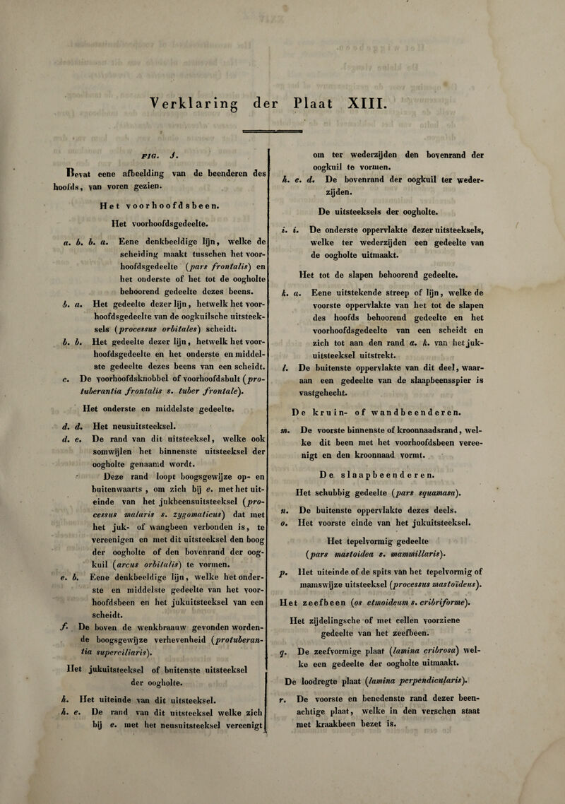 r g FIG. J. I»evat eene afbeelding van de beenderen des hoofds, van voren gezien. Het voorhoofdsbeen. Het voorhoofdsgedeelte. a. b. b. a. Eene denkbeeldige lijn, welke de scheiding maakt tusschen het voor¬ hoofdsgedeelte (pars frontalis) en het onderste of het tot de oogholte behoorend gedeelte dezes beens. b. a. Het gedeelte dezer lijn, hetwelk het voor¬ hoofdsgedeelte van de oogkuilsche uitsteek¬ sels (processus orbitales') scheidt. b. b. Het gedeelte dezer lijn, hetwelk het voor¬ hoofdsgedeelte en het onderste en middel¬ ste gedeelte dezes beens van een scheidt. c. De voorhoofdsknobbel of voorhoofdsbult {pro- tuberantia frontalis s. tuber frontale'). Het onderste en middelste gedeelte. d. d. Het neusuitsteeksel. d. e. De rand van dit uitsteeksel, welke ook somwijlen het binnenste uitsteeksel der oogholte genaamd wordt. Deze rand loopt boogsgewijze op- en buitenwaarts , om zich bij e. met het uit¬ einde van het jukbeensuitsteeksel (pro¬ cessus malaris s. zygomaticus) dat met het juk- of wangbeen verbonden is, te vereenigen en met dit uitsteeksel den boog der oogholte of den bovenrand der oog- kuil gareus orbi/afis) te vormen. e. b. Eene denkbeeldige lijn, welke het onder¬ ste en middelste gedeelte van het voor¬ hoofdsbeen en het jukuitsteeksel van een scheidt. f De boven de wenkbraauw gevonden worden¬ de boogsgewijze verhevenheid (protuberan- tia superciliaris). Het jukuitsteeksel of buitenste uitsteeksel der oogholte. h. Het uiteinde van dit uitsteeksel. h. e. De rand van dit uitsteeksel welke zich bij e. met het neusuitsteeksel vereenigt om ter wederzijden den bovenrand der oogkuil te vormen. h. e. d. De bovenrand der oogkuil ter weder¬ zijden. De uitsteeksels der oogholte. i. u De onderste oppervlakte dezer uitsteeksels, welke ter wederzijden een gedeelte van de oogholte uitmaakt. Het tot de slapen behoorend gedeelte. k. a. Eene uitstekende streep of lijn, welke de voorste oppervlakte van het tot de slapen des hoofds behoorend gedeelte en het voorhoofdsgedeelte van een scheidt en zich tot aan den rand a. k. van het juk¬ uitsteeksel uitstrekt. l. De buitenste oppervlakte van dit deel, waar¬ aan een gedeelte van de slaapbeensspier is vastgehecht. De kruin- of wandbeenderen. m. De voorste binnenste of kroonnaadsrand, wel¬ ke dit been met het voorhoofdsbeen veree¬ nigt en den kroonnaad vormt. De slaapbeenderen. Het schubbig gedeelte (pars squamasa). n. De buitenste oppervlakte dezes deels. o. Het voorste einde van het jukuitsteeksel. Het tepelvormig gedeelte {pars mastoidea s. mammillaris). p. Het uiteinde of de spits van het tepelvormig of mamswijze uitsteeksel (processus mastoïdeus). Het zeefbeen {os etmoideum s. cribriformé). Het zijdelingsche of met cellen voorziene gedeelte van het zeefbeen. q. De zeefvormige plaat {lamina cribrosa) wel¬ ke een gedeelte der oogholte uitmaakt. De loodregte plaat {lamina perpendicularis). r. De voorste en benedenste rand dezer been¬ achtige plaat, welke in den versehen staat met kraakbeen bezet is.