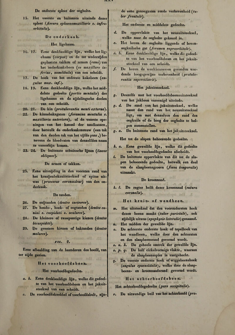 De onderste spleet der oogholte. spleet (Jissura sphaenomaxillaris s. infra- orbifalis). De onderkaak. Het ligchaam. 1G. 17. Ecne denkbeeldige lijn, welke het lig¬ chaam (corpus) en de ter wederzijden geplaatste takken of armen (ramt) yan het onderkaaksbecn (os maxillare in- ferius, mandibula) van een scheidt. 17. De hoek van het onderste kakebeen (an- gulus max. inf.). 18. 19. Eene denkbeeldige lijn, welke het mid¬ delste gedeelte (portio mentalis) des ligchaams en de zijdelingsche deelen yan een scheidt. 20. 21. De kin (protuberantia menti externa). 22. De kinnebaksgaten (foramina mentalia s. maxillaria anteriora), of de voorste ope- ningen van het kanaal der tandkassen, door hetwelk de onderkaakszenuw (een tak van den derden tak van het vijfde paar,) be¬ nevens de bloedvaten van denzelfden naam te voorschijn komen. 23. 24. De buitenste schuinsche lynen (lineae obliquae). De armen of takken. 25. Eene uitsnijding in den voorsten rand van het kraaijenbeksuitsteeksel of spitse uit¬ was (processus coronoideus) van den on¬ derkaak. i[ • |, r ' , i De tanden. de eene genoegzaam ronde verhevenheid (tu- ber frontale). Het onderste en middelste gedeelte. d. De oppervlakte van het neusuitsteeksel, welke naar de oogholte gekeerd is. e. Het boven de oogholte liggende of boven- oogkuilsche gat (foramen supraorbitale). e. b. Eene denkbeeldige lijn , welke dit gedeel¬ te van het voorhoofdsbeen en het jukuit- steeksel van een scheidt. f. De boyen de wenkbraauwen gevonden wor¬ dende boogsgewijze verhevenheid (prolube- rantia superciliaris). Het jukuitsteeksel. g. Deszelfs met het voorhoofdsbeensuitsteeksel van het jukbeen vereenigd uiteinde. g. d. De rand van het jukuitsteeksel, welke naast den rand van het neusuitsteeksel • • ligt, om met denzelyen den rand des oogkuils of de boog der oogholte te hel¬ pen zamenstellen. g. a. De buitenste rand van het jukuitsteeksel. Het tot de slapen behoorende gedeelte. <■* T v h. a. Eene gewelfde lijn, welke dit gedeelte van het voorhoofdsgedeelte afscheidt. i. De buitenste oppervlakte van dit tot de sla¬ pen behoorende gedeelte, hetwelk een deel van de slaapbeensgroeve (fossa temporalis) uitmaakt. De kroonnaad. I ■ f .' ér o f- 4 •■••... . k. I. De regter helft dezer kyoonnaad (sutura coronalis). 26. De snijtanden (dentes incisores). 27. De honds-, hoek- of oogtanden (dentes ca- nini s. cuspidati s. oculares). 28. De kleinere of tweepuntige kiezen (dentes bicuspiditi). 29. De grootere kiezen of baktanden (dentes molares). FIG. 2. Eene afbeelding van de beenderen des hoofd, van ter zijde gezien. Het voorhoofdsbeen. Het voorhoofdsgedeelte. Het kruin- of wandbeen. m. Het uitsteeksel dat den voorondersten hoek dezes beens maakt (tuber parietale), ook zijdelijk uitwas (apophysis lateralis) genaamd. n. Het midden der gewelfde lijn. o. De achterste onderste hoek of tepelhoek van het wandbeen, welke door den achtersten en den slaapbeensrand gevormd wordt. o. n. h. De geheele omtrek der gewelfde lijn. o. p. q* De half cirkelvormige vlakte, waaraan de slaapbeensspier is vastgehecht. q. De voorste onderste hoek of wiggebeenshoek (angulus spaenotdalis), welke door de slaap- beens- en kroonnaadsrand gevormd wordt. a. b. Eene denkbeeldige lijn, welke dit gedeel¬ te van het voorhoofdsbeen en het jukuit¬ steeksel van een scheidt, c. De voorhoofdsknobbel of yoorhoofdsbult, zijn- Het achterhoofdsbeen. Het achterhoofdsgedeelte (pars occipitalis). r. De uitwendige buil van het achterhoofd (pro