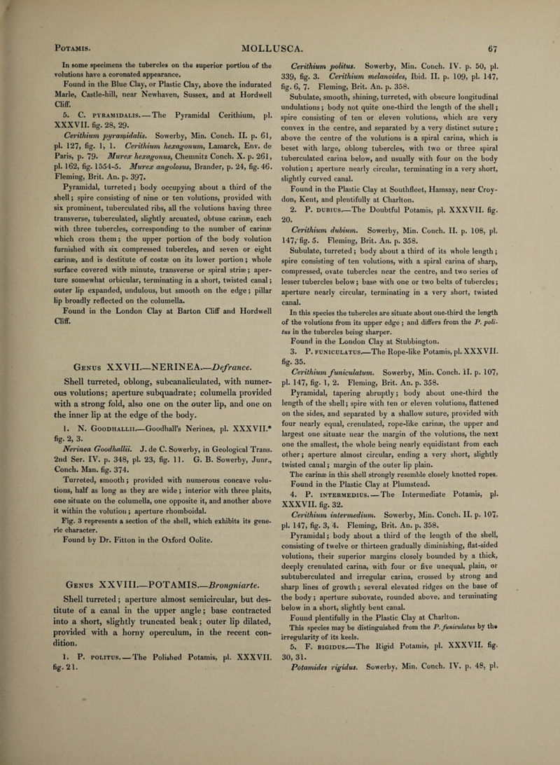 In some specimens the tubercles on the superior portion of the volutions have a coronated appearance. Found in the Blue Clay, or Plastic Clay, above the indurated Marie, Castle-hill, near Newhaven, Sussex, and at Hordwell Cliff. 5. C. pyramidalis. — The Pyramidal Cerithium, pi. XXXVII. fig. 28, 29. Cerithium pyrarqidalis. Sowerby, Min. Conch. II. p. 61, pi. 127, fig. 1, 1. Cerithium hexagonum, Lamarck, Env. de Paris, p. 79. Murex hexagonus, Chemnitz Conch. X. p. 261, pi. 162, fig. 1554-5. Murex angolosus, Brander, p. 24, fig. 46. Fleming, Brit. An. p. 397. Pyramidal, turreted; body occupying about a third of the shell; spire consisting of nine or ten volutions, provided with six prominent, tuberculated ribs, all the volutions having three transverse, tuberculated, slightly arcuated, obtuse carinae, each with three tubercles, corresponding to the number of carinae which cross them ; the upper portion of the body volution furnished with six compressed tubercles, and seven or eight carinae, and is destitute of costae on its lower portion ; whole surface covered with minute, transverse or spiral striae; aper¬ ture somewhat orbicular, terminating in a short, twisted canal; outer lip expanded, undulous, but smooth on the edge; pillar lip broadly reflected on the columella. Found in the London Clay at Barton Cliff and Hordwell Cliff. Genus XXVII—NERINEA.—Defranee. Shell turreted, oblong, subcanaliculated, with numer¬ ous volutions; aperture subquadrate; columella provided with a strong fold, also one on the outer lip, and one on the inner lip at the edge of the body. 1. N. Goodhallii.—Goodhall’s Nerinea, pi. XXXVII.* fig. 2, 3. Nerinea Goodhallii. J. de C. Sowerby, in Geological Trans. 2nd Ser. IV. p. 348, pi. 23, fig. 11. G. B. Sowerby, Junr., Conch. Man. fig. 374. Turreted, smooth; provided with numerous concave volu¬ tions, half as long as they are wide; interior with three plaits, one situate on the columella, one opposite it, and another above it within the volution ; aperture rhomboidal. Fig. 3 represents a section of the shell, which exhibits its gene¬ ric character. Found by Dr. Fitton in the Oxford Oolite. Genus XXVIII.—POTAMIS Brongniarte. Shell turreted; aperture almost semicircular, but des¬ titute of a canal in the upper angle; base contracted into a short, slightly truncated beak; outer lip dilated, provided with a horny operculum, in the recent con¬ dition. 1. P. POi.iTUS. — The Polished Potamis, pi. XXXVII. fig. 21. Cerithium politus. Sowerby, Min. Conch. IV. p. 50, pi. 339, fig. 3. Cerithium melanoides, Ibid. II. p. 109, ph 147, fig. 6, 7* Fleming, Brit. An. p. 358. Subulate, smooth, shining, turreted, with obscure longitudinal undulations; body not quite one-third the length of the shell; spire consisting of ten or eleven volutions, which are very convex in the centre, and separated by a very distinct suture; above the centre of the volutions is a spiral carina, which is beset with large, oblong tubercles, with two or three spiral tuberculated carina below, and usually with four on the body volution; aperture nearly circular, terminating in a very short, slightly curved canal. Found in the Plastic Clay at Southfleet, Hamsay, near Croy¬ don, Kent, and plentifully at Charlton. 2. P. dubius.—The Doubtful Potamis, pi. XXXVII. fig. 20. Cerithium dubium. Sowerby, Min. Conch. II. p. 108, pi. 147,'fig. 5. Fleming, Brit. An. p. 358. Subulate, turreted; body about a third of its whole length ; spire consisting of ten volutions, with a spiral carina of sharp, compressed, ovate tubercles near the centre, and two series of lesser tubercles below; base with one or two belts of tubercles; aperture nearly circular, terminating in a very short, twisted canal. In this species the tubercles are situate about one-third the length of the volutions from its upper edge ; and differs from the P. poli¬ tus in the tubercles being sharper. Found in the London Clay at Stubbington. 3. P. funiculatus_The Rope-like Potamis, pi. XXXVII. fig. 35. Cerithium funiculatum. Sowerby, Min. Conch. II. p. 107, pi. 147, fig- 1, 2. Fleming, Brit. An. p. 358. Pyramidal, tapering abruptly; body about one-third the length of the shell; spire with ten or eleven volutions, flattened on the sides, and separated by a shallow suture, provided with four nearly equal, crenulated, rope-like carinae, the upper and largest one situate near the margin of the volutions, the next one the smallest, the whole being nearly equidistant from each other; aperture almost circular, ending a very short, slightly twisted canal; margin of the outer lip plain. The carinae in this shell strongly resemble closely knotted ropes. Found in the Plastic Clay at Plumstead. 4. P. intermedius. — The Intermediate Potamis, pi. XXXVII. fig. 32. Cerithium intermedium. Sowerby, Min. Conch. II. p. 107, pi. 147, fig. 3, 4. Fleming, Brit. An. p. 358. Pyramidal; body about a third of the length of the shell, consisting of twelve or thirteen gradually diminishing, flat-sided volutions, their superior margins closely bounded by a thick, deeply crenulated carina, with four or five unequal, plain, or subtuberculated and irregular carina, crossed by strong and sharp lines of growth ; several elevated ridges on the base of the body; aperture subovate, rounded above, and terminating below in a short, slightly bent canal. Found plentifully in the Plastic Clay at Charlton. This species may be distinguished from the P. funiculatus by the irregularity of its keels. 5. F. rigidus.—The Rigid Potamis, pi. XXXVII. fig. 30, 31. Potamides rigidus. Sowerby, Min, Conch. IV. p. 48, pl>
