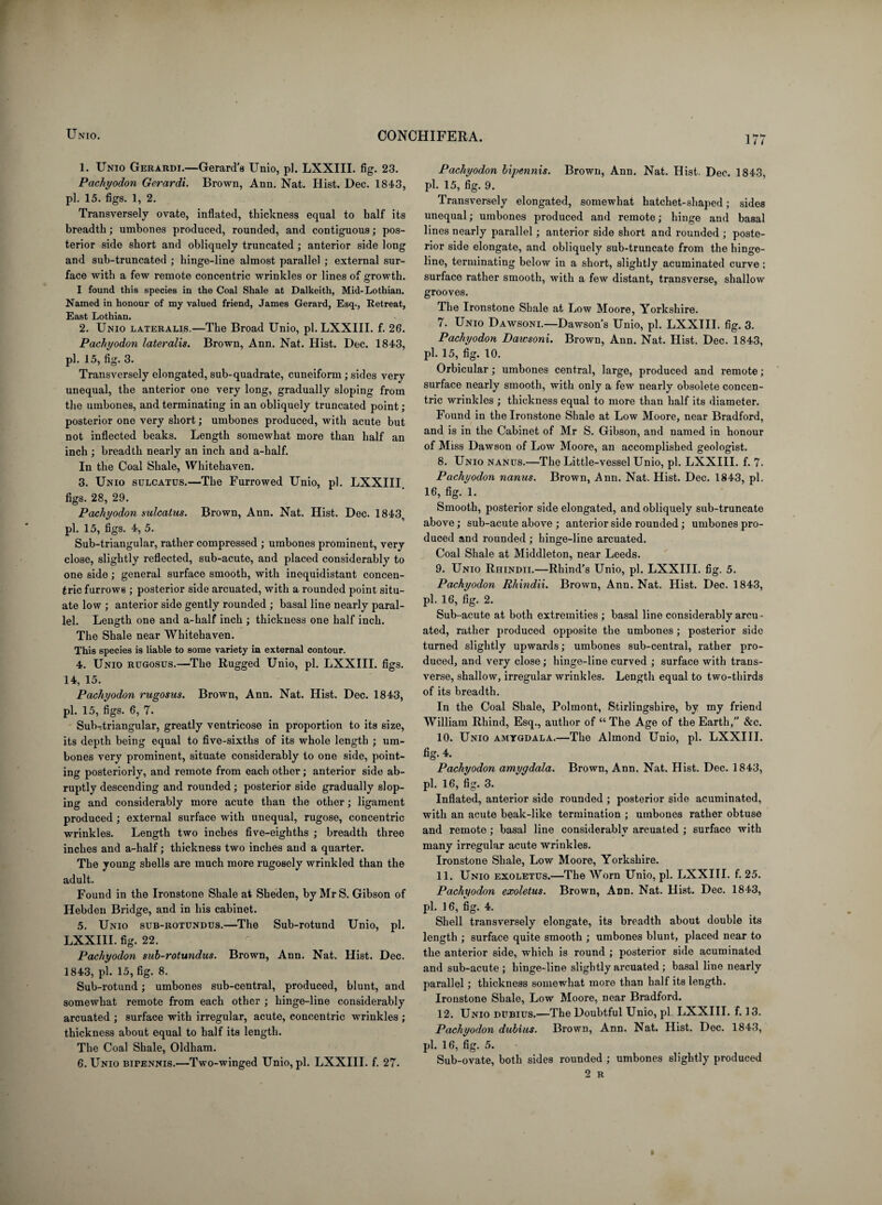 1 / i 1. Unio Gerardi.—Gerard’s Unio, pi. LXXIII. fig. 23. Pachyodon Gerardi. Brown, Ann. Nat. Hist. Dec. 1843, pi. 15. figs. 1, 2. Transversely ovate, inflated, thickness equal to half its breadth; umbones produced, rounded, and contiguous; pos¬ terior side short and obliquely truncated; anterior side long and sub-truncated ; hinge-line almost parallel ; external sur¬ face with a few remote concentric wrinkles or lines of growth. I found this species in the Coal Shale at Dalkeith, Mid-Lothian. Named in honour of my valued friend, James Gerard, Esq., Retreat, East Lothian. 2. Unio lateralis.—The Broad Unio, pi. LXXIII. f. 26. Pachyodon lateralis. Brown, Ann. Nat. Hist. Dec. 1843, pi. 15, fig. 3. Transversely elongated, sub-quadrate, cuneiform ; sides very unequal, the anterior one very long, gradually sloping from the umbones, and terminating in an obliquely truncated point ; posterior one very short; umbones produced, with acute but not inflected beaks. Length somewhat more than half an inch ; breadth nearly an inch and a-half. In the Coal Shale, Whitehaven. 3. Unio sulcatus.—The Furrowed Unio, pi. LXXIII. figs. 28, 29. Pachyodon sulcatus. Brown, Ann. Nat. Hist. Dec. 1843 pi. 15, figs. 4, 5. Sub-triangular, rather compressed ; umbones prominent, very close, slightly reflected, sub-acute, and placed considerably to one side; general surface smooth, with inequidistant concen¬ tric furrows ; posterior side arcuated, with a rounded point situ¬ ate low ; anterior side gently rounded ; basal line nearly paral¬ lel. Length one and a-half inch ; thickness one half inch. The Shale near Whitehaven. This species is liable to some variety in external contour. 4. Unio rugosus.—The Rugged Unio, pi. LXXIII. figs. 14, 15. Pachyodon rugosus. Brown, Ann. Nat. Hist. Dec. 1843, pi. 15, figs. 6, 7. Sub-triangular, greatly ventricose in proportion to its size, its depth being equal to five-sixths of its whole length ; um¬ bones very prominent, situate considerably to one side, point¬ ing posteriorly, and remote from each other; anterior side ab¬ ruptly descending and rounded; posterior side gradually slop¬ ing and considerably more acute than the other; ligament produced ; external surface with unequal, rugose, concentric wrinkles. Length two inches five-eighths ; breadth three inches and a-half; thickness two inches and a quarter. The young shells are much more rugosely wrinkled than the adult. Found in the Ironstone Shale at Sheden, by Mr S. Gibson of Hebden Bridge, and in his cabinet. 5. Unio sub-rotundus.—The Sub-rotund Unio, pi. LXXIII. fig. 22. Pachyodon sub-rotundus. Brown, Ann. Nat. Hist. Dec. 1843, pi. 15, fig. 8. Sub-rotund; umbones sub-central, produced, blunt, and somewhat remote from each other ; hinge-line considerably arcuated ; surface with irregular, acute, concentric wrinkles ; thickness about equal to half its length. The Coal Shale, Oldham. 6. Unio bipennis.—Two-winged Unio, pi. LXXIII. f. 27. Pachyodon bipennis. Brown, Ann. Nat. Hist. Dec. 1843, pi. 15, fig. 9. Transversely elongated, somewhat hatchet-shaped; sides unequal; umbones produced and remote; hinge and basal lines nearly parallel; anterior side short and rounded ; poste¬ rior side elongate, and obliquely sub-truncate from the hinge¬ line, terminating below in a short, slightly acuminated curve : surface rather smooth, with a few distant, transverse, shallow grooves. The Ironstone Shale at Low Moore, Yorkshire. 7. Unio Dawsoni.—Dawson’s Unio, pi. LXXIII. fig. 3. Pachyodon Dawsoni. Brown, Ann. Nat. Hist. Dec. 1843, pi. 15, fig. 10. Orbicular; umbones central, large, produced and remote; surface nearly smooth, with only a few nearly obsolete concen¬ tric wrinkles ; thickness equal to more than half its diameter. Found in the Ironstone Shale at Low Moore, near Bradford, and is in the Cabinet of Mr S. Gibson, and named in honour of Miss Dawson of Low Moore, an accomplished geologist. 8. Unio nanus.—The Little-vessel Unio, pi. LXXIII. f. 7. Pachyodon nanus. Brown, Ann. Nat. Hist. Dec. 1843, pi. 16, fig. 1. Smooth, posterior side elongated, and obliquely sub-truncate above; sub-acute above ; anterior side rounded; umbones pro¬ duced and rounded ; hinge-line arcuated. Coal Shale at Middleton, near Leeds. 9. Unio Riiindii.—Rhind’s Unio, pi. LXXIII. fig. 5. Pachyodon Rhindii. Brown, Ann. Nat. Hist. Dec. 1843, pi. 16, fig. 2. Sub-acute at both extremities; basal line considerably arcu¬ ated, rather produced opposite the umbones; posterior side turned slightly upwards; umbones sub-central, rather pro¬ duced, and very close; hinge-line curved ; surface with trans¬ verse, shallow, irregular wrinkles. Length equal to two-thirds of its breadth. In the Coal Shale, Polmont, Stirlingshire, by my friend William Rhind, Esq., author of “ The Age of the Earth,” &c. 10. Unio amygdala.—The Almond Unio, pi. LXXIII. fig. 4. Pachyodon amygdala. Brown, Ann. Nat. Hist. Dec. 1843, pi. 16, fig. 3. Inflated, anterior side rounded ; posterior side acuminated, with an acute beak-like termination ; umbones rather obtuse and remote; basal line considerably arcuated ; surface with many irregular acute wrinkles. Ironstone Shale, Low Moore, Yorkshire. 11. Unio exoletus.—The Worn Unio, pi. LXXIII. f. 25. Pachyodon exoletus. Brown, Ann. Nat. Hist. Dec. 1843, pi. 16, fig. 4. Shell transversely elongate, its breadth about double its length ; surface quite smooth ; umbones blunt, placed near to the anterior side, which is round ; posterior side acuminated and sub-acute ; hinge-line slightly arcuated ; basal line nearly parallel; thickness somewhat more than half its length. Ironstone Shale, Low Moore, near Bradford. 12. Unio dubius.—The Doubtful Unio, pi LXXIIT. f. 13. Pachyodon dubius. Brown, Ann. Nat. Hist. Dec. 1843, pi. 16, fig. 5. Sub-ovate, both sides rounded ; umbones slightly produced 2 R