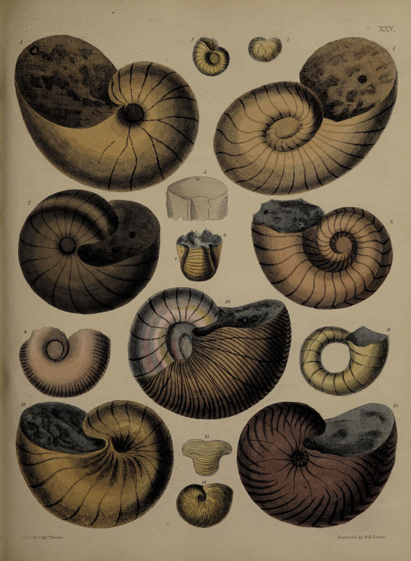 ting raved, by Wff.Lizott by Cnpl!'J}i-nwn