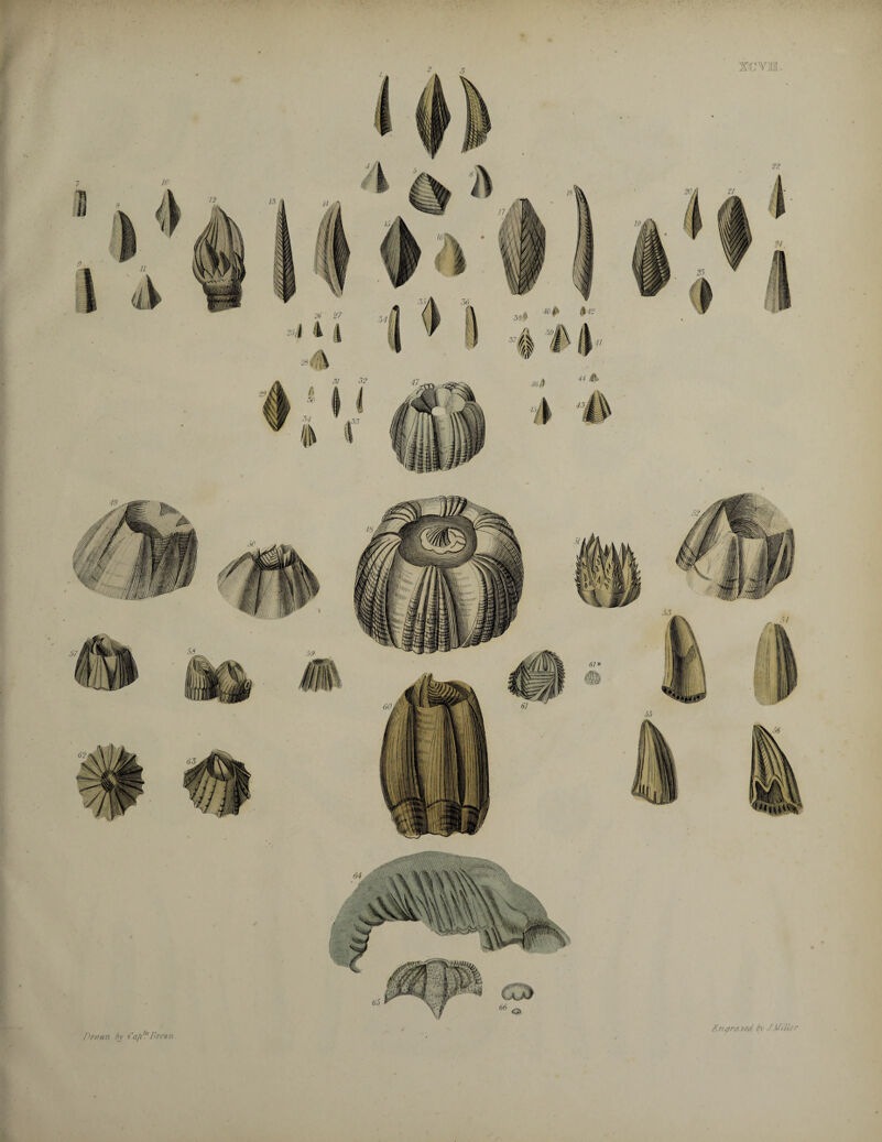 Prawn bv fnji1I'mn Engra ved, bv JMiller