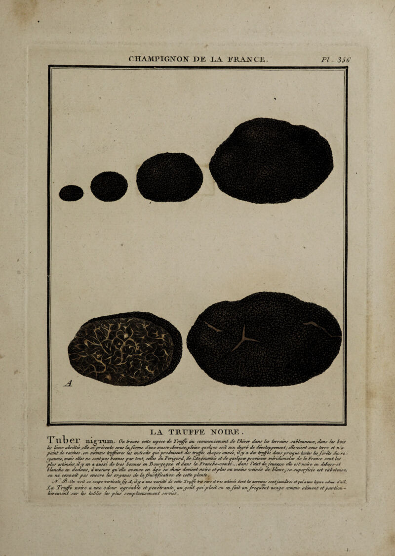 CHAMPIGJNTOK IXE PA ERANCE. PI.. 356' mPBHaw LA TRUFFE XOIRE . H 1) CP m g’Tli Vîl . On trouve cette espece- de Truffe au commencement de l'hiver dans les lorrains sablonneuse, dans les lois les lieuse alrittes, elle se présents sous la/crme dune morse charnue,pleine quelque soit son degré de développement; elle nient sous terre et n 'a point de racines. cm nomme tnfffîerer les endroits qui produisent des truffes chaque année, Un/ a des truffes dans presque toutes les foretr du-ro- n/aume, mais elles ne s ont pas bonnes par tout, celles au Périgord, de Hknqoumvis et de quelques provinces méridionales de la France sont les plus estimées. Un/ en a aussi de ires bonnes en Bourgogne et dams la Tranche-comte ... dans l'etnt dejeunesse elle est noire en dehorset blanche ai dedans, a mesure qru 'elle avança en qge sa chair devient noire et plus ou moins ■veinée de blanc, sa superficie est raboteuse, on né eonnoitpas encore les organes de lo^ fructification de cette-plante , o-Ti éS ■ On voit sa confie Verticale ftg d, il y a une variété de cette Tru/fe très rare et très estimée dont 1er nervures sontfaunaéres et qui aune letfece. odeur d'ail, T, a Trgffè notre- a une odeur agréable et pénétrants, un goût qui plait on enffhit unffrcq lient usage comtne aliment etpar lieu - lier cm dit sur Iqs tables les plus somp tueusernent servies, I