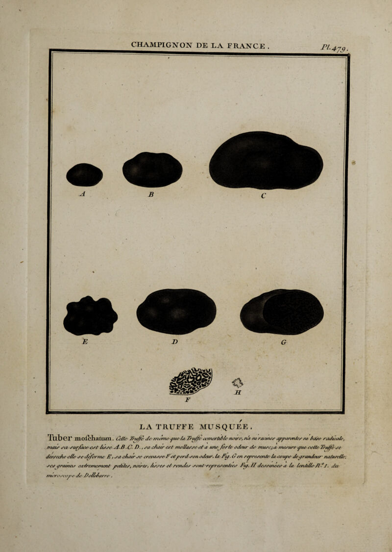 LA TRUFFE MUSQUEE. Tllber mofcKatuin. Celle ïïu/fê de- mê/mpue la Fru/fc comestible mire, nu ni racines apparentes ne hase radicule, muer sa sur/àce est lisse AB .C. D., su chair est niellasse cl a une/è rte' odeur de musc,; a mesure pie cetteTru/jfè'se desseehe elle se de/vrme E, sa chair se crevasse F et perd son odeur, la Fiy, O en représente la. coupe de-prondeur ' naturelle; ses i/rainos extrêmement pelles, nomes, lisses el rondes sont représentées Fu/.H dessmees a- la len/ille If l/, du- //Horoscope de DeFela/re