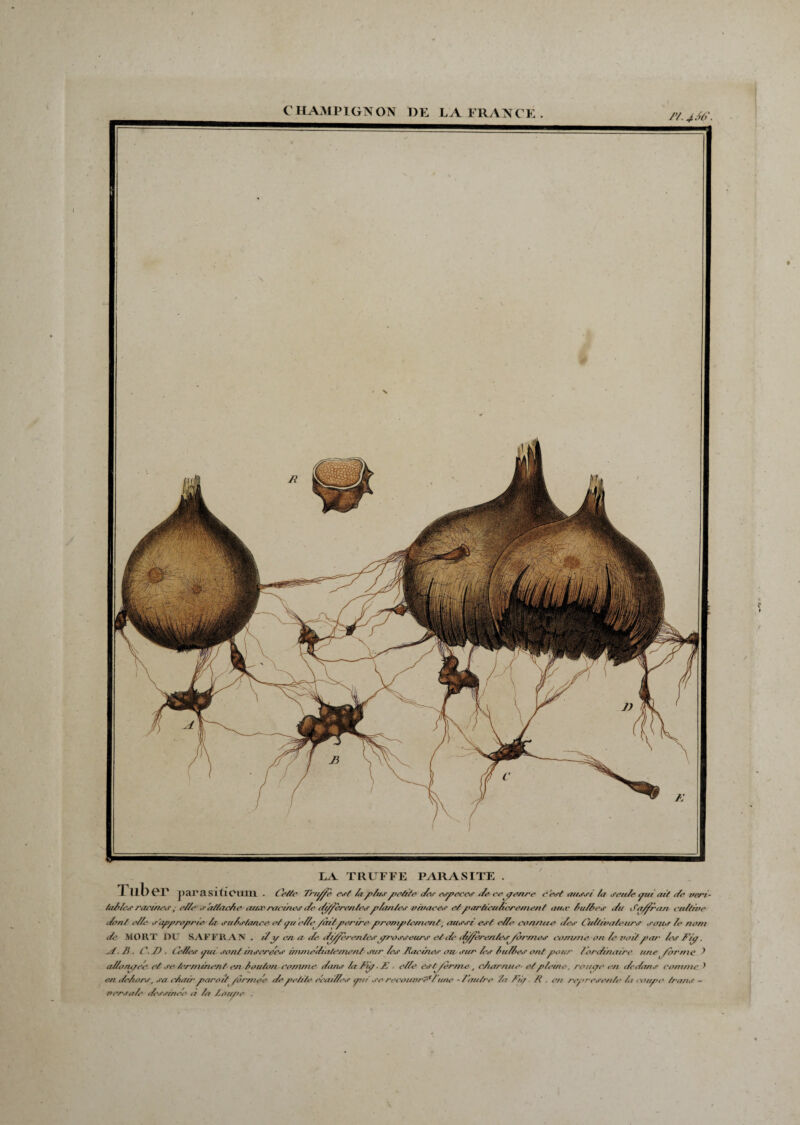F/.J.M I \ LA TRUFFE PARASITE . Tul) PP parasiticum . Cette Trnfjfè est la plus yetite des esyeccs de ce tienne c'est tutssi la seule oui ait t/e véri¬ tables racines ,■ elle s 'attache aute racines de dfffère/ites fy/tuiles vivaces etyarticttlereme/tf an.v lu II es du < itiffran cultive dont elle e’ayyroyrie la substance ci tyt elti fàityerire yromyfcment, aussi est elle connue des Cultivateurs sous le nom de MORT DU SATFRAN . ily en a- de'-différentesyrosseurs et-de <ltffrentes^/ormes comme on le voityar les Fiy. si.]}. C.D. Celles ÿul sont insérées imniettia/etnen/y sur les Farines ou- sur les bulbes ontpour ?ordinaire une forme ~> allô ny ce et se- terminent en louton comme dans la Fi/ ■ A’ ■ elle estffrme, charnue- et pleine. rentre en dedans commet en dehors, sa chairpara ttformée de petite écaillés tyti se recouvre*l une - l'autre la Fit/ H . en reyresente h ettuye irons - versai’ dessinée a la l-ouye . ?