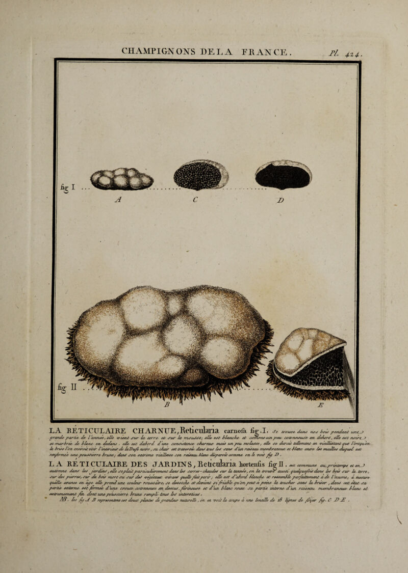 CHAMPIGNONS DELA FRANCE. Tl. 4.24. LA RETICULAIRE CHARNUE;RetlClllaria earnofa fig.I, S e trouve tlunc no*) b ou) pendant une_fa> grande partie, de- L'année, elle vient fur la- t&'re, et fur la rrunuSfe; elle eàt blanche- et comme un peu cotonneuoe en c/ehord, elle etc notera et marbree de liant en dedane . elle eet dalerd d une cendufâwte charnue maie un peu meladde, elle <re durât tellement en 'vuilliadant yuc lordyu-bn la brue l'on croiroit voir l'ultérieur de laTru/e- noire, fa- chair edt traoerdee dand tout led rend d un raid eau memlraneiac et liant entre led mtuSed duyuel edù rcrÿêrrnee une pouddterre Irunt; dand son eœtreme vieilledde son raideau liant didparoit comme on- le voit fa Z? , LA RETICULAIRE DES JARDIN S, Reticiilaria Eorteniis figll 1 edt commune au prmtempd et eu. t automne donc led jardind, elle deplaît:particuliérement d-mt led Jcrred - cAauded dur la tannée, on la. trouer auddi quelquepôtd dand led loid dur la. terre, dur dec pierred, dur du lotd mort ou. dur ded -vepétauat anvand quelle paît périr ; elle edt d'alord llanche et reddemlle parfaitement a de l'eoume, à medure quelle avance en apc elle prend une couleur taudéatre, de deddeche et devient di /rialle qu'on peut a peme la toucher tond lu Irlder , dand cet élut du partie otxterne edt /ormee d une croûte cotonneude en dedéud, far meute et d'un èlane roucc Ja partie interne d'un raid eau meenhraneuœ liane et etrtremement fa dont une pouddterre Irime rempli toud led interadeed. JS. led fa al 27 reprtdentent ced deiut phnted dtp rondeur naturelle , on en 'voit la coupe a une lentdle de l8 Izpned de fa/er fa. C d) JJ ,