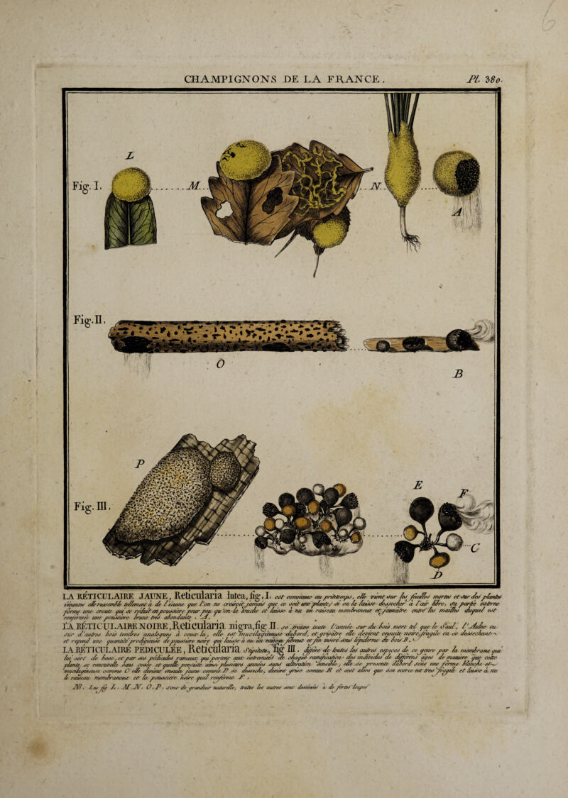 la réticulaire jaune , Reticidana lutea, fig, I. ett commune au p/rZntrnpki, eZZe vient dur A/ f/urteo morte» etxfar de» pAmtf» vwanM e/A rufoemiZe teZZementà de Z'edu/ie, pue /'au ne croirûityamaù) pue ce doit une p/an/e/ dt on /a Za/kJe dcoçecAc/' à /'air A/re, d’à parde eoterne forme une croule p/n'ce réduit enpovM/'cre pour peu pu'on-Ai taue/ie et Aiikte à nu un raioeau memiraneuœ et/'amitre entre Zed mar/Zeo cA/pueZ eut reruerrnee une poitddiere Aruue treJ aAondante ■ d. tL EF. TI CUL AIRE NOIRE ^eDCUiaiTA JiîgTa.fig'II . dé trouve aute Z'a/me'e dm- du Aoù mort te/ pue Ze d'au/, A ’ du Aie Ou iru?' (l'au/red loi tendreo analooued à cetac la , e/le edt zzzuc(layitteude dz/orcl, etarloafre elle clevient enduite zidzrepnaylle ezi de dcàdecAanù^* et repenti une pam&fe*proc&jpieude depouddlere noue put lande à 7iu lut razdem^^Hrezza etfffl zndereédoiùl leplde/me dt loldB, c- LAEÉTIQTLAIRE PEDI CULEE , Retiçolaria duprinur/ fm ni, iZpfère de tm/feo Zed autre» edpeeeo de cejpeme par Ai memiraMe pue Z * , A - .. . , _ _ ... , . /-/f - 7 J_... __ __r__ fc. _ rdJ -.7,1 c/l ir irnA rrmll tdr new /v/lll 1 idil-4 m itr llr rtrr À idil ,dr dZnrXayi 4 /,/! Il-J tV 13 el3rreleerr.il erre il Cil. Mj l/l oert de lade, et par ded pe'dzcaled ratnezac pdportenr zzaœ eatee/nlte'd ae c/iayzze rzanpica/zo/t- ded Indivlduo de d/Bere/id ayed de nut/uere pte cette plante de rendJtoelle Sazid cedde et zpzteÆz petdzdte août/ pl/dieiav azi/ieed dctnJ al/rrcitzozz deziàdletj elle Be pt'edetite dioord %foud zate^porzne lla/icÀe <îA mvcdaymeMe comme O elle deviezzt enduite pau/ie eoz/u/ie-Z? de deodecÀe, deoienrjprtdd conatie J& et cedt a/om pue don ecorce edt Ovo prayzl et laz*loe a zut le 7xzzàeaa rziemlraneaoe et la pzmddlere noire pal ren/ërme f , J\B, Ze* pu/ Jj , M,JV, O ,P. J'onr deprantteu/’ nodztrede, ûmteà leo autred donr leddâteéd a deporeed loupw