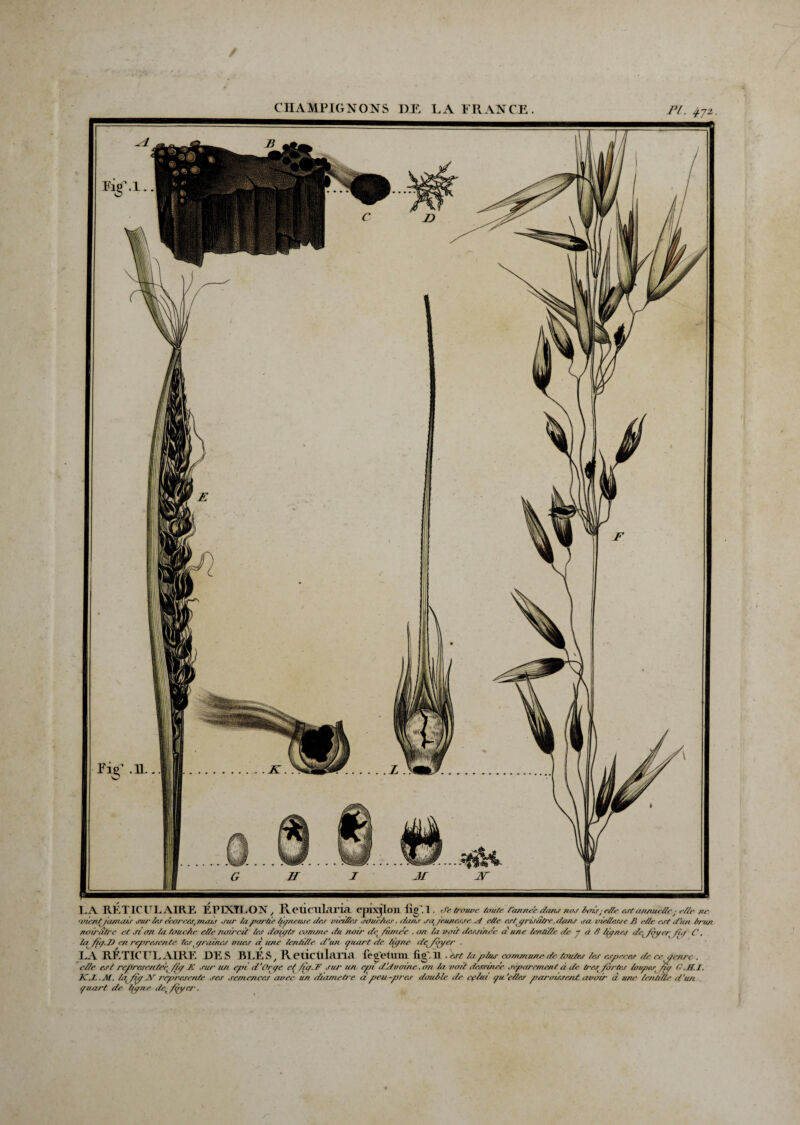PI. 4.7z. LA RETICULAIRE ÉPIXYLON, Reticularia epxjlon fLg . 1 . de trouve toute l'anneé dans nos boir;e/le est annuelle; e/te ne vient jamais sur les dcorees.mais .sur /apartie lijneuse des med/es sàue/ies. danr sa jeunesse et e/te estjjrisdlre .dans sa vieflesse B e/te est d'un brun noirâtre et si an ta touc/ie ette noircit tes doiqts comme itu noir de /îime'e . on ta voit dessine'e d une tend/te de y à S tfjnes de^/qyer^ /iiy C. la fù/J) en représente tespraines vues d une lentille d'un quart de liqne de^/oycr . LA RÉTICULAIRE DES BLES, Reiictilaiia fegetum fig'.ll . est la plus commune de taules les especes de ce aenre . elle est rcjiresrntec fïq E sur un epi d‘Orqe et fuj. F sur un epi dèlvaine. an la voit dessiner séparément à de tres^ fortes loupes^ dq G.S.I. K.L.M. fiq JZ représente ses semences avec un diamètre a peu-pres double de cç/ui qu 'e/les paraissent avoir d une lentille d’un quart de liqne det fqyer.