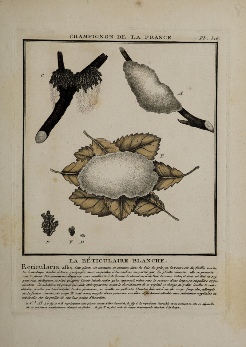 jpi . 3z6: LA KLTICULAIRR BLANCHE. RetÂciilari^i alb Æ . Cette plante est commune en automne dans /es lois, /et prés; on/atrouv e sur lesfeuides mortes, les Iranc/uipes font//.? a/erre-, quelquefois aus^ei suspendue ades rochers aii q>orlécpor (/es planter /vivantes... elle se presenle saur la forme dun/ rats eau mucilqqineiuc assex semilaile à de l'eeume de cheval aie a de l'eau de savon iaâee, e/ dans ce& état on n'y peut rien dlrdnquer, ce,'n’est qu'apres l'avoir laissée secher paon apperçad, meme sans le/ secours d'une loipe, sa sinqu/iere orqa- -nisation.. .la su/s/anee /visqueuse' qui seule était apparente avant le dessec/ement de ce -véqétal se chantqe en petites écailles l> sent - -liai les a celles qui tombent des dartres farineuses, ces écailles au pédicules Hanches laissent a rui des corps fonpoides, a/lonpér et de formes /varices, ces corps JS sont creuse, remplis d'une p truster e noirâtre etffor'tement attachés ausc substances ’Vpétales oie minérales sur lesquelles ils ont leur point d'insertion . O/tJ* ■ .Les fo cl et JB représentent cett* p/ante avant d'efre dessecAde, layJÿ Ci las représentes desrecAee et du moment au e/te se depaue/la de sa J'u/sùzsLce /nticzùufineuse c/uuvfee erv^farûie. , . ld fty 2? eevjfazt 'voir fa. ctrupe transversale dtv\rinee ce la loupe ,