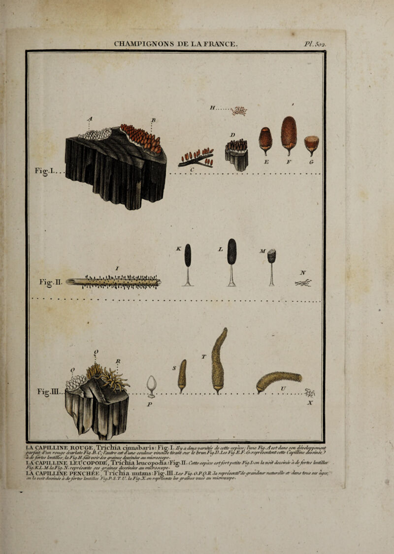 Figr\I.. © Fier .RL. O LA CAPILLINE ROU GE., TtICIHA. cilinab cU’i S : Fig. I. Il y a deua- variétés de cette espèce ; lime Fig. A est dans son développernent parfait l'un range écarlate Fig.B. C; l autre est d'une couleur vineuse tirant sur le brun Fiq.D.Les Fig.E.F. &■ représentent cette Capilline dessinée ? a de fartes lentilles, laFicf-H. fait voiriesgraines dessinées au microscope ■ I.A CAPILLINE LELTCOPODE, TWcllia lencopocKa .'Fig.II. Cette espèce est fort petite Fig J: on la voit dessinée à defortes lentilles Fig.K J,.M.laFig. N. représente ses graines dessinées au microscope ■ ‘ ~ ^ LA CAPILLINE PENCHÉE, TOcllia mitans '.Fig fSf.LesFig. Û.F.p.R .la reprêsenté~le grandeur naturelle et dans tous ses âges; on la voit dessinée à déportés lentilles Fig.P-S- T. U. la Fiq iX. en représente les graines vues au microscope.