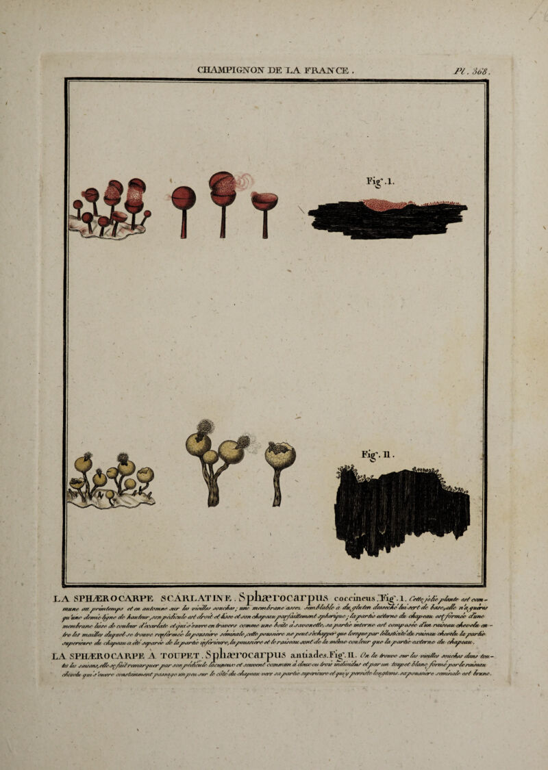LA SPHÆR O CARPE SCARLATINE . SpliæPOCarpilS coocineus .Eip'.l. Oettejodeplante arteom memirane lisse de couleur décarlate etÿui a ouvre en travers comme une laite a savonette, saparle interne art canposee dial raireau deoelu m - tee les mai/ter duquel je trouve reç/ermeé lapousstere senunate,oettepioussiére nepeutsérlapper pie lorsque par lelajAtete'du naseau rleoelu la parlé supérieure du rlupeaua desparte de lapartie p/eriéwe, la poussiers et le radeau sont de temééne couleur pue la partie en-terne du olap eau. LA SPHÆR OCARPE À TOUPET . SpliærOCarpilS antiaxles. fe: On la trouve sur les malles souciai dans tau - Mi les saisons,elle sç/nttreniarpierpar sonpedcultacuneav et souvent commun a date ou trois individus et par-un. toupet llane^ /ormeparle raiseau cleudu i/ta s'ou are constammentpassape unpeu sur le cote'di clapeau vers sa partie stperréure et pu ypersiste loitptems. sapousnére séminale est Iru/te,
