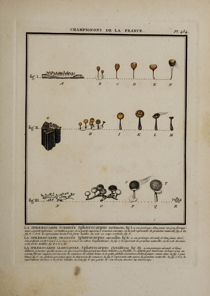 ILA STHÆHO CARPE TURBESTEE S pli cCTO C cTTp US uirbinams,!^.! a son péricarpe d'un/aune un peq /crriiçn - neusc sa partie inferieure est tai/hi en paire et sa partie supérieure creusa en soucoupe, onia voit reprerentre def qrandeur naturelle fiç ri les ^f&q.B. C J).J! la représentent dessineéadcportes lentilles.on voit sa coupe verticale^ fu?. F. LA SPHÆR O C A R EL, OR AN GE E SplxaCTO C ATpUS aprantras £^Il. a. son péricarpe arrondi, et dunqaune dore'. San pédicule est fort évase' a sa dose et creuse de sillons lonqïtudinouuc la /ùq. <1 la représente de-t çrani/eur naturelle. ; on la voit dessinée, a drjortes Icntides fif. B. I. K CAT. LA SPHÆRO CARPE GJ .0BUL IF ERE , S p 11 Al-O C Aip ILS globalité rus figl 111. a son péricarpe arrondi et liane d’abord; a mesure quelle avance en qpe son perira/peprend unetdntc brunâtre-, seL/cndille. ,re détncAe par lanileauac et laisse, à nu un- rcseau/ilreuo' auquel sont insérées les semences de couleur Irune et de petitsqqloiulcs vesiculeu, r, d.alordqaune r comme dans la£ fq </ puis blancs fuq. T. cesqplolulespersiflent apr&r la disqiersion des semences. Iqfiq rcp/esc/ite cette espece, demandeur naturelle. lesfiq. O.P. Q. la représentent dessiner a de furies lentilles, on voif qîq P une partie de- son reseau dessiné au microscope .