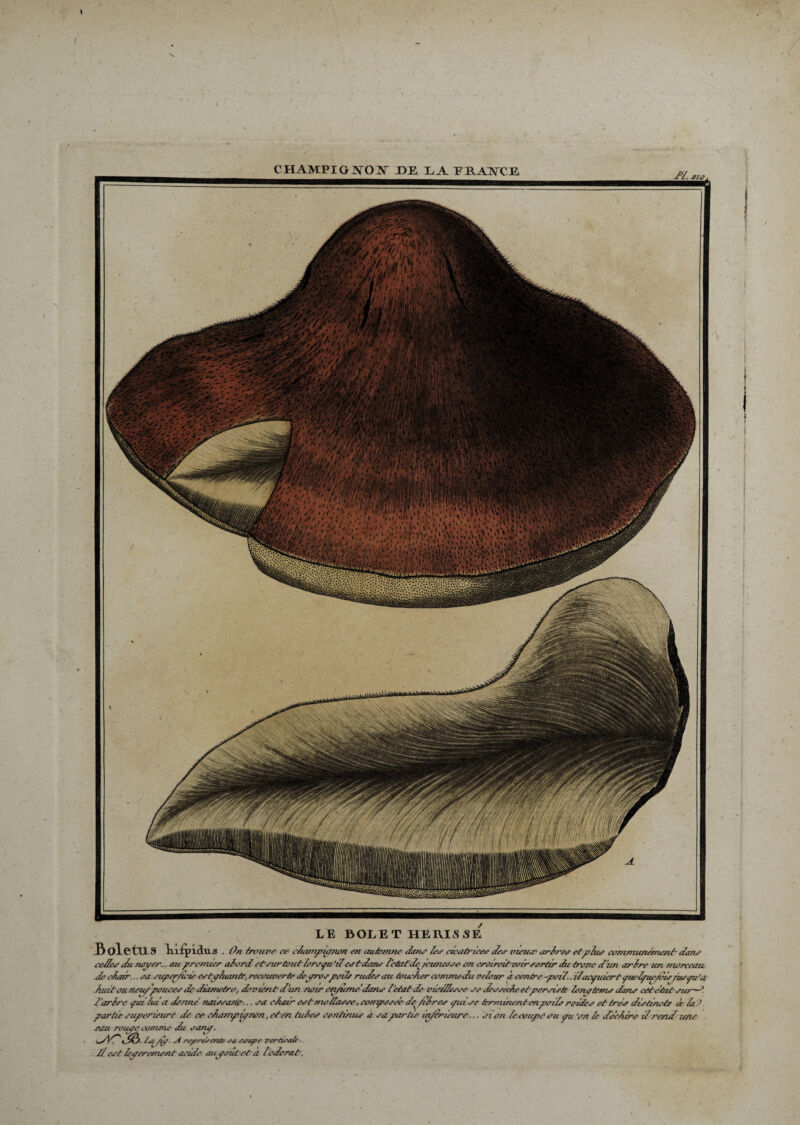 Æ. LE BOLETHERISSE BolctllS TiA^pidus . On trouve ce champiynon en autvnme dans /ce cicatrices des meunr arbres etphis communément- dans cédés du noyer... au pre/ruer abord etsurtout/orsyu ’i7es hdans 7'etaâde^ /'eunesse on craircdveir sortir du tronc d'un arbre un morceau, .de ehazr... sa superficie estybuante, recouverte deyrospcde rudes au toucher comme du oeiour à contre -pcii.. i/acpuiert ptebpue/bis fie pu'a partie supérieure de ce champiynon, eh en tubes continue a sapartie in/erieure... si on 7ecoupe ou pu 'on Te déchire d rend une eau rouye comme du sany, dVT' dd). Lnyiy. ai repris en/e sa coupe verticale 1/est Teyerement adde auyoutehà 7odorat.
