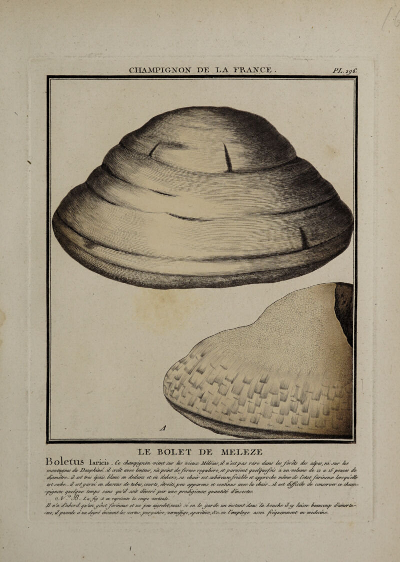 I \ CHAMPIGNON DE HA EEANCE . PL.ijfi LE BOLET DE MELEZE ] ) ol(?tLl.S laricis . Ce c/ia/npiynana/Centsur Car vieuay Me/ézes,i/n est pas rare e/ans Ces^yùrets cCsr a^par, ni sur Ces mantupnes eCu D'au//Ciine'.it' croît avec ieritau', 71/epoint (Ce fv/me reync£er», et parvient eyue/piefèns a un vo/u/ne e/e 12 er eSpouces e/e e/ianietre..it art tes épais, C/anc en e/ee/ans et en eCe/tors, sa c/iair estsuCeé’ease^friaC/e et approcÂe memei/e Cétatyaiineitr Coijyue/ie est sec/te.. .1/ attyarnv en e/ersaus e/e tûtes, ceairts, eti'eats,peii appel/’eus et continus avec /a c/iair... 1/ est e/^ici/e e/e conserver ce ctam- -piynan ÿue/yue temps sans yu a sent e/ei>a7’e par une prae/iyiease yuantte' e/insectes. &■IP/* <C$ ■ /.aptÿ A en repreiente ta ee/upe 'ver/ieate. // et a e/a/oei/ yeeien penet/ui •ùteeeee etee/i peu ap/e/et, mars si an /e yeire/e un instant e/ans /a Coiec/e i/ey Caisse Ceaucoup eC-'ameràn- -rue, 1/pa. vee/e eiune/eore' e/n/nenttkr a>erAis,pu/yanve, vervu/Rye, apee/t/ue, rilc. an /ernp/oye assez yÇeyueuanent en mee/eeine. !