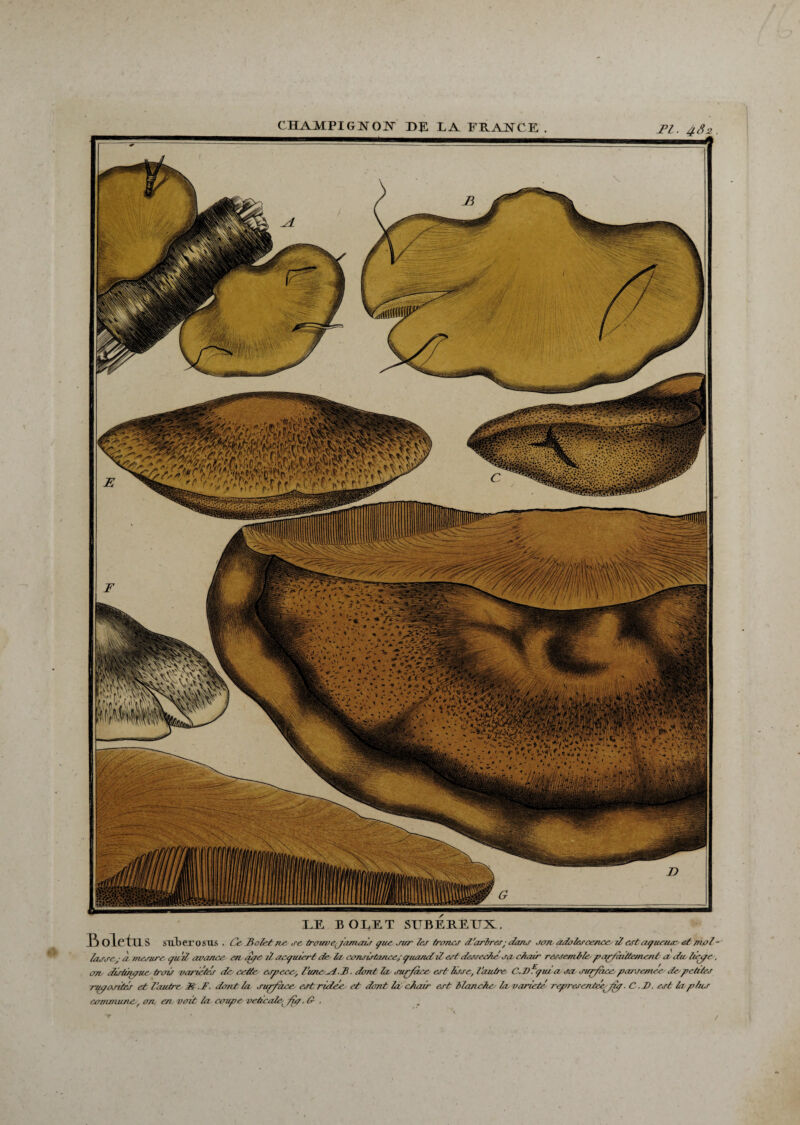 FL. 482. B oietus suberosus , Ce Bolet ne se trouoejamais çue sur les francs d'arbres ; dans son adolescence d est agucits: et mol¬ lasse.; à mesure çu d avance en cfjte d acquiert de Ta consistance; quand d est desséché sa chair ressemble parfzdtte/nenà a du idgc. on distingue trois va/'tetes de cette especcy, Lvneaî.JB. dont la surface est: Erse, l'antre. C.JD^qui a sa surface'pa/semec' des petites rugosités et l'autre JH .JF. dozit la surface est ridée et dont la chai/' est blanche la variété' représentée'fîg. C .JD. est la plus commune, on en voit la coupe veticati fip, G- .