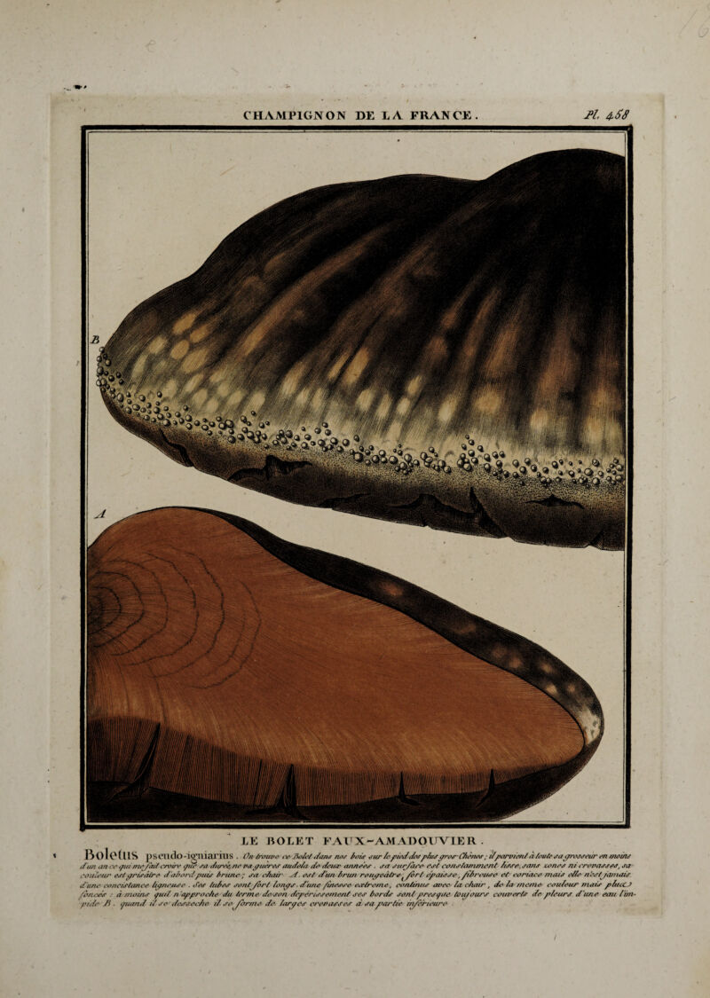 LE BOLET FAÜX-AMADOUYIER . B oie ÜIS pseado-igiuarius . On trouve/ œ2ioA‘/dana nos lois sur le pieddivplusgros-Chênea ; ilparvient'à/ou/c iraynwseur en moins d'un un ce ouinie/int centre pic au dttrek ne va yueres aude/a■ de'doute années ■ ,ru aur/ace rat constamment Aaae, sans tonna ni crevasse*, an couleur cal yriaâtre d aAordpuis Irune ; aac/uiit' et. est d'un Iriinrout/eiiire t/ôrt épaisse, /tireuse et coriace ni nia elle- n'eatjainais dune concistanee ligneuse . des fuies sent/ort longs■ d'une /inesse ecrtreme, continus avec /a chair, de /ameme cou/eur mata phuc J /onces : à moins guil n-'tpprocAe du fermer diuson dépérissement ses bords sonfprcsgae tou/ours couverte de p/cura d'une eau lim¬ pide /} ■ guand il se dessecAe il ae /orme de larges or en usa es d sa partie rn/c'ricurc .