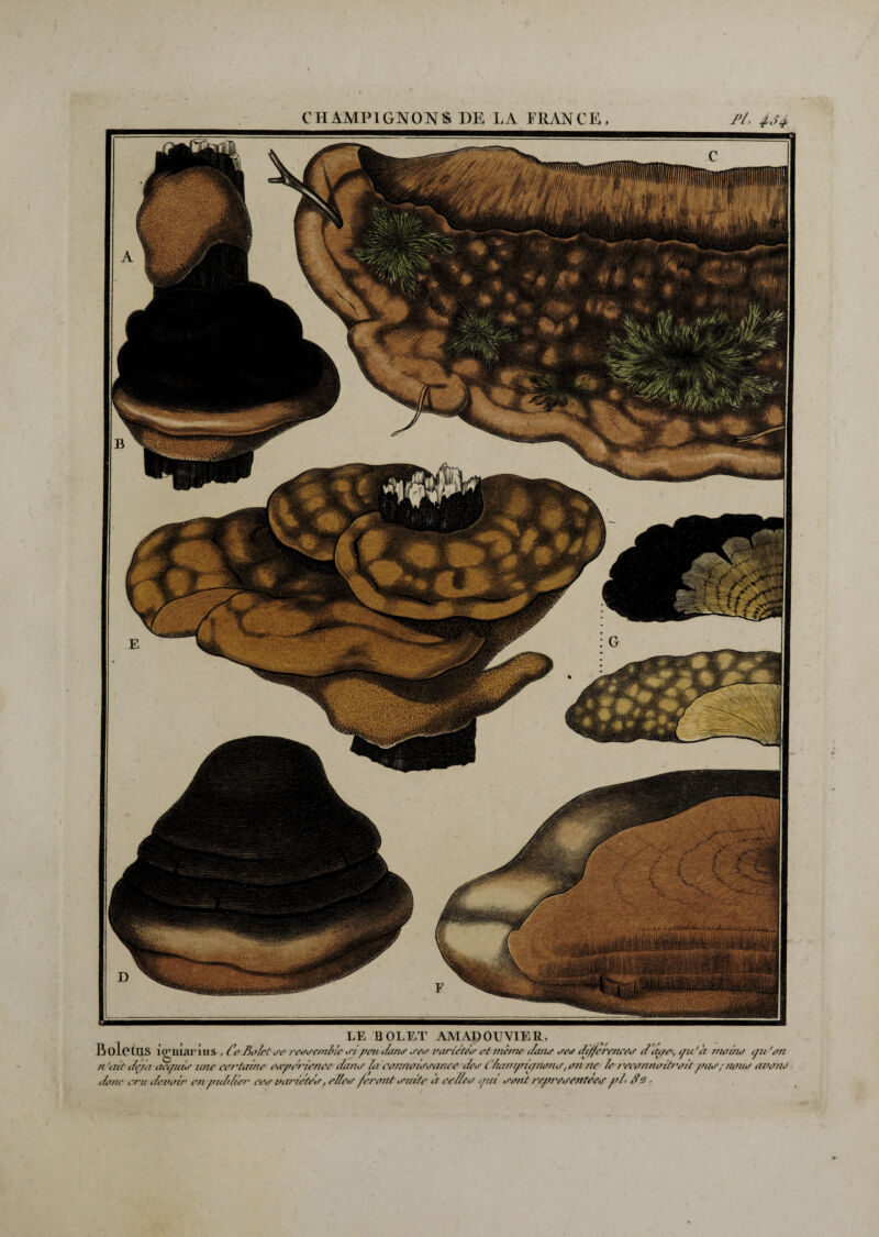 LE BOLET AMADOUVIER. Boletas îgmarins , Ce Bolet se ressemble si peu tlms ses variétés et même i/ans ses différences d apet, tpi 'à moins tpi 'on n 'ait déjà acipds une certaine eapérienee dans la connaissance des t lumrpipnons, on ne le l’eeonnoitroitpas ; nous avons donc cru devoir en publier ees variétés, elles feront suite à celles qui sont représentées pl de,
