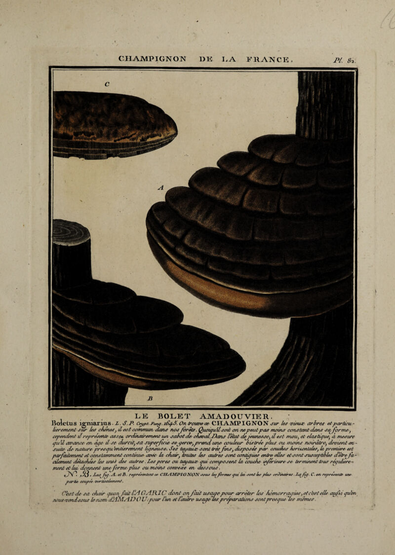 CHAMPIGNON 1)K L A K11ANCE . PL 8*. LE BOLET AMADOUVIER, BolctuS lgmariUS • L. S.P. C»ppt. Funp. îd^pô. On troime œ CHAMP I GNON sur les vieur arbres et particu¬ lier emenl sur les chenus, il e*rt commun dans nos forêts. Quoiqu'il soit cm ne peut pas moins constant dans sa forme , cependent il représente assac ordinairement un sabot Je cheval.Dans l'état dejeunesse, il est mou, et élastique, à mesure qu'il avance en âqe il se durcit, sa superficie seperce, prend une couleur bistrée plus ou moins noirâtre, devient en¬ suite de nature prescju 'entièrement liqneuse-, Ses tin/auar sont très fins, disposés par couches horizontales, la première est parfaitement et consItimmeni continue avec la chair, toutes les autres sont continues entre elles et sont susceptible? d’être fa¬ cilement détachées le? unes der autrer. Les pores ou Uapaucr qui. composent la couche inférieure se terminent tous requière - ment et lui donnent une forme.plus ou moins conveae en dessous. jr. S3 .Les fuj .Si. et fi. repréemtent ce CIIelJMPl GNON .rou.r /euformer tjui lui u-ont leu plus ordinaires J.a^/ùf. C. en représente une partie coupée verticalement. C'est de sa chair nous vend sous le nom r qaoq fait l’Sl G Al i.IC dont on fait usaite pour arrêter les hemorraqies, et c'est elle au fi qu’on m dll.Mdll) Oll/pour l’un et l'autre usaqe les préparations sont presque les mêmes.