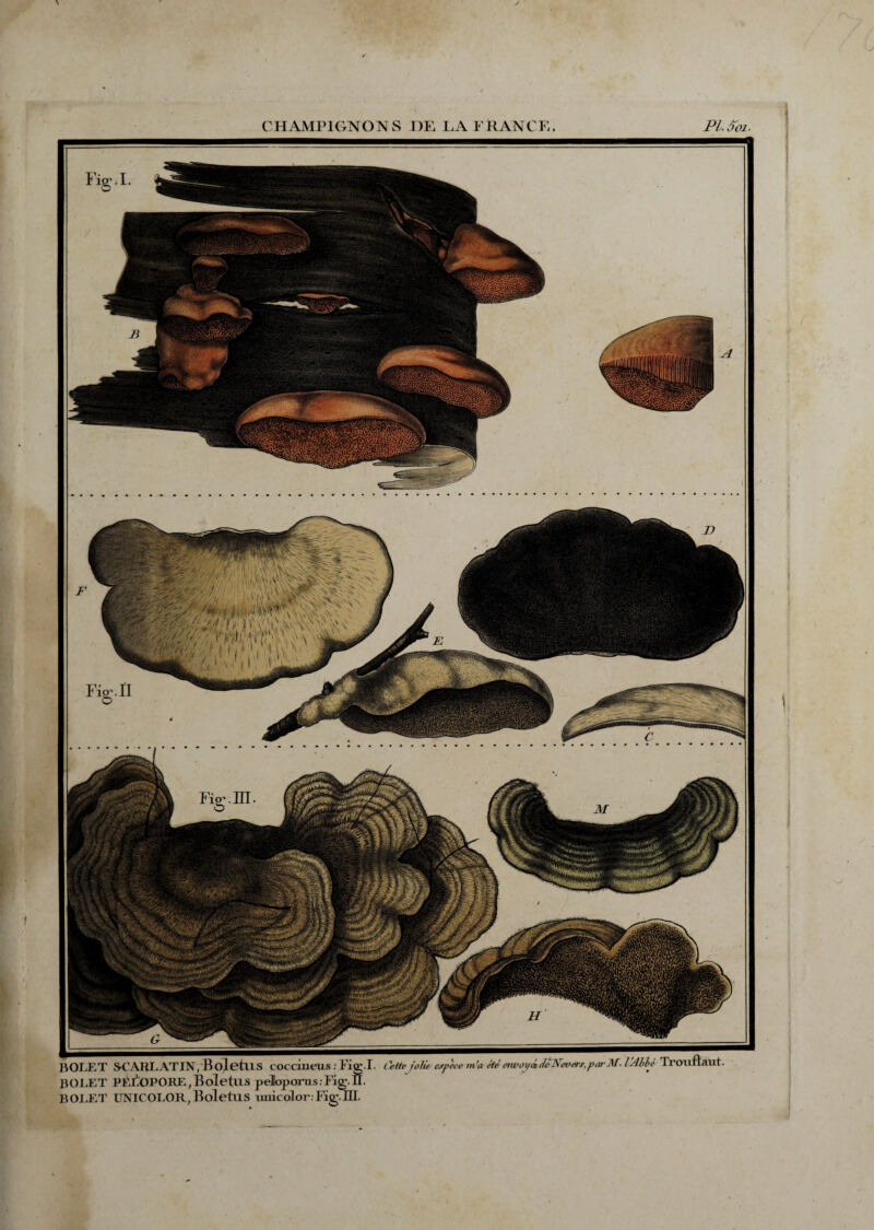 Fi P'. Il BOLET SCARLATIN, BoletllS coccineus : Fig.I. lette jolie espece m'a étéemwyéedèN~evers,parM. l'Abbé Trouflaut. BOLET PEFoPORE , Boletus peEaparns : Fig. II. BOLET UNICOLOR,Boletus mùcolor. Fig.IE. __üi