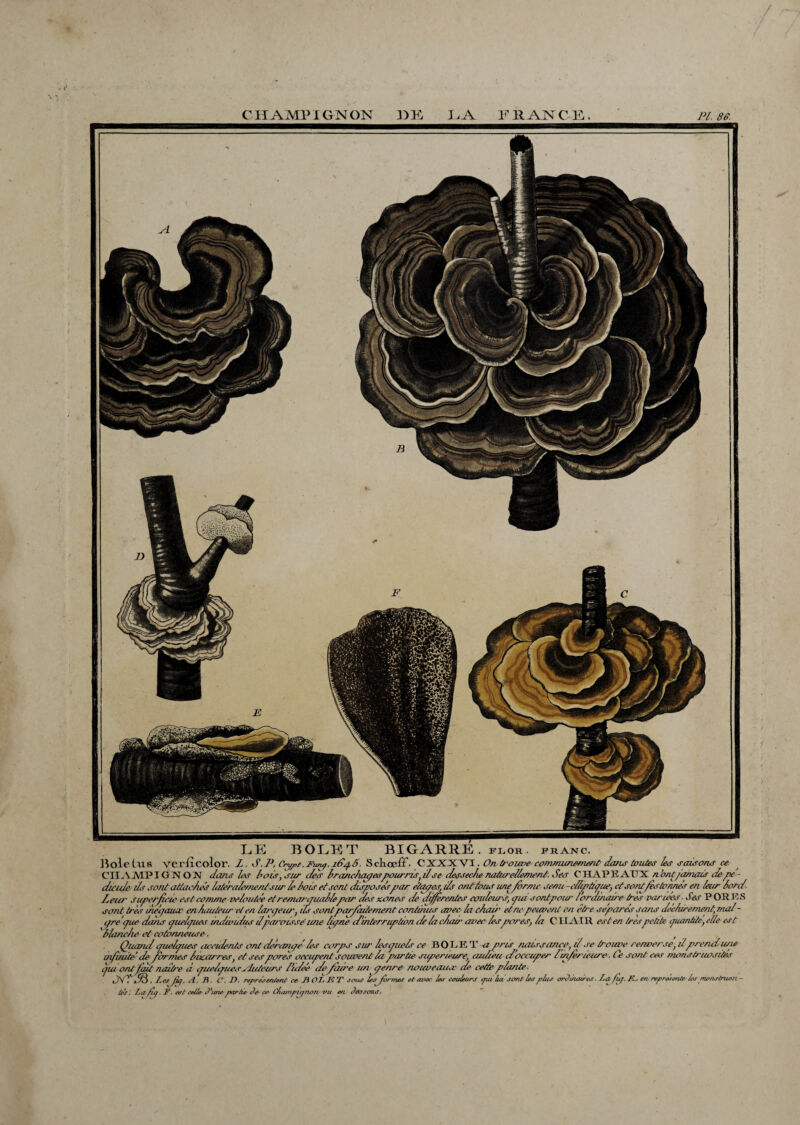 C H AMP IGN ON 1) E GA FRANCE,. Pl. 86. EE BOLET BIGARRE, floh. franc. BoleCus veriicolor. 1. S.P, Ctypt.Funy.i6/p6, Sctoelf. CXXXYI. On trouve communément da/uf toutes les saisons ce. CITA MP IGNON dans les lois, sur des hranciiaqespourris ) il se dessee/e naturellement. Ses CHAPEAUX n’ont jamais de p>e - dicide iis sont attaches latéralementsur Le hoir et sont disposéspar étapes, ds ont tou>r une/orme seau elliptique, et sont/estonnes en leur lord. Lear superfeie est comme veloutée et remarquable par des zones de diffrentes couleurs, qui sontpoio- /ordinaire très variées■ Ses PORES sont très inégaux enhauteur et en largeur, ils sontparfaitement continus avec La clou' etne peuvent en être séparés sans déchirement, mai¬ gre gue dans quelques individus dparaisse’ une ligne d'interruption de la chair avec lespares, la CIIAIR est en trèspetite quantité, elle es t planche et cotonneuse, Quandquelques accidents ont dérangé'les corps sim lesquels ce BOLET a pris paissance, d se trouve renverse, d prend une infinité’ de formes bizarres, et ses pares occupent souvent la partie supérieure, aulïeu d’occuper l'inférieure. Ce sont cor monstruosités qui ont fait naiù'e d quelques ^dateurs llcleé defaire un genre nouveaux de cette plante. JVL53. les fiq, A. B. C, JD. représentent ce J\ O LU T sous les fortnes et avec les couleurs epiika sont les plus ordinaires. Uafuj. K., erv représente les monstruasi - les. La /if. F. est celle d’une- par âe de ce C/ia/npujnon vu en dansons.