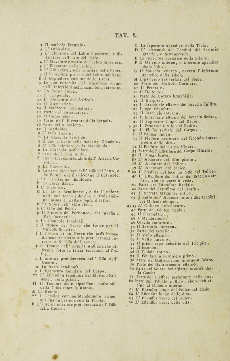 TAV. I. i 11 mufcolo Frontale, i L’ Orbicolare . 3 V Elevatore del Labro fuperiore , e di¬ latatore dell’ ale del Nafo. 4 L’ Elevatore proprio del Labro fuperiore. 5 L’ Elevatore delie Labra . 6 L’ Orbicolare, olia sfintere delle Labra. 7 II Depreflfore proprio del Labro inferiore. S II Dcprelfore comune-delie Labra. 9 Le due éftremità del Digaftoico vicino all’ ìnferzioni nella mandibola inferiore, ic. Lo derno Joide . ii li Temporale, i i L’ Flevatore del Avricola. i? il Zigomatico. 14 II MafFctere Buccinatore . 15 Parte del Buccinatore. 16 II Coftnjoideo . 17 Parte dell’ Elevatore della Scapola. 18 Parte dello Scaleno. 19 II Martoideo. a L’ Oifo Jugale . b La Glandola Parotide. c II duto falìvaJe della fuddetta Glandola. <i L’ Offo inferiore della Mandibola . e La Glandola mafcellare. * Parte dell’. OfTo Joide. f Una brancaconliierabile dell’ Arteria Ca¬ rotide . g La Clavicola. b La parte fuperiore dell* Offo c|el Petto, o da derno, ove fi articolano le Clavicole, i La Cartilagine Enfiforme k La Linea Alba. I L’ Ombilico. ni La Linea Semilunare , 0 fia T unione delli due tendini de’due mufcoli Obli¬ qui prima di palpare fopra il retto . n la Spina dell’ Odo Ileo, o L’ Olio del Pube . p 11 Piocelfo del Peritoneo, che inveite i Vali fpermatici. q Le dandole Inguinali, r li tronco del Nervo che feorre per il Mufcolo Bicipite . f II Tronco di un Nervo che palla imme¬ diatamente dietro alla protuberanza in¬ terna dell’ Olio dell’ Omero . t II Tronco dell’ Arteria Aufiliare che di- feende fotto la falcia tendinofa al Cu¬ bito. 11 L’ interna protuberanza dell’ Odo dell’ Omero . w la faccia tendinofa. x II ligamento annulare del Carpo . zz L’ Elpanfion tendinofa del Mufcolo Pal¬ mare , nella palma . tt II Tendine delle efpandìoni mufcolofe della Tibia fopra la Rotola. A La Rotola . ** Il Tendine comune Membranofo vicino alla fua inferzione con la Fibola . B L’ interna inferiore protuberanza dell’ Odo della Cofcia . C La fuperiore apendice della Tibia . D L’ eftremità dei Tendini del Sartorio gracile, o Semlnervofo. E La Superiore apena ice della Fibula. F II Maleolo interno, o inferiore apendice della Tibia. G U Maleolo ederno , ovvero P inferiore apendice delia Fibola . H Lig amento trafverfale del Piede. 20 Parte del Mufculo Cocolare. 21 II Petorale . 22 II Deltoide . 23 Parte del Coraco bracchiale. 24 II Bicipite . 25 II Bracchiale efterno del braccio finiftro. 26 Lungo Eftenfore . 27 II Brachiale interno. 28 li Bracchiale ederno del braccio deliro. 29 II Supinator lungo del Radio . J* 30 U Pronator dottile del Radio . 31 II FleiTor radiale del Carpo. • 32 II Palmar lungo . 33 II Flelfore perforato del fecondo inter¬ nodio delie dita . 34 II Flelfore del Carpo Ulnare. .35 Parte dell’ Edenforedel Carpo Ulnare. 36 II Palmar breve . 37 L’ Abdurore del dito picelo • 38 L’ Abdutofe del Police . 39 L’ Abdurore del Indice. * a9 II Flelfore del fecondo Olfo del Police. 40 L’ EftenlTore del Police del Braccio fini- ftro , che in parte fi vede. 41 Parte del Ellenlfore Radiale. 41 Parte del Lattiflìmo del Dorfo . 43 II Serrato Maggiore antico. 44 II Retto dell’ Ahdome fotto i due tendini dei Mufcoli obliqui. 4545 L’ Obliquo difendente . 45 Parte dei Gluteo medio . 47 II Piramidale . t- 48 li Membranofo 49 Gracile antoriore . 50 II Sartorio interno. 51 Parte del Gracile . 52 II Vallo efterno. 53 II Vallo interno . 54 II primo capo deferitto del tricipite . 5 5 II fecondo . 56 II Tibiale antico . 57 II Fibulare o Peroniere primo. 58 Farte del Gaftrocnermo interno o folare. 59 Parte del Gaftrocnemio eltern-ò-.. 60 Parte del Solare nellaipiarte interna del¬ la Gamba. 61 Parte del Flelfore perforante delle dita. 62 Parte del Tibiale poftico , che vedefi vi¬ cino al Maleolo interno . 63 L’ Eftenlfor iungo del Police del Piede. 64 L’ Eftenlfor lungo delle dita. 65 L’ Eftenlfor breve del Poiice. 66 L’ Eftenlfor breve delle dita.