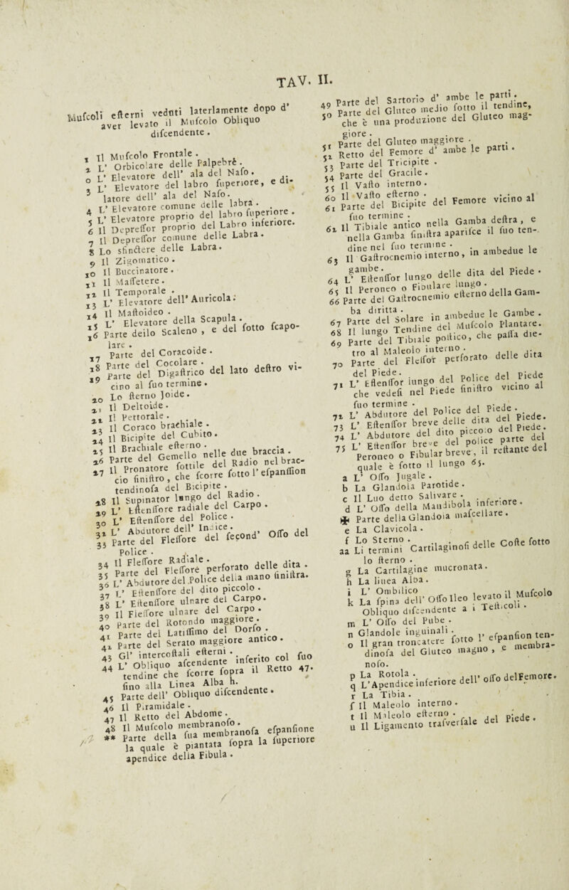 tav. ii* , r veduti laterlamente dopo d’ MufC0'ave? levato'irMufcolo Obliquo difendente . . il Mufcolo Frontale . * Orbicolare delle Palpebre. I v Elevatore dell’ ala del Nafo . ° L’ Elevatore del labro fuperiore, e di latore dell’ ala del Nafo. 4 £ f,™: proprio dèi labro fuperiore . 6 11 Depretfor proprio ^1 Labr° ,n er‘«re- _ [i Deprelfor comune delle Ladra. % Lo sfintere delle Labra. 9 II Zigomatico . l0 II Buccinatore. II MalPetere. H !!• dell’Auricola: \* L’ ^Elevatore* della Scapola . \l Parte dello Scaleno , e del folto fcapo lare . Parte del C-oracoide . ■ ! del del lato deliro vi- cino al Tuo termine. ao Lo fterno Joide. 2, Il Deltoide. 2t II Pettorale. Il Coraco brachiale. 24 II Bicipite del Cu ito. 25 il Brach'al5,emJUo° nelle due braccia. 26 Parte del n -i del Radio nel brac- *7 graffi C^trre rotto l’erpanlfion X9 V tenitore radiale del Carpo. ,0 V Eftenlfore del Police • 55 Parte^del°Idefll)ré ‘ del^fècond* Offe del Police . 54 l1 F,^°r FUffò?e perforato delle dita . Il l* Abdutore del°l?oli ce delia .nano ànidra. \n f ’ Etìenlfore del dito piccolo. Il V Eftenffore ulnare del Carpo, j! II Fleffore ulnare del Carpo . 40 Parte del Rotondo maggiore^ Al Parte del Latiflìmo dcl?°°fco. 4» Parte del Serato maggiore antico. 43 Gl’ intercedali edemi. fuo 44 L’ Obliquo afeendente initi* 44 tendine che (corre fopra il Retto 47 fino alla Linea Alba n. 45 Parte dell’ Obliquo difendente * 16 II Piramidale • 47 11 Retto del Abdome . *• rari t.=“,»-i. iDendice delia Fibula . 49 parte del Sartorio d‘ ambe 1 e !P«>: 50 Pcr/«„f;a,alone del Gluteo ntag- eiore . Parte del Gluteo maggiore . U Reno del Femore d' ambe le pam . 53 Parte del Tricipite . 54 Parte del Gracile . 5 5 II Vado interno. 60 II Va(t.°, ep.ecr:°té del Femore vicino al 61 Parte del Bicipite aci dine nel fuo termine . , . le 65 II Gadrocnemto interno, s. L^Ede'niror lungo delle dita del Piede • Il Per.°e ?rF^“mio elleno della Gam- 66 Parte del Gaitrocnemiu ^plr«felTibnlepotlico,che palfa d,e- 70 f°n? forato delle dita 7, I/^aèntfor lungo del Police del Piede 7 che vedeft nel Piede fintftro vicino al fuo termine . . p- jp 71 L’ Abdutore del , , piede. 73 L’ Eftenffor breve delle dna del 74 V Abdutore del d'to picco^ 1 del 75lpe^Srbt^il restante del quale è fotto il lungo 65. a L’ Oflo Jugale . b La Glandola Parotide . r il Tuo detto Salivare. _ . d L’ Odo della Mandibola >nfenore * ^ Parte della Glandola macellare. e La Clavicola . f Lo Sterno . « r 1 uP Corte fotto aa Li termini Cartilaginofi delle coire lo fterno . g La Cartilagine mucronata, h La linea Alba • k La °p,b.ild‘u-Giro Ileo levatoilMnfcolo Obliquo difendente a 1 n-, V Odo del Pube . n Glandole inguinali . efpanfion ten- o II gran troncatere lotto l P bra_ dinofa del Gluteo magno, e memor nofo. p La Rotola. . rr delFemorc. q L’Apendice inferiore dell oiioanr, r La Tibia . f II Maleolo interno . t II Mrleolo efterno . piede,