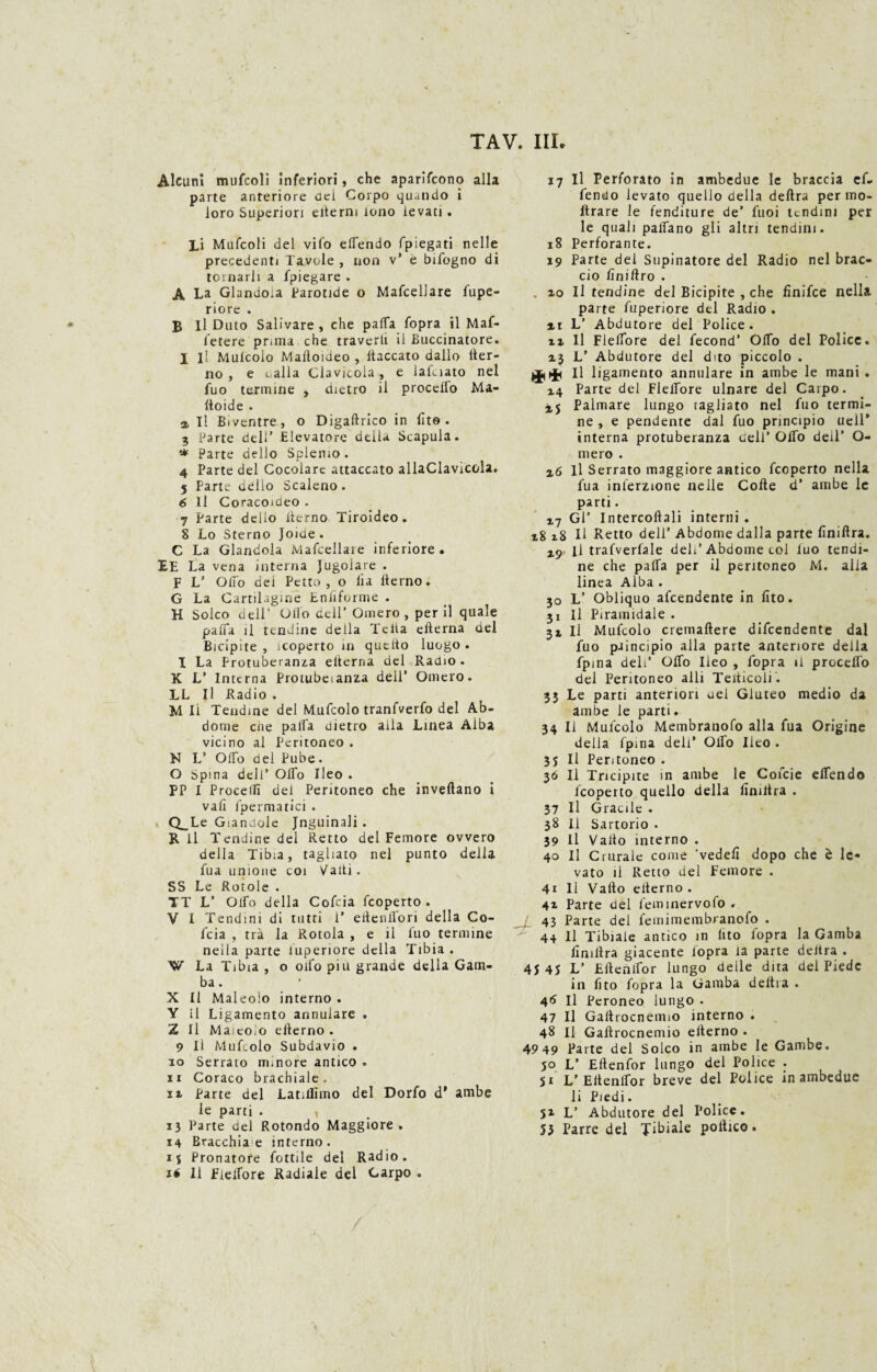 Alcuni mufcoli inferiori, che aparifcono alla parte anteriore dei Corpo quando i loro Superiori ertemi tono levati. Li Mufcoli del vifo elTendo fpiegati nelle precedenti Tavole , non v* e bifogno di tornarli a fpiegare . A La Glandola Carotide o Mafcellare fupe- riore . B II Duto Salivare, che palfa fopra il Maf- letere prima che traverli il Buccinatore. I il Mulcoio Mafloideo , fiaccato dallo iter¬ ilo , e c alla Clavicola, e lalaato nel fuo termine , dietro il procclfo Ma¬ ttoide . a II Bìventre, o Digaftrico in iìto . 3 Parte deli’ Elevatore della Scapula. * Parte dello Splemo. 4 Parte del Cocoiarc attaccato allaClavicola. 5 Parte dello Scaleno . 6 II Coracoideo . 7 Parte dello iterno Tiroideo. 8 Lo Sterno Joide . C La Glandola Mafcellare inferiore. EE La vena interna Jugolare . F L’ Olio dei Petto, o ila iterno. G La Cartilagine Eniiforme . H Solco dell’ Olio dell’ Omero , per il quale paffa il tendine della Telia elterna del Bicipite , icoperto in quello luogo . I La Protuberanza elterna del Radio . K L’ Interna Protubeianza dell’ Omero. LL II Radio . M li Tendine del Mufcolo tranfverfo del Ab- dome cne palfa dietro alla Linea Aiba vicino al Peritoneo . N V Odo del Pube. O Spina deli’ Oifo Ileo . PP I Procedi del Peritoneo che inveitane i vali fpermatici . c CLLe Già ndole Jnguinali . Rii Tendine del Retto del Femore ovvero della Tibia, tagliato nel punto della fua unione coi Vaiti. SS Le Rotole . TT L’ Olfo della Cofcia feoperto . V I Tendini di tutti 1' eitenlfori della Co¬ fcia , tra la Rotola , e il fuo termine nella parte fuperiore della Tibia . W La Tibia , o olfo più grande della Gam¬ ba . X II Maleoio interno . Y il Ligamento annuiare . Z II MaieOiO elterno . 9 II Mufcolo Subdavio . 10 Serrato m.nore antico . 11 Coraco brachiale. ir Parte del Latiilimo del Dorfo d* ambe le parti . » 13 Parte dei Rotondo Maggiore . 14 Bracchia e interno. i$ Pronatore fottile del Radio, li fleifore Radiale del Carpo . 17 II Perforato in ambedue le braccia cf- fendo levato quello della deitra per ino¬ ltrare le fenditure de’ fuoi tendini per le quali padano gli altri tendini. 18 Perforante. 19 Parte del Supinatore del Radio nel brac¬ cio hniftro . . zo II tendine del Bicipite , che finifee nella parte fuperiore del Radio . it L’ Abdutore del Police. xz II Fleifore del fecond’ Olfo del Police. x3 L’ Abdutore del dito piccolo . II ligamento annuiare in ambe le mani . 14 Parte dei Fleifore ulnare del Carpo. 2,5 Palmare lungo ragliato nel fuo termi¬ ne , e pendente dal fuo principio nell* interna protuberanza dell’ Olfo dell’ O- mero . 26 il Serrato maggiore antico feoperto nella fua inferzione nelle Colle d’ ambe le parti. i7 Gl’ Intercedali interni . 18 18 li Retto dell’ Abdome dalla parte lìnillra. X9 il trafverlale deh’Abdome col luo tendi¬ ne che palla per il peritoneo M. alla linea Alba . 30 L’ Obliquo alcendente in fito. 31 II Piramidale . 31 li Mufcolo cremaftere difendente dal fuo paincipio alla parte anteriore della fpina dell’ OlTo Iieo , fopra il procelfo del Peritoneo alli Tediceli . 33 Le parti anteriori uei Gluteo medio da ambe le parti. 34 II Mulcoio Membranofo alla fua Origine delia fpiria deli’ Olfo Ileo . 3$ Il Peritoneo . 36 II Tricipite in ambe le Cofcie elTendo icoperto quello della lìnillra . 37 II Gracile . 38 li Sartorio • 39 II Vallo interno . 40 II Crurale come ‘vedelì dopo che è le¬ vato il Retto del Femore . 41 11 Vallo eilerno . 4x Parte del feminervofo . < 43 Parte del femimembranofo . 44 11 Tibiale antico in Iito fopra la Gamba fimilra giacente lopra la parte deitra . 45 45 L’ Ellenlfor lungo deile dita dei Piede in fito fopra la Gamba delira . 46 II Peroneo lungo . 47 II Gallrocnermo interno . 48 II Gallrocnemio elterno . 49 49 Parte del Solco in ambe le Gambe. 50 L’ Eltenfor lungo dei Police . 51 L’ Ellenlfor breve del Police in ambedue li Piedi. 51 L’ Abdutore del Police. 53 Parre del Tibiale portico.