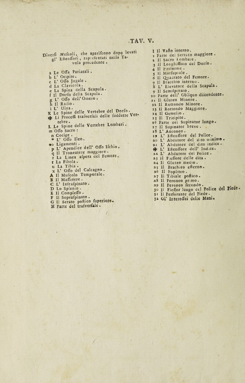 .TAV. V. Dlverfi Mufcoli, che a pari fcono dopp levati a\* Eftenffori , rapiefentati nella Ta¬ vola procedente • a Le Offa Pariatali . b V Ocipite. c L’ Offo Jugale . d La Clavicola . e La Spina della Scapula. f II Dorfo della Scapula. g V Offo dell’Omero, h II Radio • i L* Ulna. , , , _ r v Le Spine delle Vertebre del Dorfo. ^ Li Procelfi trafverfali delle fuddette Ver- L Le^Spine delle Vertebre Lombari. m Offo Sacro : n Cocige . * V Offo Ileo. ®o Ligamenti . _ - , . p L’ Apendice dell’ Offo ifchio. q II Troneatere maggiore, r La Linea afpera nel Femore, t La Fibola . u La Tibia . x L’ Offo del Calcagno . A II Mufcolo Temporale. B II Maffetere . C L’ Infrafpinato. D Lo Splenio . E II Compleffo . F 11 Soprafpinato . G II Serato portico fuperiore. H Parte del trafverfale. 1 II Vallo interno. ' i Parte dei Serrato maggiore . x II Sacro t ornbare . 3 il Longhjffimo dei Dorfo. 4 II piriforme . 5 11 Marfupiale . 6 II Quadrato del Femore* 7 II Braccìno interno . 8 L’ Elevatore della Scapula. 9 II Semifpinato . 10 Parte dell* Obliquo diicendente • 11 II Gluteo Minore . xi II Rottorido Minore. 13 11 Rottondo Maggiore. 14 II Gemello . 15 II Tricipite. i<5 Parte dei Supinator lungo. 17 11 Supinator breve . 18 L’ Anconeo . 19 L’ Eltenlfore del Police. _ ao L’ Abdutore del dito minimo . ii L’ Abdutore del dito indice . L’ Ertenffore dell’ lnd.ce. ai L’ Abdutore del Police . aj il Fieffore delle dita . a4 II Gluteo medio . a5 11 Brachieo efterno. a6 11 Pophteo . a7 11 Tibiale portico . a8 11 Peroneo primo. a9 II Peroneo fecondo . > . , . 30 il Fleffor lungo del Police del ricoc* 31 II Perforante del Piede . ^ 3* Gl’ Interoflei delie Mani» /