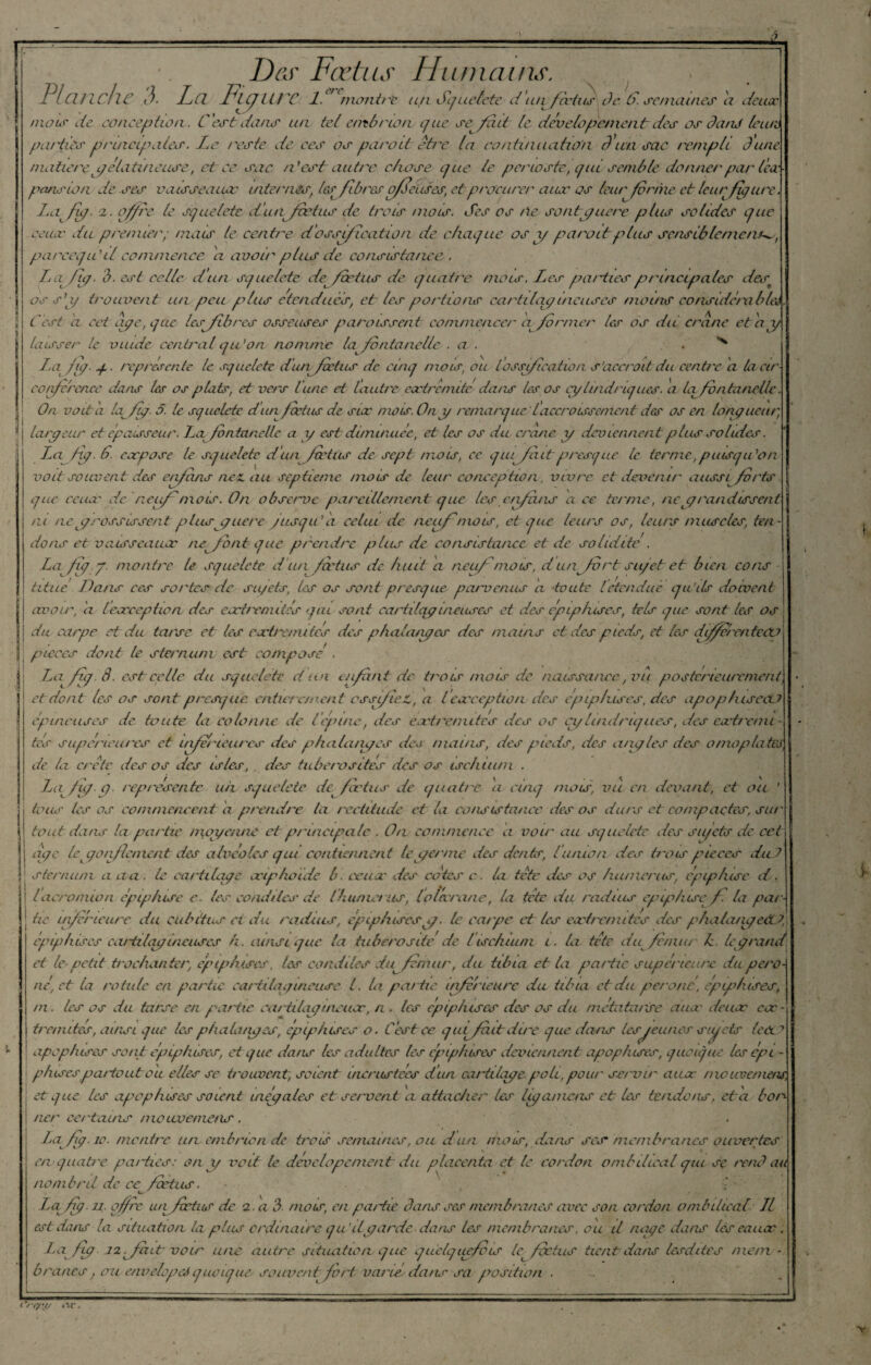 mm. Des Fœtus Humains. Planche 3. La Fiatu 'C lf'Cmontre u/i Squelete d’un fœtus de. d. semaines a deux mots de conception. C'est dans un tel embrion ijue se^ffit le dévelopanent des os âa/iJ (cuti partes pruiapalcs. Le /'este de ces os paroct eti'C la co/itinnaho/i d un sac rempli dune matière gélatineuse, et ce sac n'est autre chose que le périoste, qui semble donner par Ica: pansion de ses vaisseaucc internes, 1erfibres o/Jeuses, et procurer auar os leur formeet leurfigure. Lafug. 2. offre le squelete d’un fétus de trois mois. Ses os ne sontguère plus solides que cciev du premier; mais te centre d'ossification de chaque os y parait plus sensiblement, pareequ’il commence a avoir plus de consistance . I. ii fl/. 3. est relie d'un squelete de foetus de quatre mois. Les parties principales des* * os s’y trouvent un peu plus étendues, et les portions cartilagineuses moins considéra blee C'est a cet qçe,quc tesftires osseuses paraissent commencer aformel' les os du crâne et a y laisser le vuide central qu 'on nomme la fontanelle . a . ^ Lui gag. q.. représente le squelete dunfœtits de cinq mois, ou l ossification s’accroît du centre d lacir conférence dans les os plate, et vers tune et L'autre extrémité dans les os cylindriques, a lafontaneUe. On voit a Iqjftrj. d. le squelete d'un foetus de six mois. On y remarque l'accroissement des os en longueur, largeur et épaisseur. La fontanelle a y est diminuée, et les os du crâne y deviennent plus solides. La, fiq. 6. expose le squelete d’un fœtus de sept mois, ce qui fut presque te terme, puisqu’on voit souvent des enfdns nez. au septième mois de leur conception, vivre et devenir aussi forts que ceux de neuf' mois. On observe pareillement que les enfuis a ce terme, ne y ran dissent ni ne yrossissent plusy uere jusqu'à celui de neuf,mois, et que leu/s os, leurs muscles, ten¬ dons et vaisseaux nefont que prendre plus de consistance et de solidité . La fy f- montre le squelete d un fœtus de huit a neuf 'mois, dunfrt sujet et bien cons titue Dans ces sortes de su/ets, les os sont presque paix en us a toute l étendue qu'ils doivent avoir, d l'exception des extix/ndés qui sont cartilagineuses et des épiphises, tels que sont les os du carpe et du tarse et tes extrémités des phalanqcs des mains et des pieds, et les tdifffreatecu pièces dont le sternum est composé , La ftq. 8. est celle du squelete d un enfant de trois mois de naissance, vit postérieurement, et dont les os sont presque entièrement essiftet, a l'exception des épip/uses, des apophiseeu épineuses de toute la colonne de l'epine, des exti'emitcs des os cylindriques, des cxi/'c/ni - tés supérieures et inférieures des phalanycs des mains, des pieds, des angles des omoplates de la crête des os des isles, des tubérosités des os ischium . La fuj. q représente un squelete de^ foetus de quatre a cinq mois, vu en devant, et ou ’ tous tes os commencent a prendre ta rectitude et la consistance des os durs et compactes, sur tout dans la partie moyenne et principale . On commence a voir au squelete des su/ets de cet iigc le gonflement des alvéoles qui contiennent le germe des dents, l'union des trois pièces du J î sternum, a a.a. le cartilage xiphoide b. ceux des cotes c. la tête des os humérus, épip/use d. lacromio/i épip/use e. les coud tics de l humer us, (olécrane, la tête du radius epiphisc f. la par- tic inferieure du cubitus et du radias, epcphiscsy. (e carpe et les ext/mutes des phalanqeéLL épiphises cartel/qyineuscs h. ainsique la tubérosité de l ischium i. la tête du fémur h. leJ ranci et le petit tr ochanter; épiphises, les condiles du fémur, du tibia et la partie supérieure du péro¬ né, et la rotule en partie cartilagineuse l. la. par tie inferieure du tibia et du péroné, épiphises, ni. les os du tarse en partie car tilagineux, n . les cpip/uscs des os du métatarse aux deux ex¬ trémités, ainsi que les phalanycsr épip/iises o. C'est ce quif.it dire que dans les jeunes srqete le A1 | apopluses sont épiphises, et que dans les adultes les épip/uses deviennent apop/uses, quoique les épi - p /usespartout o u elles se trouvent, soient incrustées d'un cartel leipe poli, pour ' servir aux mouvemens, ! et que les apop/uses soient inégales et servent a attacher les lu/an ions et les tendons, et a bon I ner certains nwuvernens. La fig.ic. maître un em b rien de trois semaines, ou dan mois, dans ses membranes ouvertes t L' ’ • en quatro parties: on y voit le developement du placenta et le cordon ombilical qui se rend au nombril de ce foetus. Lof g. u. offre mi fœtus de a. a 3. mois, en parteie dans ses membranes avec son cordon ombilical Ll est dans la situation la plus ordinaire qu'il garde dans tes membranes, ou il neige dans les eaux . Lafy- 22Lfout voir une autre situation que quelquefois le foetus tient dans lesdites mem - branes ; ou envètopei quoique souvent fort varier dans sa position . iMHi.Mi mm-nw-m ■ ■■ * ' C/W C\v.