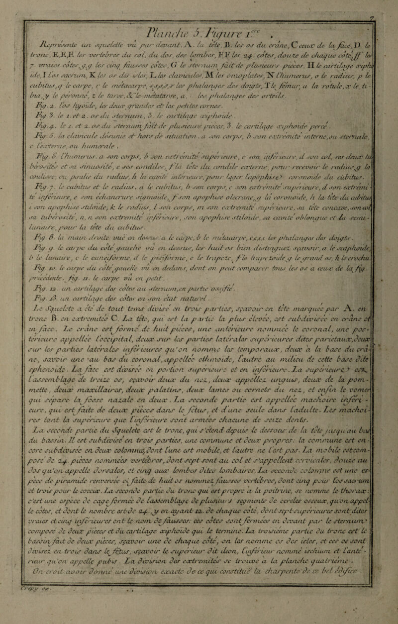 J Vlanche 5. JAgure iév . Jixpi 'ésente un squ dette vu par devant. Oi. ta tête. J$. les os du crâne, té ceux de la face , 1) le tronc. K.Kpl 1er -vertèbres du cot, du dos, des lombes, F. F 1er zq. cotes, douze de chaque coteJf les 7. m'aies cotes,y,y les cinq /cuisses cotes, (} le sternum /bd de ptusieurs pièces. H le cartilage xip/u (de, T los sacrum, K les os des ts/cs, Lies clan unies, Af tes omoplates,FL (humérus, o te radius, p te cubitus, g le carpe, /’ le métacarpe, ss,s,s,stes phalanges des doigte, T le fémur, u ta rotule, x le ti¬ bia, y le péronne, 1 te tarse,Sdte métatarse, a, ; (es, phalanges des orteils. Fig.z los hyoïde, les deiurgro/ides et les petites cornes. Fy. 3. le î.et z. os du sternum, ?>. te cartilage cviphoide Fu/.q. le 1. et 2. os du sternum^fait de plusieurs pièces, b. le cartilage xipdzcnde percé, Ftp. 5. ta clavicule désunie et hors di situation . a son corps, b son extrémité interne, ou sternale, e l'externe, ou humerale . Fug.b. l'humérus. a son corps, b son extf'emite supérieure, c <ron inferieure, d son ml, ses deiur tu berosites et sa sinuosité', c ses eondiles, / la tête du condile eceterne, pour recevait' le radius,p ta coulisse. ou poulie du radius, h lu cavité intérieure,pour louer lapop/uset corem aide du c/biliur. Fig-y. le cubitus et le radius, a le eubdits, b son co-rps, c son ecrtrémilé\mperteure, d sem eactre/ni - te inférieure, e son échancrure su/moule, /-son apop/use olécrane,// lei coronoide, h la tête du cubitus 1 son apop/use sti/aêde, k le /adtus, l son corps, m son eatee/nitésupérieure, sa tête concave, son col, sa tubérosité, n, n son e.vtremitr inférieure, son apop/use stiloide, sa cavité obbmgue et la seine - Uuuute, pour lu tête du cubitus. Fig S la main droite vue en dotais, a te carpe, b le métacarpe, c,c,c,c les phalanges des doigts. Fig. g. le carpe du cotégauche ou en dessus, les huit os bien distille/ueéL sgavvir, a le oxaphoidc, b le lunaire, e le cunetfbrme, d le /nFforme, e le trapèze, fie- bxtpeZoïdeg te grand os, h le crochu Fi/ jo. le carpe du coté gauche int en dedans, dont' an peut comparer tous tes os a ceux de la ficj. ! précédente. fig. u. te ea/pe vu en petit. Fig. iz un eardhuye des cotes au sternum,en -partie ossifie. i Fia. j3 un cartilage des cotes■ en son état naturel. *7 y f • ■ f i Le Squelcte a été de tout tans divise en trois parties, sçavoir en tête mar/uee par JS.. en : tronc B. en cectre/nites C. La tête, /ni est la partie la plus élevée, est subdivisée en crâne et ' en face. Le crâne est^ forme de huit pièces, une anterieure nommée le coronal, une pos ternaire appcllée l'occipital, deux sur les parties latérales supérieures dites pariétaux, deux sur les parties latérales inferieures /a’on nomme les temporaux, deux a la base du cr⬠ne, saxfcir une Tau bas du coronal, appel/ce ct/unotdc, lautre au milieu de cette base dite sphénoïde. La face est divisée en portion supérieure et en inferieure. La supérieure? csL lassembla/e de treize os, sçavoir deux du nez,, deux appeliez, iinguis, deux de la pom¬ mette , deux maxillaires, deux palatins, deux lames ou cornets du nez, et enfin le T'orner qui sépare l.p fosse nazale en deux, La seconde partie est appeliee mâchoire inferç cure, /m est f élite de deux pièces dans le fétus, et d une seule dans l adulte. Les mâchoi¬ res tant la supérieure que linférieure sont années chacune de seize dents. La seconde partie du Squclete est le tronc, qiu s'étend depuis te dessous de la tête /usqu au bas du bassiti.il est subdivise en iras pat tics, une commune et deux propres: la commune est en - ocre subdivisée en deux cote ni nef dont lune est mobile, et lautre ne lest pas. La mobile es tco m - posé de iq. pièces nommées vertébrés, dont sept sont au col et s’appellent cervicales, douze nu dos qu’on appelle dorsales, et cinq aux limbes dites lombaires. La seconde cctourne est une es¬ pèce de piramide renversée ci faite de huit os nommez, fausses vertèbres, dont cinq pour lès sacrum et trois peu/' le coccix. La seconde pa/'üe du tronc qiu est propre a la poitruie, se nc/wne le t/xoraac: c'est ivie espèce de cape formée de lassemblage de plusieurs segments de cercles osseux, qu'ott appel¬ le cotes, et dent le nombre est de zq ■ ,y en ax/antjuz. de chaque cote', dentrsept supérieures sont dites vraies et cinq inférieures ont le nom de fausses: ces cotes so affermées en devant par le sternum1 composé de deux pièces et du cai'tliage xiphoide qui le termine. La troisième pa/tie du tronc est le bassin fuit de deux pièces, sçavoir une de chaque coté, on les nomme os des isles, et ces os sont divisez en trois dans f fétus, s f aveu' le supérieur' dit iléon, l inferieur nommé ischium et l'ante - neuf' qlion appelle pubis. La division des exhortâtes se trouve a la planche quatrième - On croit avoir donné une division exacte do ce que constitue la charpente de ce bel édifice Crepg/ eje ■