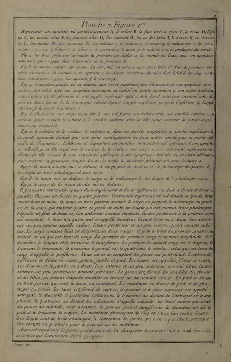 Vianetic 7. Fiçiu e j.LVV JVcptérente iuv squélettv vu postérieur aneni \ le crâne Ji, lafàcc vue en tiers C, le trône J ), l'épi ne K, les oreius cotes F, les /cuisses cotes G, l'os sacrum II, les os des tries I, le cocciec K, 1er clavtcu tes!l'omoplate M, l'os humérus N, tos cubitus o, le radius p, le carpe q, le métacarpe r, les plia • taupes s, s, s, s, s, le feimu' b, le tibia u, le peronne x, le tarse y, le métatarse z, lesphalanges des orteils. Ftç. 2. les deux premières cervicales, la première ou latlas a, la seconde ou loueur,avec son a pop/use odontoïde, pu s engage dans Couverture de la première b. i/o 3. la anonne entière des épines du dos, vite en arriéré aiui' deux tiers dcjfhee. la praruere ver¬ tèbre cervicale a. la seconde b, la septième c, les douze vc/tebies dorsales d’ d,d,d,d,d, les cimj verte- bres lombaires e,e,e,e,e, tos sacrum f le coecixg. I/O o- lomoplate gauche- vu en dedans, son bord supérieur, son échancrure, et son apop/ase cota - coule a, son col b. avec son apop/use acronuon, sa cavité ou voûte acromum c, son angle antvncuA creuse' aune cavitéy l’noide d. son angle supérieur aigu e. son boni antemeur nomme cote. di¬ vise en deuev lévr'es h, la basse pu s'étend depuis langlc supérieur' gusqu'a C inferieur y, l'angle infè'rceiu/f la cavité scapulaire i. Fh/. b. L humé/'us. son corps a, sa tête b. son col f, avec scs tubérosités, son candide interne c, sa coulisse pour recevoir le cubitus d, te condile c ce terne avec la tete pour recevoir' la partie supé mure du radius e. Fig. (d. le cubitus et le radius, le cubitus a, dans sa partie moyenne,sa partie supérieure b la cavité sigmoïde dtvisée par une épine cartilagineuse en deuev autre*• cavités pour la partie uifz neuve de lhumérus c, /blebrane d. lapophise cerrotwide e. son extrémité inferieure^ f son apop/u se stilloidc y. sa léte reçue sur le radius h; le radius, son corps i, son extrémité supérieure en forme de tête creusée h, son extrémité inférieure l,son agwphtseJ sttloide tn, sa cavité o b longue> pour' recevoir' la première rangée des os du carpe a, sa cavitéc/lcnoïdc ou semi lunaire o. F g 7. la main,gauche vue en dehors. le carpe/ait de huit os a, le métacarpe de g au ire b, les doigts de trais p lui tarages chacun ce ce . Fig. b. la main vue en dedans, le carpe a, F métacarpe h; (es doigts île 3. grhalarigcs e,c,c,c. Fig. g le car pe de la main chatte vu en datons. IL y a quatre eoeù'cnutés, sçavoir deuev supérieures et deux' inferieures. ou deux a droite et deux a gauche. Chacune est divisée en c/uatre parties: lext/'enuté supérieure est subdivisée en épaulé, bras, avant-bras et main, la main en mois parties, sçavoir le carpe ou poignet, le métacarpe ou paul- nxe de la main, gui contient quatre es posés de suite, les doigts qui ont chacun b'ois p ha la liges. F épaule estfaitc de deux os, Vun anterieur- nommé clavicule, l autre postérieur a. la poitrine, nom¬ mé omoplate : le bras n’a quart seul os appelle humérus, lavant-b ras en a deux, tun antert - car un peu externe appelle radius, l autre postérieur et un peu interne, qu'on nomme cube - tus. Le carg>e contient huit os dispose A en deux rangs.- U y en a trois au premier, quatre au second, et un qui est hors de rang. Le premier du premier rang se nomme scaphoïde. te? deuxieme le lunaire et te troisième le cunéiforme. Le premier du second rarig est le trapèze, le deuxieme le trapezoïdc, le troisième le grand os, le quatrième le crochu : celui qui est hors de rang, s'appelle le pisiforme ■ Tous ces os se comptent du pouce au petit doigt. T cxbernité iriferieutv se divise en cuisse,genou, Jambe et pied. La cuisse est appelles, fémur et a ’csk que dan os, et la jambe en a deux. Lun interne et un peu antérieur nommé tibia, l’autre externe un peu postérieur nomme peronne , Le genou es/ formédes conddes du fémur ci du tibia, au déliant desquels condiles se trouve un os nomme rotule . Ix pied se divise en trois parties, qui sont le tarse, ou eoudepied, Le métatarse eu dessus de pied, et lespha - langes eu. orteils. Le tarse est^ forme de sept os, le premier et le plus supérieur est appelle ' astrqgat, le deux tente et postérieur calcanéum, le troisième au devant de Castragal est le sca¬ phoïde, le quatrième au devant du calcanéum s’appelle cuboïde: les trois autres qui vont du pouce au cuboïde, sont nommez,, te premier grand cunéiforme, le deuxieme est dit le petit et te troisième le mggen. Le métatarse Jb compose de cinq oS situez l'un centre Vautre : lues do gts sont de (avis p kalarges, a texcep tien du pouce, qui n'en a que deux, pareeque ' ton compte sa première pour le premier os du métatarse . siuisi est représente la gnu tic g1 os ter ici ire de la charpente humaine vue a n iul,dég*o aillée de tout ce qui l’environne décrit iy-apres Crepy es . )