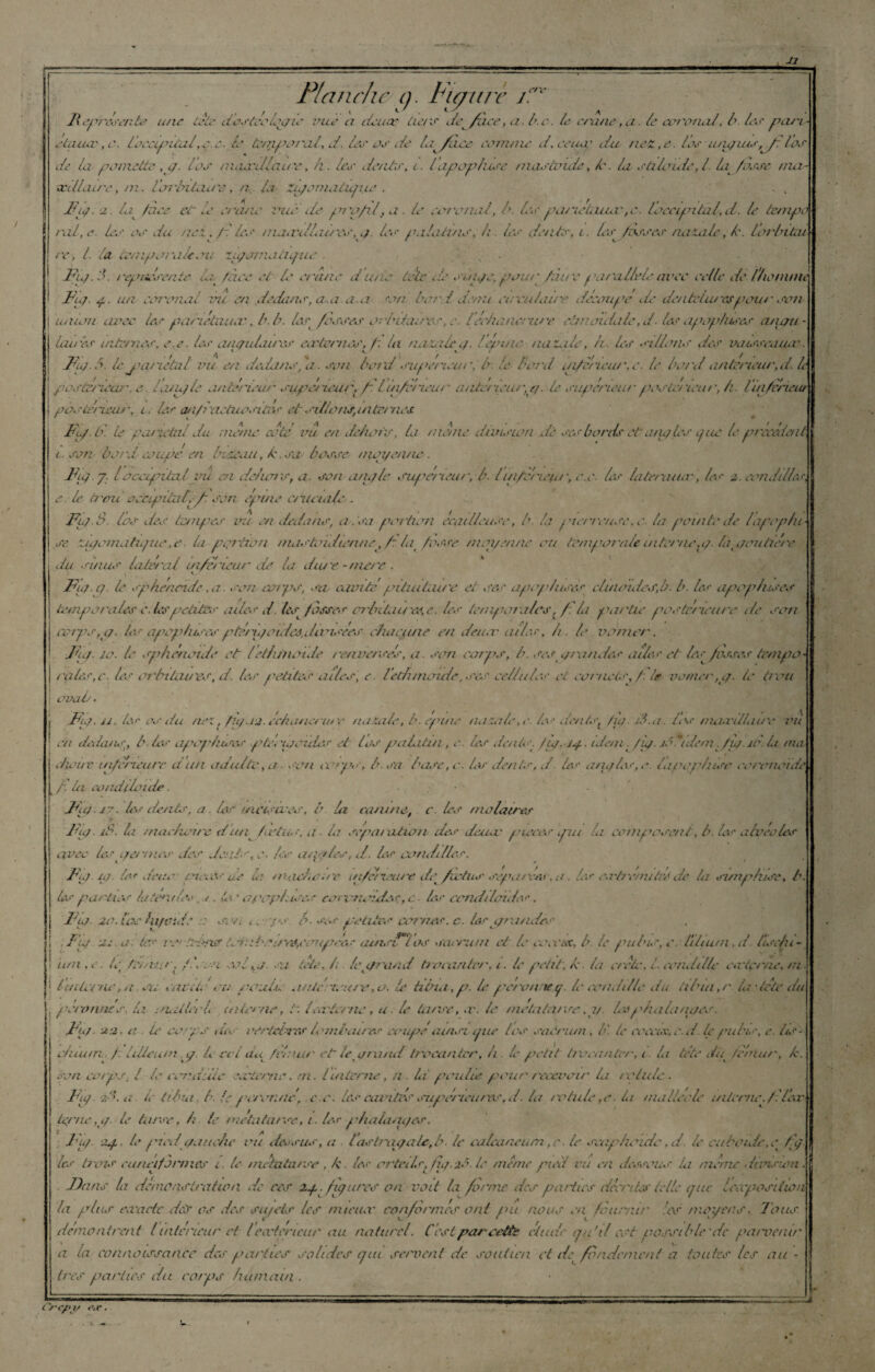 JJ Planche t). Fiçure ïé,v Représente une létc dostéoloppie vue a deuar lie/s de face, a. b.c. le crâne, cl. le cot'onal, b. 1er /ui/'i Jtaucc,c. LeccifnàilrC.ù. le tzr$pe>ral, d. 1er or de ba^/ace comme d, ceiicc du ne£,e. 1er usupus.,^/: bar de la p omette ,q. l'or maa'dlau'e, h. 1er dentr, t. Capop/lire /nartvide, C. la rùloide, l. la /osse met- ccillaire, ni. l'minlaa'e, n. la ZyomaCÛpie . F/y. J. Ip /zics et le crâne Vue de p/'q/il,a . le ce rénal, b- 1er pan ctuer ,c. léoccipitaéd. le tempo rai, e. Ce or du nci. p. 1er maa\llai/'ee, a Ce palatine, h. Ce dente, i . Ce disses natale-, k. lorbùai rc, l. la temporale ou iiçoviahpue ' „ . Fia. ?’■ repficeente C\ /àce et le crâne du/le télé de suiyc,pour /nue parallèle avec celle de (homme Fu/- y- tuv coi'onal vil en dedane, a.a.a.a ton bord demi circulaire découpe d- dentelures p oui ' eon union avec 1er pahéluuæ-. b. b. Ce fosses orbitaires/échancrure cànaulaC ,dIer apoplueee an au - lunée intenter, e.e. 1er anyuLurcs cœteaie*', /: la nazalep. leptnc naz.de, h. Ce eillone dee vairreaiuv. Fia. b. le j'cu'uétal vu en dedans, ‘a. son b oïd.supérieur, b: C bord ui/érœur.e. le bord an teneur, d. le poetenew'. e ta/n/ie anterieur eupeneur, /: lui/èrieur anténeur.t/. C supérieur poslcficu/', h. lin/vricur poeléneur, c. Ce an/i actiioeitée et ei lia ns, internes Fiq.C. Le p a/'ictal du meme coté vu en dehors, Li mène division de rce bords et aiu/lcs Lpic le p recèlent t. ron bord coupe en bacon, k. sa barre moyenne. Fia J: b occipital vu en dc/uv’S, a. son anale supé/ieut', b- lui/emepr, c.c. 1er lateraucr, 1er 2. condilCe, e.le t/'oxl occipitaléjh ron épine c/iicialc. Fu). $. las dee tempes vu en dedans, a . sa portion ecatlieuse, b. la pteneuee, e la pointe de lapophi- se Zjqomatique,e. la portion mastoïdienne, C la /osse moyenne ou temporale interne,y. (apjoutiére du einur lotirai ui/éricur de la du/'e -nie/'e . Fia. y. C sphénoïde ,a. son ceupr, eu cavité pituiùau'e et ses apop/us&r cluwider.b. b. 1er apophtses temporales c. les petites ailes d Ce /aster errintau 'es, e. 1er tempaialcs,/: la pa/tie poete/ieure de son corps, y. 1er apop/ueer ptésiaoidea,dansées chacune en detuv aile.r, h. le verrier. Fu7.10. le sphénoïde et lethmonle renverses, a. sim corps, h. scs ara n dee ailes et Ce /oeeee tempo rqter,c. Ce orbitaires, d. les petites a des, e. Vethnicnde, ses cellules et cornets,//le vomer ,a■ le trou aval . Fia. u. tes os du net, fiy.12. échancrure nuzaC, b. epme nasiale.c. les dents, fu/.d.a. ll\r tneurdliu'c vu eu dotais, b. tes apofluscs p tentacules et tos palatin, c. Ce dents, fiy.jy.. iJemL/iy. jéêtdem ./u/.jO. Li ma chouv ui/cncurc d an adulte, a ■ son corps, b. sa base, c. 1er dents, d. Ce a/iyles,e. iapqphtse cv remet de t /. la conduoide ■ - • Fuf .i7. Ce dents, a. Cr incisives, b la cn/une, c Ce molaires Fu/. ié. Li mâchoire d'un /oins, a ■ la scpiuution des deiuv pures pu la composent, b. les alvéoles avec les qertnes des dents, c. les a/{y tes, d. les conduites. Fu). 10. le/ Jcuec omr ue la macho.te tn/é/xeuie• dc^/wfus séparées, a\ /es o.rtrchuàv/de In sunphire, b. tes parties ta tendes, /. (c a pop turcs ca r nobles, c- les rondllaides. Fu/. 20.100 hifcitt: a son t , ps b. scs petites cornes, c. Cr çraneCs .Fut ut a tes i -tetats t'iabotreOA mpees lun.dF'ï os sacrum et le cocas, b le pubis, c. l'ilium, d. Itsc/u- uni,c. te /annr, /.”« ai col s j. ca tète, h. Cjfrand fini an lcr, /. le petit, h. la crclc, l. ccnddlc cectçrnc, m. 1 t'mienne, n ca carde'ou roula au/c reure,o. C tibia,p. C peronney. C conditlc du tibia,r la tête du peronner. la auiileoh interne, t. iccrtcrnc , a. C tarse, ,r. C. métatarse, y. Caphalanc/es. Fu/. 22. o. C corps do vtrtrPirs lombaires coupe ainsi pie les saCnun, lù le cocas, eut. le pubis, c. hs- c/uum f: lilleum y h coi àa fréaur et le yriind trocantrr, h. le petit tiocanter, 1 la tête dp /cria/', h. son corps; l lecor.ddic ceoicrnc. ni. /interne, n. la poulie pour recevoir la totale. Fiy. 2é. a le tibia b. le pvronne, .c.c. les cavités supérieures,d. h notule,e. h malléole interne./, lér temc,1/. le tarse, h te métatarse, 1. tes phalanc/es. Fu/. -24. le /ned yauehe ou dessus, a l’aslraeyale,b. le calcanéum ,c. le scaphoïde ,d. le cuboïde,e / </ les tiens cunéiformes 1. le métatarse , k. tes orteils, fu/.2c. le même pied vit en dessous. Li même division. lirais la démonstration de ces zp^fiqures on volt la /orme des patiirs décrites telle que leaposition la plus etvarie dcS os des sujets les mienne conformés ont pu nous ca lénrrar !os moyens. Toits démontrent l intérieur et leatericur au naturel. Ccst par cette cl t idc qu’il est possible de pan/enir a la connaissance des parties solides qui servent de soutien cl de fondement a toutes les au - très parties du corps humain . • Crcpp p.v .
