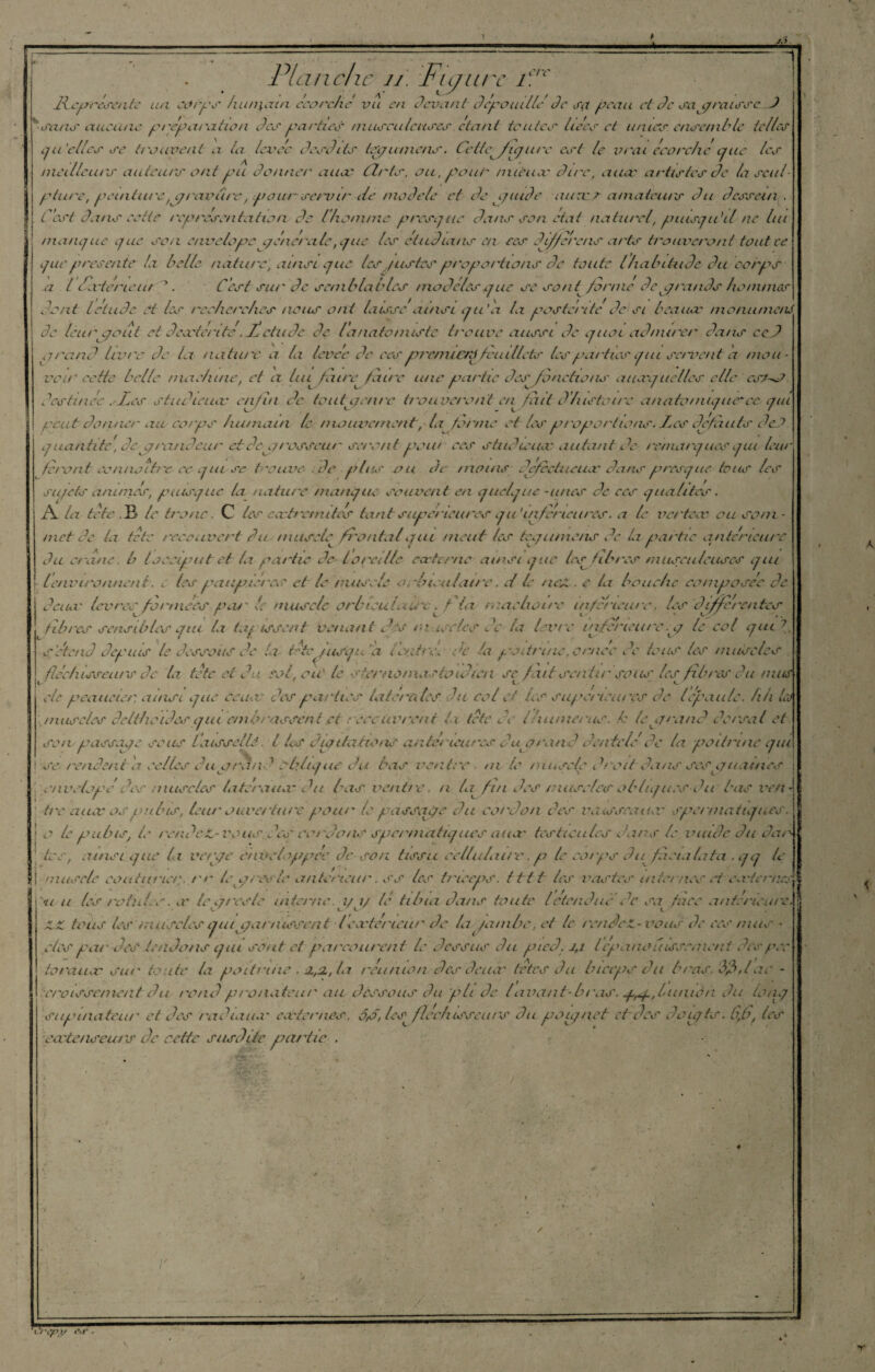 . Planche u. Figure ic.rc ' lie présente un corps hiin\ain ceo relie vu en devant dépouillé de set peau et de sa p misse J ' sans aucune préparation des parties musculeuses étant toutes liées et unies, ensemble telles qu'elles se trouvent a la levée desdits tequmens. Celtefriq ure est le vrai écorche que les meilleurs auteurs ont pu donner auec arts, ou,foui- mieux dire, aux artistes de la scul¬ pture, peinture , qravum, .pour servir île modèle et de qaide aux r amateurs du dessein. L est dans eette représentation de (homme presque dans son état naturel’, puisqu'il ne lui manque que son envclope qénerale,que les étudions en ces dlf/erens arts ti'ouveront tout ce que présente la belle nature) ainsi que les/ listes proportions de toute lhabitude du corps .a l élit cric tu . C’est sur de semblables modèles q ne se sontforme de prands hommes dent létude et les recherches nous ont laisse'ainsi qu’a la postérité de si beaux monume/u de leurpout et dextérité .Jê etu de de [anatomiste Irctive aussi de quoi admirer dans ced Prand Livre de la nature a la levée de ces qrrcmiCfiq /vu dicte les parties qui se/vent a mou¬ voir eette belle machine, et a lui^ faup faire une partie des bouchotis auxquelles elle csu^o destinée ,r.Les studieux enfin de totitqenrc trouveront en fait d’histoire anatomique'cequi peut donner au corps humain le mouvement, la forme et les proportions, des défauts deC quantité, de p rondeur et dep/ rosseur seront psiu ees studieux autant de remarques qui leur feront ccnnoih'c ce qui se t'ouve .de plus ou de moins défectueux dans presque tous les sujets anuries, puisque la nature manque souvent en quelque -unes de ees qualités. A. la tête .B* le tronc. C les exh omîtes tant supérieures qu'inferieures, a le vertex on som¬ met de la tête recouvert du muscle frontal qui meut les tequmens de la partie anterieure du crâne, b t occiput et la partie de l oral le externe ainsi que tes fibres musculeuses qui l’environnent. les paupière,? et le muscle orhiea/atre. et le ncA . e la bouche composée de deux levres formées pat' le muscle orbteuleuevj f ia mâchoire inférieure, les dljffrrentes fibres sensibles qui fa tapissent venant efs m ose les de ta lèvre inférieure .q le col que \ s étend depuis le dessous de la bée /usinéa ientré de la poitrine, ornée de tous les nuise les fléchisseurs de la tête et du sol, ou' le st^rno mastoïdien se fait sen tir sous■ les fibres du mus etc peaucier, ainsi que ceux des parties ta ter a tes du col et tes supérieures de lépaule, hh les muscles deliheides qui embrassent et reec livrent h (etc de t humérus, b leprand. dorsal et setvpasseye sens L'eusselle. t 4s diqitaliens antérieures du qrand dentelé de ta poitrine qui ! se rendent a celtes du prand oblique du Vas rentre ni te miliscie droit dans ses quat/ies . cnvelopédes muscles latéraux du bas ventre, n 4r fin des .muscles obliques du bas ven * h'c aux os pubis, leur ouverture peur le passqqe du cordon des vaisseaux spermatiques. ; e le pubis-, le rende t-veus des cordons spenniahques aux' testicules dans le vutde du dan ’ tes, ainsi que la verqe enveloppée de son tissu cellulaire. p le corps du fa cia lata . qq le i muscle cou tuner., rr ley res le antérieur. ss les ' triceps. tttt les vastes m ta nés et externes bu u les rotules, x te p res/e interne. 1/ t/ le tibia dans toute létendue ,'c sa face antérieure. tous les muscles qui paraissent (extérieur de la jambe, et le rendez-vous de ees mus - oies parues tendons qui sont et parcourent le dessus du pied. lépanouissement des pee tonaux sur toute la poihune . j.,2., la réunion des deux tètes du biceps du bras, dédae - froissement du rond p ronateiir ail dessous du pli de / avant-bras. pq.Jummn du ionq supinateur et des radiaux externes. oq~hs fléchisse ai s du poiqneb et des doiqts. 6,6, tes eartenseurs de cette susdite partie . O. t »