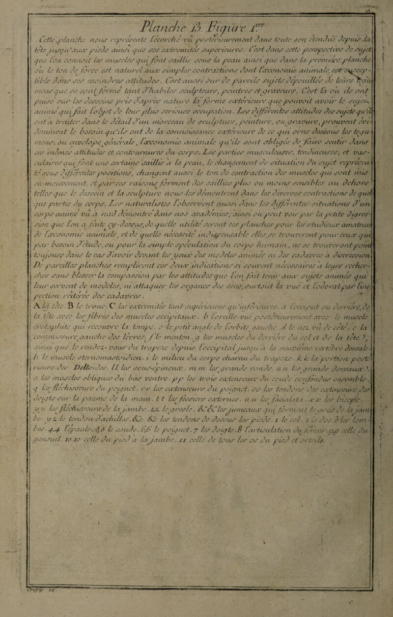 Planche P Figure iav Cette g'ianehe nous représenté leco relie vu j'ôstcrieurement Pans toute soi] étendue depuis la tète jusqu 'aux pieds ainsi que ses ext/omîtes supérieures. C'est Pans cette perspective 3c sujet que [en cernait les muscles quijent saillie sens la peau ainsi que Pans (a premiers planche eu le /en Pc perce est naturel aiuv simples contractions Peut la'cene/nie animale, est sujscep - tille Pans ses meinPres attituPes. C'est aussi sur Pc pareils sujets dépouillésPc leurs rhgii mens que se son j/orme' tant <3*ha hiles sculpteurs, peintres et graveurs. C'est la eu ils ont puise sur les Pesscuis pris P'apres nature ta ferme eateheure que pouvait avoir le su/e anime qui fait loin et Pc leur plus semeuse occupation . Les Pjf/clonies attituPes P es sujets q a ii enta traiter Pans le Jetait P'un morceau Pc sculpture,peinture, ou gravure, prouvent evi Périment le besoin qu'ils ont Pc la connaissance extérieure Pc ce qui orne Passons les tequ mens\ ou cnvclopc gencra te, Ixcononue animale qu’ils sont db luges ef faire sentir Pans ces memes attituPes et conteurnures Pu ce/ps. Les parties musculeuses, tenPincuses, et vas- eu la ires que fai une certaine saillie a ta peau, le changement Pc situation Pu sujet represen tesens 3ifforetùes positions, changent aussi le ton 3e contraction des muscles qui seni nus en nieuvemeni, et par ces raisons/arment Pes saillies plus ou moins sensibles au dehors telles que le Pessein et la sculpture nous.les démontrent Pans les diverses contractions Oc quel ■que partie Pu cotps. Les naturalistes lobservent aussi Pans les Pif/c'rcnics situations P'un egrps anime' vu a / ut P Pcmontre'Pans nos académies, ainsi en /tout voir pat' la petite digres¬ sion que Ion ce faite ci/ - dessus, Pc quelle utilité Seront tes planches pour les studieux amateure Pc Ixeononue animale, et Pc quelle nécessité indispensable elles se t/'O tireront />our ceux qui par besoin Pi 'tu Pc ,ou pont' la simple spécula iio/i Pu co/ps humain, ne se trouverontpoin toujours Pans le cas Ouvrir devant tes J/eux des modèles animes ni Pes cadavres a dircressio/i Pc pareilles planches rem/Pu'ont ces Peux indications si souvent necessaires a leurs recher¬ ches sans blesser la compassion par les attitudes que ba/\ /eut tenir aua' sujets animes qui leur servent de modèles, ni attaquer les organes des sens, surtout la vue et lodoratpar lins- peetion réitérer des cadavres. A là tete .H le tronc. C les extrémités tant supérieures qu 'inférieures. a l'occiput eu derrière, de la. if le avec les fib/os îles muscles occipitauxb l oreille-vue posterieurement avec le muscle erotap/uie qui recouvre la tempo, e le petit angle de lorbitegauche. ,/ te nez vu décote, e la commissure■gauche des livres, / 'le menton, g les muscles du derrière du eel et de la tète 7 ainsi que le rendez- vous du irgpezc depuis loccipital jusqu'à la neuvième vertèbre do nsa U-. h le muscle sternomastoiPien. i te milieu Pu corps charnu Pu trapezo. kk la portion poste meure Pes Deltoïdes. Il (es seus-e/uneux. m ni lesp rands ronds, un les grands, dorsaux \ o les muscles obliques Pu bas ventre. pp les trois extenseurs Pu coude confondus ensemble . q ,«£ èleehtssctif's Pu poignet. rr les ea'tenseurs Pu poignet, ss tes tendons •« /s extenseurs Oât doigts sur la paume de ta main, t t lesjèssicrs externes, u a les^ facta lata xx les biceps, j/a/ les fléchisseurs de la jambe. zz le près le. SdSC les jumeaux qui formai i le.aras de ta jam be.i/z te tendon P aehilles. ÔCc. die les tendons de dessus les pieds, i le eel. i te dos. 3 les loin - ; bes. q.p t épaule, pjâ le coude. F,F le poignet .g les doigts.F tarticulation Pu fcniur.gg celte Pu .gêna mi. 10.1e celle Pu pied a la Jambe. jj celle de tous les os Pu pied et orteils. TE <\r *