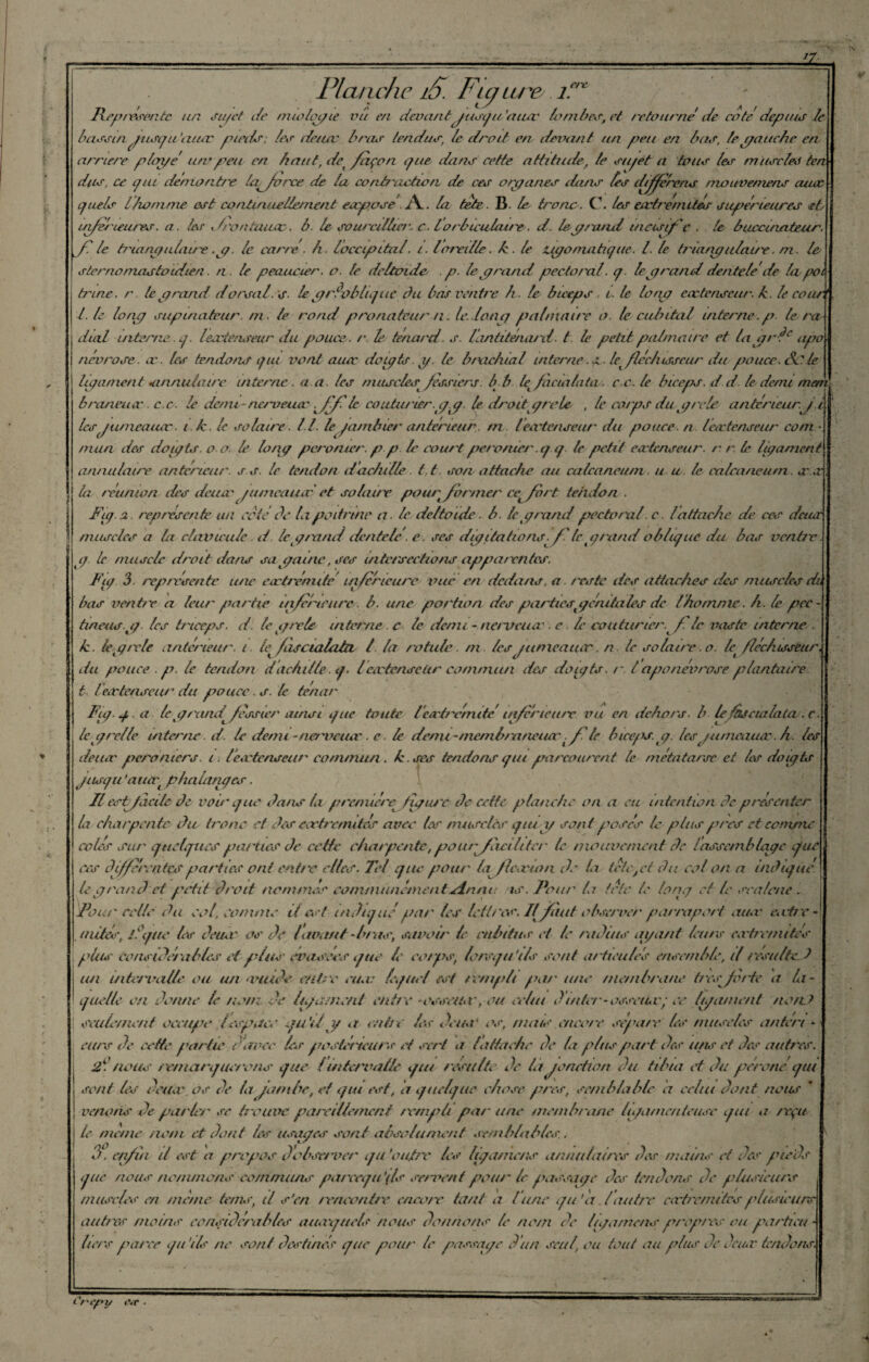 erc Planche jS. Fuj lire 1. Représente un su/et de nuolgyie vu en devantyusqu'auac lombes, et retourne' de cote depuis le bassiny nsqu'aiuc pieds ; les detuv bras tendus; le droit en devant un peu en bas, le potiche en arriéré ployé un* peu en haut, det façon que dans cette attitude, le su/et a tous les muscles ten dus, ce qui de montre la^Jvrce de la conh'actiorv de ces organes dans fes dfjffefens moitvemens aucc quels lhomme est continuellement eæpose ./Y. la tète. B. le tronc. C. les entremîtes supérieures et utferieu/es. a. les i/rontaure. b. le sourcil hcr. c ■ lorbiculaired. le yi and incisif c . le buca/mteur. fl le triangulaire .y. le carre . h. loccipttal. i. Ioreille. h. le uyo/natique. I. le triangulaire. m. le s ter no mastoïdien. n. le peaucier. o. le deltoïde . p. le y rond pectoral. q. le y rond dentelé de la pot truie. r. te y rond dorsal, s. le y réobbquc àu bas ventre h. le biceps i. le lony car tenseur, k. le cour,' l. le lony supinateur, m. le rond pronatcur n. le..lony palmaire o. le cubital interne.p le ra dial interne q. lecctenseur du pouce, r le te/uird. s. lantiténard. t le petit palmaire et la y r 1e apo névrose, æ. les tendons q tu vont auir doigts, y. le brachial interne le^ fléchisseur du pouce. Sc. te ligament annulaire interne . a a. tes muscles^ fessiers, b b leK facta lata. ce. le biceps, d d. le demi ment branemv c.c. le demi -nerveuse .fflle coictu/'ier.yy le droityrole , le corps duyretc antérieur.y i les y umeauoc. i k. le solaire. II. le qambier antérieur m. lecctenseur du pouce, n lecctenseur corn • mua des doigts, o o. le lony peronier. p p le court péronier'.q q te petit ecctenseur. r. r. le ligament annulaire anterieur', s. s. le tendon d adulte 1.1 son attache au calcanéum u u le calcanéum. «r s la réunion des deucc y umeauarl et so lauc pour former ce^fort tendon . Fig.a. représenté un cote de la poitrine n. le deltoïde. h. le y rond pectoral, c. Iattache de ces drusj muscles a la clavicule. d le grand dentelé. e. ses digitations. f le y/and oblique du bas ventre, y. le muscle droit dans sa y aine, ses intersections apparentes. Fig 3 représente une eectrémdé inferieure vue en dedans, a reste ites attaches des muscles di, bas Hent/ e a leur partie inferieure, b. une portion des parties y énda les de Ihotnme. h. le pce tineasy les triceps, d le y te le interne. c le demi - ne/'Venir. e. le couturier, fi le vaste interne . k. le y trie antérieur', i te fiscialatCL l la rotule. m les jurneauer. n le solaire, o. lefléchisseur, du pouce . p. le tendon d adulte. q. lecctenseur commun des doigts, r. Iaponévrose plantaire t lecctenseur' du pouce , s. le ténor' Fig. g . a le y rxuid^fessier ainsi que toute lea'trérnité inférieure vu en dehors, b le ducia latac le y relie interne d. le demi - ne/veuer .c ■ le demi -me/nbranetur f fi le Ineeps.y. les y u menace. h. les deiuv peronters. i. lecctenseur commun . h. ses tendons qui parcourent le métatarse et les doigts jusqu 'aua'f phalanges. Il estfiicile de vou'que dans li première ligure de cette planche on a eu intention de présenter la charpente du tronc et des ecctrcmites avec les musclés qui y sont posés le plus p/'cs et comme calés sur quelques qui/ 'tics de cctlc charpentepour [flirt h ter * le mouvement de ! assemblage qfuc ces differentes parties ont entre clics. Tel que pour Ig fléau on de la tète pi du col on a indique le grand et petit choit nommes communément rinati is. Pou/' la (etc le long et le scafcne . pour' celle du col, comme il est indiqué par les lettres. I! fuit observe/' pairapo/t aucc entre - mites, J' que les demi' os de lavant 'br as, savoir le cubitus et le r adius ayant leur s ca fr errutes f. fus considérables et plus évasées que le corps, lorsqu'ils sont articulés ensemble, il résulte. J un intervalle ou un imide entre venu lequel est rempli qui/' une membrane tirs forte a la¬ quelle ou donne le nom de ligament erd/v ossauv, ou celui d inter-ossetuc; ee ligament rtonJ seulement oceuqre lespace qu’il y a entre les deu%t* os, mats encore séparé fes muscles an tvn - eu/s de celle partie d'avec les q/oslerieurs et sert a t'attache de la q> fus part des uns et des autres. 2i nous remarquerons que t intervalle qui résulte de ta jonction du tibia et du qrérone qui sent les èetur os de ta gambe, et qui est, d quelque chose qrres, semblable d celui dont nous venons de parler se trouve qiareitiemcnf rwnqdi pat' une mcmb/'ime ligamenteuse qui a reçu j le meme nom et dont tes usages sont absolument semblables.. 3. enfin il est a propos d'observer qu’oujtre tes ligamens annulaires dos mains et des pieds que nous nommons communs pareequ’ils savent pour le q hissage des tendons de plusieurs muscles en mime terris, il s'en /'encontre encore tant a lune qu'a l autre eoctrcr ni tes plusieurs autres moins eonsiden ibles auaquels nous donnons le nom de ligamens q/rop/es ou giartieu tiers parce qu ils ne sont destinés que pour le passage d’un seul, ou tout au plus de deuæ tendons. Or'i'py M .