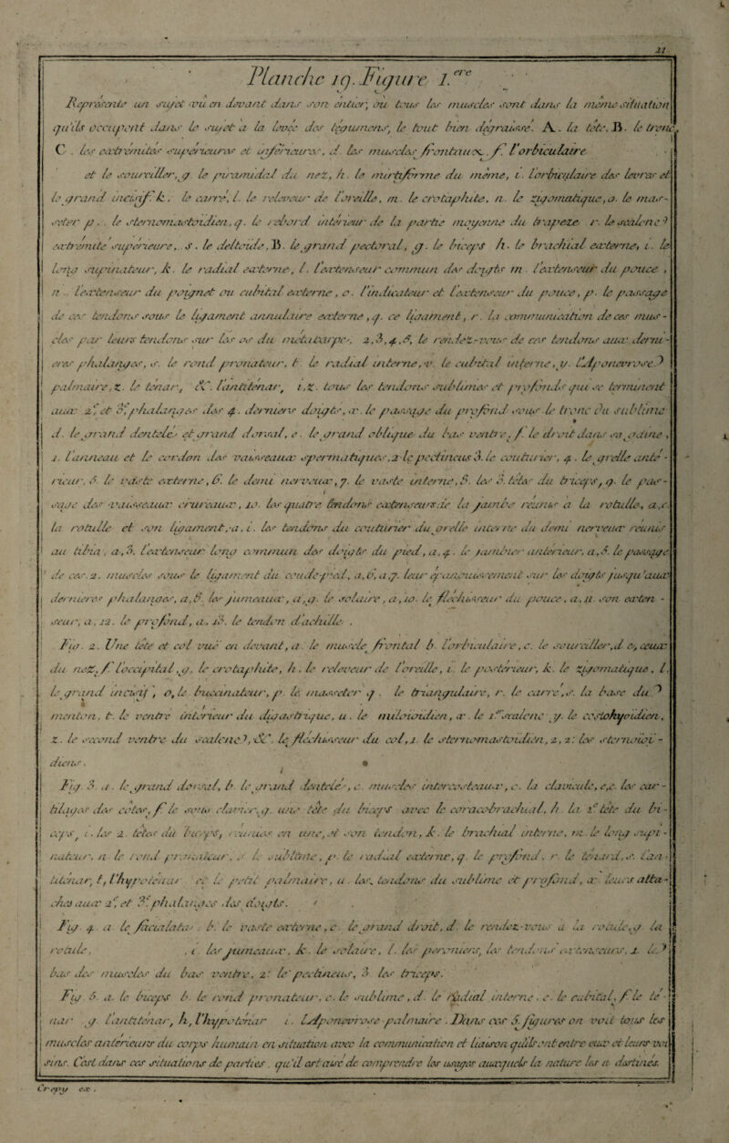 i. 21 Planche iq. Fujure l.ere u Représenté un su/et <vu en devant dans son enUct', bu tous les muscles sont lions la meme aitnation qu'il* occupait Ja.na la au/et a la do ce des téqumenS, le tout bien deqraisse. A. la tête, Ji. le tronc G . les cceà'émites supet xcures et infe’mcures, J. les muscles f'ontnuoz .jf. lorbiculcure et le saura lier,q le pv'cmudal du neZ, h le nurti/orme du même, r. lo/inadaire de? lèvre? et le c/rand uicmf le : le carre, l. le relevai/' de l’oreille, m. le crotaplute, n. le Zpomatpue,a- le mas- seter p . le stemomastoidien, q. le /ebord intérieur de la partie moyenne du h'ap&te r. le scàlone^ earà'J/nite supérieure, s. le deltoïde.15. le prandpectoral, ij. le biceps h. le brachial eaeèecrie, i. le L ma siqnnateur, k. le radial eivteme, l. Ien-tenseur commun des dciqts ni leateneur du pouce , n ieectenseur du ponqnet ou cubital eceterne, o. /indicateur et lecctenseur du pouce, p. le passqye de ces tendons sous le lut amen t annulaire eceterne , cp ce baament, r. la oornmumcatian de ces mus¬ cles pao~ leu/s tendons sur les os du rnetatxirpi.es, 2,S, 4,1*, le rendez riions de ces tendons aiur ilenu - eres phalà/pes, s. le rond pronateur, t le radial interne, v. te cubital interne ,1/. tdlpo névrose J palmaire, Z- le tenare U. lantitenart i,Z. tous les tendons sublimes et profonds qui se terminent once 2, et qduilanaes des 4. derniers dou/ts, <r le qmssqqe du p t'a fond sous le Irène du subbme / V • * d. le m\ind denteler etqraad dorsal, e. le c/rand oblique du bas oe/iti c, f. le droit dans sapatine , j. Ianneau et d coi'don des oatsseaiuv spermatiques,2 le• pecti nais 3.1e couturier, q. d qreld eaité - rieur, 3. le ode te octet ne, ù\ le demi nerveuet', y. le vaste interne,3. les 3. télé<■ du triceps, q- le pas- sqae des •vaisseeuicr cturcaucc, 10. les quatre tendons ecctenseu/sid la jambe reunis a la rotulle, a,c. ta rotulle et son Lça/runt ,-a. 1. les tendons du couturier du 0telle interne du demi nervencr réunis • t v v au tibia, a, b. lecrtensear loua commun des dou/ts du pied, a. q.. d /amènes' antesreiir, a, S. d passa/1 j de cessa, muscles sous d liqament du 'coude-pied, a,b,a,y. leur épanouis, emenc sut' les denytsqusqu’auco j dernières phaluujes, a,3. lesqluneaucc, a,q. te solaire, a ,10. le fléchisseur du qiouce, a,u. son eecten • ! seuo, a , J2. le profond, a . d. d tenclim daehl/d . dur 2. Une tête et eol md en devant, a d muscle frontal h. Vorbieulaire, c. le soiu'cdler,d &,ccucc du ncZ. f l’occipntal ,p, d crotaqddto, h. le relouent' de l oreille, t d postérieur, k. d Ziqomatique, l. L prand incisif , o,d buccuiateur, p. le. uiasseter q . le triaruyideure, r. d carre,s. la base du ^ « v , * / . . - .> .. .■ menton, t. d ventre ùuetreur du dù/astirque, u. le nulotoidien, a', le it'scalone 1/. le cestohuendien, z. d second ventre du scaleneJq/Sttd fléchisseur du col,i le stenletnastoidien, 202: les stenunoi - die/is. • / d)q. 3 a leprand dorsal, h dpi'and deatele?, e. muscles intercosteaua', e. la clavicule, e,c. les cas: - h lapes des cotes, fi d sous clavier p, une tête du biceps avec le coraeolrraelual. b la ï tetc du bi¬ cepsf 1. les -2. têtes du biceps, rcimusen une, et son tendon, Jet le braeluaJ interne, m. d dip supi - auteur, n d rond pronateur, o d eubâïne, p d raxluileectet ne, q. d profond, r. le tena/d.s. tan- tde/uir t, Vfiqpotèicvu • et L' petit palmaire, u. le?* tendons du sublime etq / ofand, ce. duos atta¬ ches aucr 2', et 3\ o/ialanqes des dotais. 1 d p q a dfdaalatay b. le vaste carter ne qc d prand droit, d. d rendez-vous a la roapep. la rocu *ud, , i. lesjanieacnv, Je . le solcure, d les percnuers, les tendons ai’tenseurs, bas des muscles du bas ventie, 2: d'pectiueus, 3 ds triceps. Fp â. a. (e biceps b. d rend pronateur, e. d sublime , d d rfidial interne. le cubital, f d te¬ rnir p. lantiténar, h, Vhypoténar 1. Irdponovrese palmaire . Dans ors S. jpures on voit tous les muscles anterieur? du corps humain en situation avec la communication et liaison quJs ont entre eueo et durs vot suis. Ccsi dans ces situations de pa/iies. qu 'il estatsc de romp/vadre les tisaqes aaccquels la nature ds a destines. <?.r