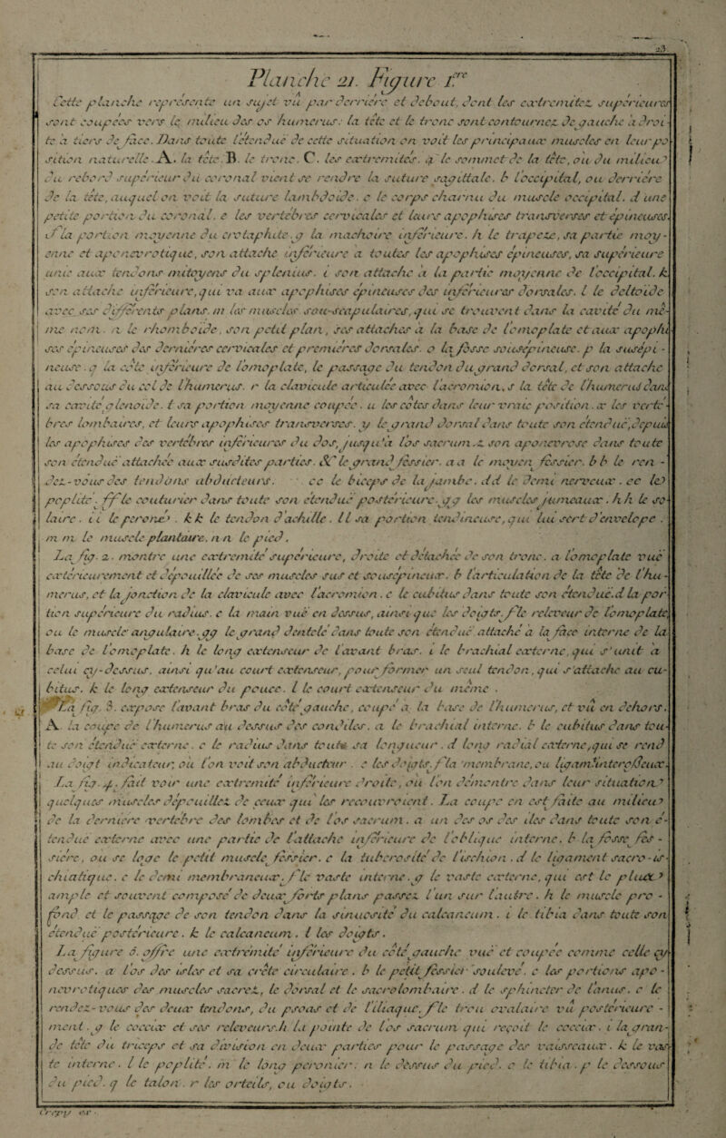 ê '* ÙL a3. Planche 2J. Figure £'e Cette planche représente un sujet vu par derrière et debout, dent les exirenutez supérieures sont soupers vers te milieu des es humérus. Ici tete et le tronc sontcontournez degauehe cidroi - te a tic/'s de^fncc. Dans toute [étendue de cette situation en voit les principe ucv muscles en leur po sition naturelle A. la tete B. le tronc. C. les ext remîtes, g le sommet de ta tète, ou du milieu7 en rebord supérieur du eoronal vient se rendre la suture sayittalc. b /occipital, ou derrière de la tete, auquel on voit la suture lambdcide. c le corps charnu du muscle occipital, d une petite portion du eoronal. e les vertèbres ce/'incales et leurs a pop hises transverses et épineuses. J la portion moyenne du crotaphite.g la mâchoire: inférieure. h le trapèze, sa partie moi/ cane et apenervrotique, son attache ùzférieure a toutes les apophases épineuses, sa supérieure unie auas tendons mitoyens du s/dénias, i son attache a la partie moyenne de loccipital, h son attache inférieure,ejni x'a aux apcphises épineuses des inferieures dorsales. I le deltoïde avec ses differents plans, ni les muscles sou-scapulaires, que se trouvent dans la cavité du me¬ me nom■ . i le rhomboïde, son petit plan, ses attaches a la base de l’omoplate etaucc apop/u scs épineuses des dernières cervicales et premières dorsales, o l\ fosse sousépuiciise. p la susepi - neuse.p la cote inférieure de l'omoplate, le passage du tendon duyrand dorsal, et son attache au dessous eu col de lhumérus, r ta clavicule articulée avec lacromica, s la tète de l/uuneruSdatu sa cavité y lenoide. t sa portion moyenne coupée. u les cotes dans leur vraie position . oc les vertè¬ bres lombaires, et leurs apopheses transverses, y loyrand dorsal dans toute son étend ni,depuis les ap o p/uses ces vertèbres inferieures du dos, jusqu’à l'os sacrum .z son aponévrose dans toute son étendue attachée aux susdites parties. SC leyra/zdfessier, a a le moyen fessier, b b le rca - .dez-vous des tendons abducteurs. '.oc U biceps de la jambe. 2 d le demi nervcucc.ee le? poplité . ffle couturier dans foute son étendue postérieure yg tes muscles jumeaux. h A le so¬ laire. a le per o ne? . k k le tendon d aehille. Usa portion tendineuse, qui hu sert denvelop e . m ni le muscle plantaire, n a le pied. La fig. a.. montre une ecvtrcniitésupérieure, droite et détachée de son tronc. a tome plate vue extérieurement et dépouillée de ses muscles sus et sousép inciter, b /articulationde ta tete de l hu¬ mérus, et la jonction de la clavicule avec l'acromion. c le cubitus dans toute son etenduè.d la.'por¬ tion supérieure du radius, e la main vue en dessus, ainsi ejuc tes doigts, fie rcleveur de lomoplate; ou te muscle angulaire. gg le grand dentelédans toute son étendue attaché a la face interne de la base de l'omoplate. h le long extenseur de tarant bras, i le brachial externe, qui s'unit a celui ex/-dessus, ainsi qu’au court extenseur, pour former un seul tendon, qui s'attache au cu¬ bitus. k le long extenseur du pouce. I (e court extenseur du meme . *La fig, S. expose lavant bras du coté gauche, coupé a la base de /humérus, et vu en dehors. ! A la coupe de lhumérus ag dessus des condtles. a le brachial interne, b le cubitus dans tou-1 ‘ te son étendue externe. e te radius dans toute sa longueur. d ie/ig radial externe,gui se rend i au doigt indicateur ou ton voit son abducteur e les doigts, fia 'membrane, eu liga/nti / z te rc/Jeux. i La fig. g. fait voir une extrémité inferieure droite, ou Ion démontré dans leur situation* i quelques muscles dépouillez de ceux qui les recouvraient. La coupe en est faite au milieux de la dernière vertèbre des tombes et de los sacrum. a un des os des îles dans toute son é- tendué externe avec une partie de l'attache inferieure de l’oblique interne, b la^ fosse tes - siérc, ou se loge le petit muscle fessier, e la tubérosité' de /ischion .d le ligament saero-is- c ÿ t v c/iiatique. e le demi membraneux. f le vaste interne, g le vaste externe, qui est te phuX7 ample et souvent composéde deux^forts plans passez l un sur l autre, h le muscle pro - fond, et le passqgc de son tendon dans ta sinuosité du calcanéum . i le tibia dans toute son étendue postérieure. k le calcanéum . I les doigts. J.a figure à. offre une extrémité inférieure du eotéyanche mté et coupce comme celle a/ dessus, a los des isles ci sa Crète circulaire . b te petit fessier soulevé. c Us portions apo - névrotiques des muscles sacre Z, le dorsal et le sacro lombaire. d le sphincter de l'anus, c le rendez-vous des deux tendons, du psoas et de l iliaque.jflc trou ovalaire zut postérieure - ment .y le coccux et ses rcleveurs.h. la pointe de los sacrum que reçoit le ccecix. i la gmn- de tete du triceps et sa division en deux parties pour le passage des vaisseaux. k le Vite te interne, i te poplité, m le long perotucr. n le dessus du pied, c le tibia . p le dessous du pied, q le talon . r les orteils, eu doigts. ( l’’l' -