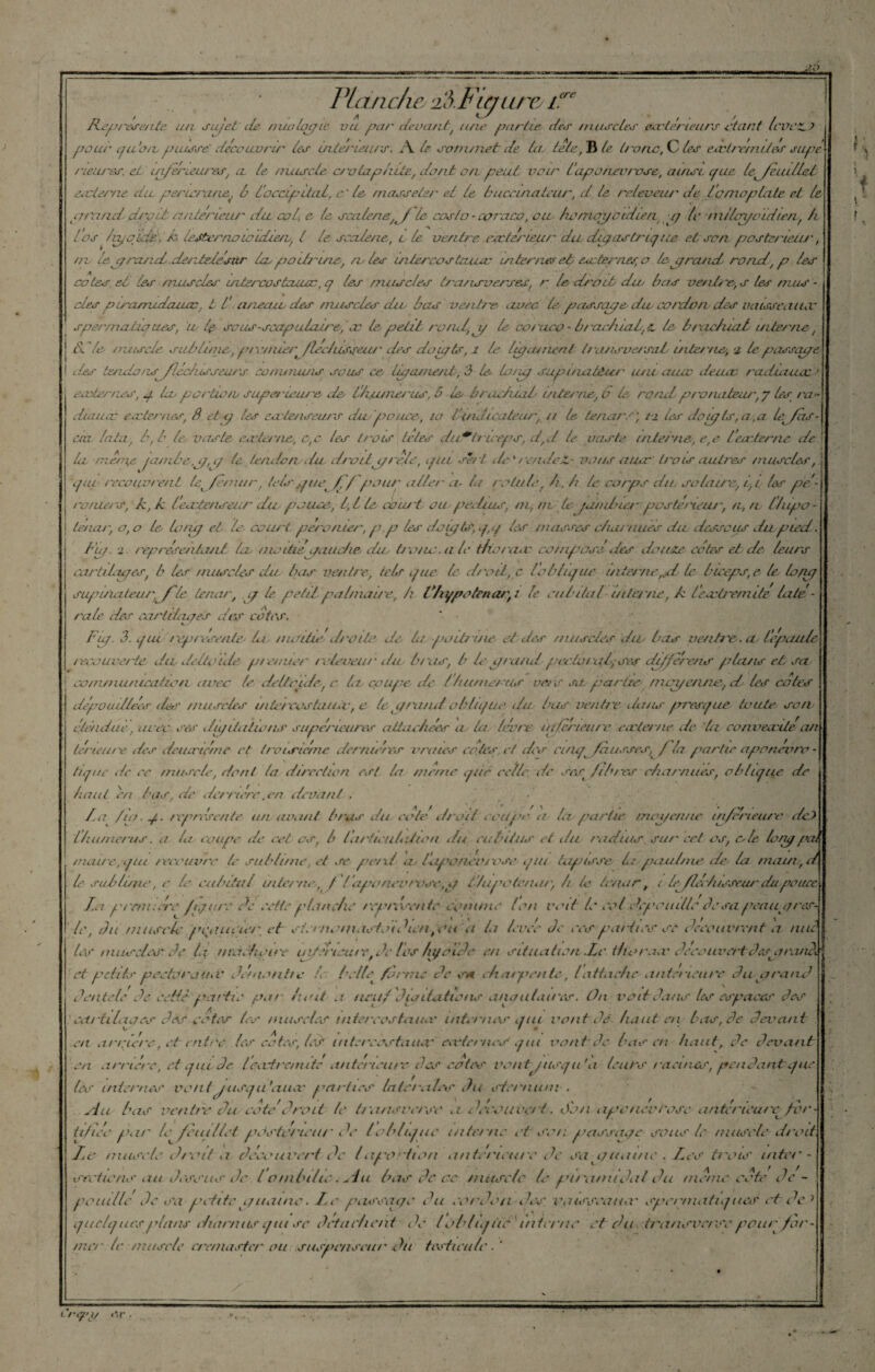 Té ' LLep/'esente un un jet de nuolqçqic vu par devant, une partie c/eu niuuc/eu eteelérLeurs e.tant leveüJ pour qu'on; puisse: découvrir /eu ultérieurs. Aie sommet c/e /a, /e/e, B te tronc, C /eu exrtremit es supè rceiu'eu. et inferieures, a /& nuis e/e c/'otaphite, dont on. peut voir / ‘aponev/ ose, ainSLcfue /e^feuillet eeclerne du pericrane^ b l’ocapitai, c' /e masseter et le buceinaleur, d /e re/eveiu de l'omoplate et /e p/'and droit antérieur du col c le scalene^f /e cos/o - caraco, ou homenqoldien. ij /c /n/icrjoidien, A L’os /izjqidd, A lejternoicidie/v, / le scalene, l le ventre eçcterieur die digastrique et son p/ostz/'ieur, ne leprasid deate/ésur dupoitrine, /v leu mlercostauae internesep eseternesp djgrand rond', p /es cotes et tes muscles uitercostsuccc, q leu muscles transverses/ r le droit dm bas ventre, s leu mus - des pmczmudauœ , t taneam des nutsebeu dm bas ventre, avec le passage dm cordon des uaisseciuac uper/nalioueu, iv le ucau-scapulaire, ec te petit rond, y le corurv - b/'cudual.z. le brachial interne , SS le muscle sublime, p/Y/nier ftechisseu/' des doigts, i le Itgainenf trans cessai uiteine, 2 le passage r/es tendons^/Iccluusea/'s conununs sous ce Ligament., 3 le Lo/uq supmatêier uncaucc deacc raddiuaae ester nés, p la pcrtLo/b supe/'ieu/'e de l'hu/nerus, b ie brachial interne, d le rond pro/uiteur, 7 les /w- diaucc ester nés, S et y /eu eatenseurs dut pouce, 10 /dut(codeur, // U tenar, /-j tes doig (s, a ,a leJas- aa /ata, b, b le vaste cccte/vie, c,c les trois têtes du*triceps, d,d le vaste interne, e,e /interne, de lu ’/nê/Ttfi pimbe .p, y le tendo ndu droitprête, pu sert de% rendeX.- vous nucr trois autres muscles, qui recouvrent leqfl/ni/r, le/s pue h/ poiu aller a- la /olule, A, h le corps du solaire, bp les pé¬ roniers, A, Je l'eatenseur dim pouce, L, L le court ou pedius, ni, ni. le •amtner'~posté 1 leur, a, a- l/upo- téuu; 0,0 le lonp et le court péronier, p.p les doigts, q,q les masses c/iarnues dm dessous du pied. là/. 2. représentant la moitié paît che, dm tronc, a le trio/cuv composé des douze, cotes eb de leurs cartilapes, b les muscles du. bas ventre, tels que le droit, c l'oblique mte/rie,d le biceps, e* le lonp supinateur,^/'(e tenar, g le petit palmaire, h tLiypetcncv'p le cubital inter ne, A lecvtre/nite laté¬ rale des carldaqes des cotes. Ftp. 3. qui /'ept'éeeiite ht moitié dr'Oite de /a poLb ine et des muscles dm bas ventre, a /'épaule réouverte du deltoïde premier' r eleveur dm br as, b leg/-a/ut pee.lv/ ql; ses oU/fêrens plans et sa co/nmu/itcation avec le deltoïde, c Le coupe, de lhumérus vers sa. partie /nggen/ue, d les cotes dépouillés des muscles u lier 'cashutcc, e le prarut obliqtu' du bas ventre dans presque toute son étenduet avec ses dipilaïmns supérieures attachées a la lèvre tu/erietire eater /ie de ta con vende'an térteure des deiuriéme et troisième dernières vruus cotes et dos ct/uj hausses, f la partie aponévro- tique de ce muscle, dont ta direction est la meme que celle, de srst /ib/os charnues, oblique de haut en bas, de derrière .en devant . - /.a / 10. q.. représente un avant b/as du cote droit .cape a la partie /nopenne inferieure dey /humérus. a Im coupe de ce/ es, b la/'ticuhdwn du cubitus el du radius, sur ce/ os, oie Iraq poil maue,qtu recourt y ie sublime, et Se perd a ;/'aponévrose qui tapisse lipautme de la mam,d le sut/lient', c te cubital uiternc,f'l'apo névrose,p b'/upo ternir, h /e tenar, i le fléchisseu/'du pouce J.a prrnuére /iqure de cette planche /ep/ésaite Anime Ion voit le col dépouille Je sapeaup res¬ te, du musch' pCiUii ce/', et stemomao'toidientou a ta levée Je eesparties se découvrent a nue Us muscles Je ta mâchoire ui/d'iou/vfde les lyà'xde en situatiert .Le tho race découvert Jespnuuh et petits peetoro.ua' démoniie le belle• forme de sa charpente, lattache anterieure du a/'and dente/e de celle partie par haut a non/' dur dations annulaires. On voit dans les espaces des ' cariilioes des cotes tes muscles mtereoslauoe inter/ns qui vont de haut en tas, de devant en arriéré et entre tes cotes, lcd intercèstauar ea'ternes qui vont Je basai haut, de devant t t A ' ** en arriéré, et qui Je ( entra ni te anterieure J es eûtes vont jusqu'à (eues racines, pendant que les internes vont jusqu’au ae parties latomies du sternum . Au bas ventre du coté droit te t/ansverse a découvert. Son apcnevi'osc antérieure fv/'- tifïéo pu/' le feuillet pàsttéru'ur de (oblique interne et sou passage sous le nu isole droit. Le muscle ch'oit a découvert de l apof'tion ante/'icurc de sa qutit/ic. Los trots mter - sections au dessus Je l ombilic. ^Ju bas de ce muscle le pi/'anndal du meme cote dé¬ pouillé de sa petite pj u eu ne. Le passage du cordo/i-des. vaisseau et' spermatiques ot de : quelques plans charnus qui se Jeta client de l oblique interne et du tr'a/isvc/'sc pou/'for¬ mer te -muscle r/'c/nastcr ou suspc/iscu/' du testicule f i nyp e.r .