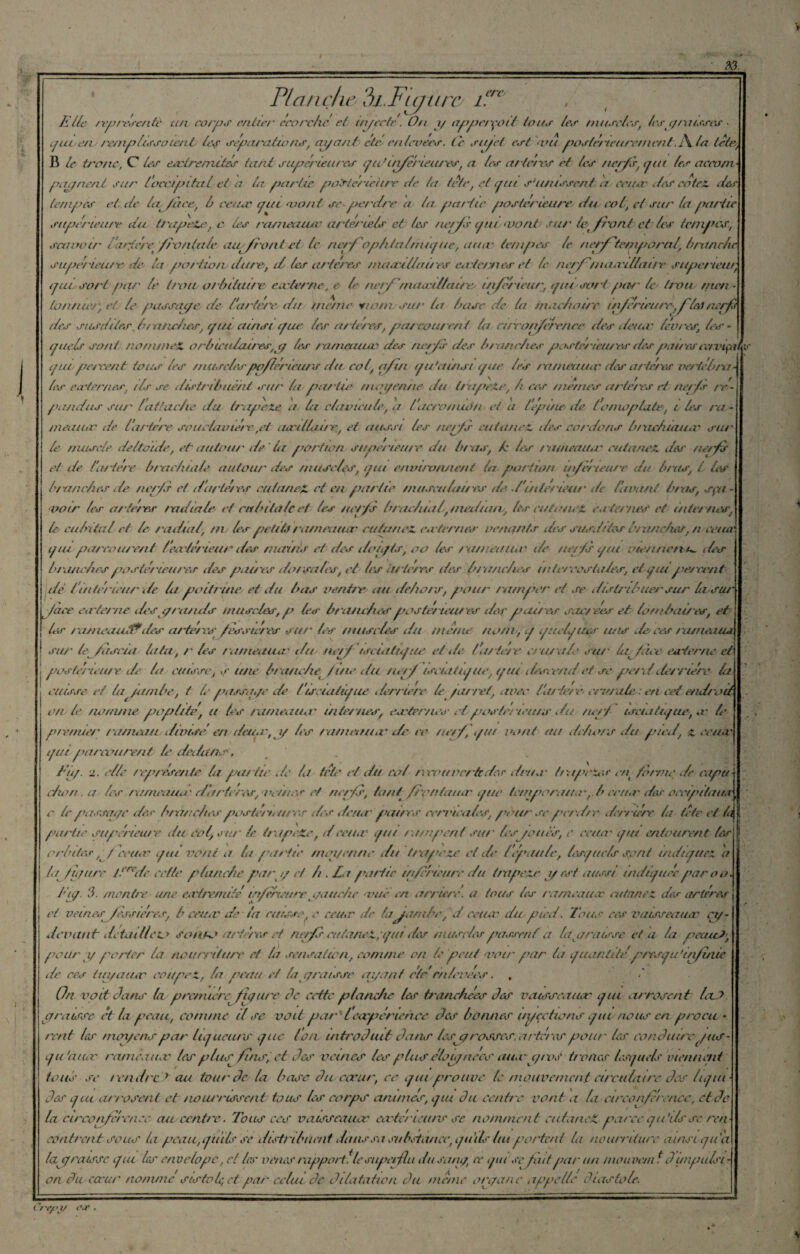 m. Plan cha ?)i.Fujurc Pre , file r-epresetile un corps entier ecorche» cl tn/ecte. On // appetyotl tous les muscles, les q misses ipu e/i remplissaient les séparalwns, ai/an/ été» enlevées. Ce su/et est ara postérieurementla tête, B le tronc, C les extrémités tant supérieures (ju ’ uife'rieares, a les ar(ercs et les nerfs, qui les aeeotn- pqc/nent sur loccipital et a la partie postérieure île la tète, et qui s'unissent a eeuæ îles cotez, des tempes et.de levfzice», b ceuec que naont se -pet -dre a la partie postérieure'» du roi, cl sur la partie supérieure du trupete, c les rattieatuv arté/ œls et les nerfs qut »uont sur à’fixmt et les tempes., scaootr l'aricre/ronlu/e aiqfroni ci le nerfophtalmique, ainv tempes le nerf tempo rat, bnmche super lente» de la portion dure, d» les ut tères ma ad/la 1res en-ternes et le nerfinaæillatre supeneur, qui sort fuir le trou o/bitture externe, e» b nerf m a a-iliait e^ inferieur, qui sort par le t/vu meti - (a tinter, et le passaqe de l'arfét'c du me/ne nomssur la base de la tnac/wtrr infrieure»,f(eâ nerfs des susdites Jua nc/tes, qui ainsi que les a itères, parcourent la curo/iffenee des deux lèvres; les quels sont nommez orbiett/aires,p les rainçaiuc des ner/s des branches postet-ien/'es despau-ar cetv/ak ir qui percent tous les tnttsc/espoférleurs dit col, qfm quhunst que les ra/neaucc des artét-es vertébra¬ les en-ternes, ils se distribuèht sur la partie ttun/enne du ù'apeZe, b ces mêmes arte/rs et nerfs ré¬ pandus sur l'attache du trapèze a ta clavicule, a l'acro/nùi/i et à Tepme» de l'omoplate», i les ra- tneauec de l'artère souetamére ,et axillaire, et aussi tes ner/s eut a nez des cordons b/xichiauœ sut' le muscle deltoïde, et autour de ta portion supérieure du bras, h tes rameaux eutanez dm' nerf et de f'artère brachiale autour des muscles, qui enin/xmaent ta portion inferieure du bras, / tes btan c/i es de nerfs et d'arlét-es rutaneZ et en partie m use//but es do d'intérieur de lavant bras, s/a- voir tes arte/rs nu/tale et cubitale et tes nerfs brachial, medum», tes eu/atu’Z eu ternes et internes, le» cubital et le radial, tn, les petify ra/neaiur outufiez eu-ternes venants des susdites branches, ti celui qiu parcourent /extérieur des mains et des do//ts, oo les ta/neaux de ner/s qui vte/itienn- des branches /’ostérieures des patres dotsales, et» les litières îles- branches intercostales, et qui peirent» de t‘intérieur de la poitrine et du bas ventre» au dehors, pour ramper et se disü'ibuet'sur la» s tu [ /ace externe des yratu/s muscles, p les bratu/ies postérieures des paît es sizerees et lomhait es, et j 1er rameutai*des arte/ rs fesstéres sur tes muscles du même nom, q quelques uns l/s ces ratneaiai ! sur te /asein lata , r les ratneauu.‘ ilti» nerf tscia tique et île» tartere crut-ale sut la. fètee» earter/ieet ! pas terteu/'eJe ta cuisse, s ut w bratuhe /lue itu nerf iseiatique, qui descende/ se pet xl derrière la cuisse ci la/a/nbe, t le pars»i./e de lis. laéique < lertiere le /arrêt, avec latierecrut aie: en cet endroit- e/i le nomme poplité, a tes rameaux mtet/ies, eu-ter/ies et'postes icuts du. net/ iseiatique, w l premier rameau divise en deux, y les rameaux de ce net/, qui vont au dehors du pied, z ceuec qui parcoure/it te -dedans, fu/. 2. elle représente la partie île la tète et du col recouverte des dru a tra/>ess <■// tortue Je eapit chou, a les ratneauu- darfetwf, vet/ns et ner/s, huit frontaux que temporaux,./ ceux des occtpi/auie e le passai/r des branchespostemures des deux pat/'cs crrvtca/cs, /'ourse perdre derrière la te te et II partie supérieure du col, osa' te trapeZe, d ceux qui ra topent sut' lesjoues, e ee/ur qui entourent tes or b des, / eeuæ qui vont a ta partie mqi/en/ie du ttxi/>eze et de l'épaule, lesquels spnt indiquez a la /a/are t.crrde cette planche par// et h . La partie inferieure du trapèze //est aussi indiquée par oo. fiq. 3. montre une extrémité inférieureyauche nie en arriéré, a tous les t-atneauec eutanez des artères et veines fèssières, b eeuæ de ta cuisse c eeuæ de la jambe, d eeuæ du pied. Tous res valsseauæ ey- devant dotai llezo sonne ariétes et netfs eutanez, qui des musclespassent a la y misse et a la peau?', pour // porter la nourriture et la sensation, comme on le peut voir par la quantité /-/rsqu'infinie île ces tuj/atur coupez., la peau et ta yratsse ai/anf étr enlevées. , •' On voit dans la premièrefujune de cette planche les tranchées des vaisseaux qui arrosent Ici? a misse et la peau, comme il se voit par lexpérience des bonnes ttycotions qui nous en procu¬ rent les moyens par liqueurs que l'on, introduit dans lesp/ rosses, a t iens pour les conduire pus- qu'aux rameaux les plu/ fns, et des veines les plus éloipnées auæ i/roS troncs lesquels viennent tous se rendre r au tour de la base du cœur, ce qui prouve te mouvement circulaire des liqui¬ des qui arrosent ettiouirissent tous tes corps animés, qui du centie vont a ta circonférence, et de la circonfrenee» au centre. Tous ces vaisseaux extérieurs se nomment cutaneZ parce qu’ils se ren- càntrent sous la peau,qu'ils'se distribuent dans sa substance, qu'ils lut portent la nourriture ainsi qu'a lap naisse qui les envelope, el les vines rapport. le suptetflu du sa/n/; ce qui se put par un mouvant J impulsi¬ on du cœur nomme slstofet par celui de dilatation du meme orc/anc appelle diastole.