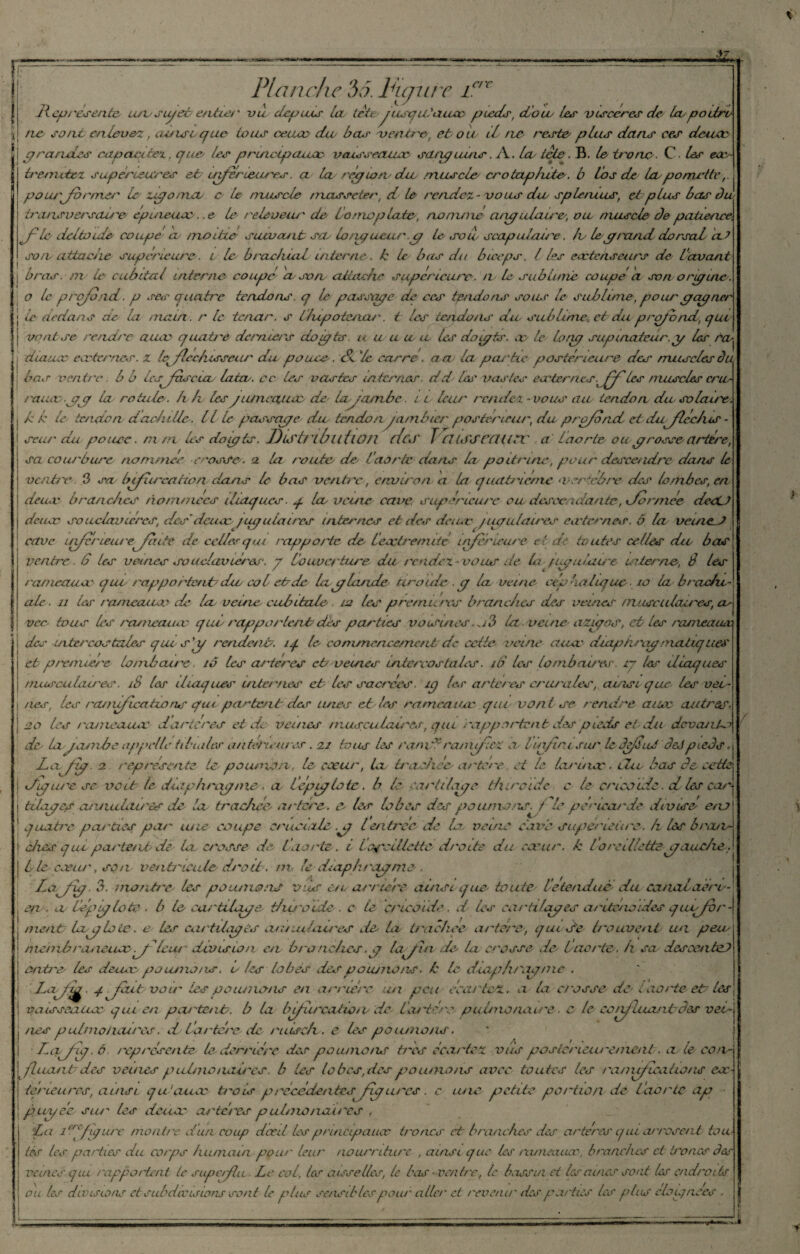 Planche 3â. Figure icrc II cp/ 'es ente, u/vsufete entier vu depuis la, tète - r usa U, 'aux pieds, dion- les v es ces es de la,podru /te sorte enlevez, avise cjue> tous ceux du, bas 'ventre, et otv II /tereste plus dans ces deux ji grandes eapcudtex, que* Us principaux- vousseaux- sanguins. A. las tête. B. le tronc. C. Us ex- teemutez supérieures et inférieures, a La, regio/v du muscle, crotaplute. b Los de la, p omette, pour gbr me/' le vgomeu c le muscle niasseter, d le rendez- vous du, spUiuus, et plus bas du transversaû'e eputeux.. e Le releveur de Comoplate,, no aune ang idaire,, ou muscle de patience, g le deltoïde coupe’ a /rioLixc suivant su longueur .g le sou scapulaire, /v legrand dorsal cl7 son attache supérieure. c le brachial interne. k U bas du biceps. I les extenseurs de lavant | bras, ni le- cubital interne coupel a, son attache supérieure, n le sublime coupé-a son origine. o le profond. p ses quatre tendons, q le passage de ces tendons sous le, sublime,pour gagner I le dedans de la main, r le tcaar. s i/upot&uu '. t les tendons du sublime, et du profond, que | vont se reneù'c aux quat/'e demie/s doigts, u au u u les doigts, x le long supuxaieur. g les ra diaux externes, z legflecfiisseur du, pouce. éL 'le carré. a a la partie postérieure des muscles du ; bas ventre. b b ü\rfascui, lata/, ce les vastes internas, d d les vastes externes .jff les muscles cru- /xuuv.gg la rotule, h h les jumeaux de lu tombe. a leur rendez- vous au tendon, du solaire. I k h le tendon dachille. Il le passage, du tendonja/nbicr postérieur, du profond et du^fléc/us - ! scur du pouce. ni ni les doigts. DiSÙ 'lb U II O fl (lcd T fl tJlfCflt AT a 1 aorte ou grosse artère, | sa couv'bure nommer c osse, a la routre, de l'aorte dans la, poitrine, pour descendre dans le vaià'C 3 sa- bffureahon dans le bas ventre, environ a la qudtncme ‘Vertèbre- des lombes, en deux branches nommées iliaques, g la, veine cave, supérieure ou descendante•-, ^formée deCU j deux souclaviércs, des'deux fugulaircs internes et des deux /uc/ulaires externes. 6 Ici veuiaJ cave inferieurejlaite‘ de celles qui r.apporte de lexirenuté inferieure et de toutes celles du bas ventre,. 6 les veines souclcwiéres. y Couverture du rendez-vous de lu gigulaire- interne,, S les rameaux qiu, /'apportent-du col et de- la glande iiroulc ■ g lu veine, cephalujuc. w la brachi¬ ale. u les rameaux de la veine cubitale- la les premières branches des veines musculaires, eu vec tous les rameaux qui/ rapparient? dès parties voisines . a2> la . veine- azigos, et les rameaux des ente/'cos taies qui s'g rendentig le, commencement de celle, veine aux diap/u'ag.viatiques et première lonxbcure iô les artères et veines intercostales. id les lombaires, ij les iliaques nuurculau'es. i8 (es iliaques internes et les sacrées, iq les artères crurales, ainsi que les véc¬ ues, les raauflcatione' qui partent des unes et les rameaux qui vont se rendre aux autrste- 20 les rivneaux darteres et de veines nuisculaù'&t, qui rapportent des pieds et du dcvcuiLn de- La jeun-be appelle tiiudes anté/'ieu/es. 2i tous les ramé/' rampiez a-1infini.sur le défi'ut âetpieds* La ftg -2 représente te- poumon, le, cœur, la trachée, artère-, et le leu'inx . CLv bas de cette ; dgure se voit le ddiphrqgnxe>. a Cépglote. b le cartilage thiroïde c- le cricolde. d les car ! tilages annulures de la trachéea/'térc. e- les lobes des poumons. / le péricarde divise eao 1 quat/'e parties par une coupe éructais .g l entrée, de la, veine cave supérieure, h les bran- i chas qui postent, de la- crosse de. Courte, i l oreillette'-droite du cœur, k l oreillette gauche. | lie ceetu\ son ventricule droit, ni* le diaphragme-, Lcujtg. 3. montre, les poumon? vus en, as'r(dre ainsi que- toute lie tendue- du canal, aérv- . e/v. x Cep g Iô te. b le, cartilage thiroide . c le çrtcoide. d les ca/'ti loges aritenoides quvfbr- ! ment lagloLc. e les cartilcgés an/udaut'es de, la, ü'achce artère*, qut s'e trouvent lui peu, i niehibraaeuoc-. /■*leur dans Lan,- en bronches. g lagln de, la crosse Je, 1/aorte,, h sa- descentes) i ont/'c, les deux poumons, u tes lobes des poumons, k le diaphragme . i LcofL. g fait voir les poumons en arriére un peu écartez, a ta crosse- de* i-aorte ete les vaisseaux qui en pcu'tente. b la bifurcaiio/U de Lartero pulmonaire. c le- confluant des vei ' nés pulmonaires. d La itère- de rulseh. e les poumons. i Lcfflg. 6 représente, le, derrière des poumons à'es écartez vus postemeiu'enxent. ale- con¬ fluante des veines p ulnio nalt'es. b les lo b es, des poumons avec toutes les / 'an ufica lions ex iérieures, ainsi qu'aux ù'ois precedentes figures. c une, petite portio/v dé liao/'te ap pugeè s lu' les deux cu'téres p ulnio nai/'es . La i f'fig are mo/iù'e J un coup dard les principaux t/'oncs' et branches des artères q ui arrosent ton lès les parties du corps humain pou/' leur nourriture , ainsi que les rameaux, branches et troncs des veines qui rapportent le superflu. Le col, les aisselles, le bas - ventre, le bassin et les aines sont les endroits ou les divisions et subdivisions sont le plus sensibles pour aller et revenu' des parties les plus éloignées . e. r d i