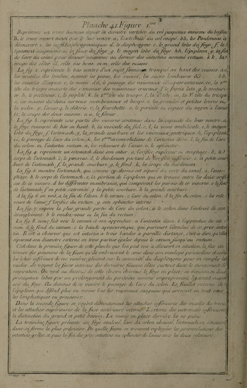 crû Planche 4i.Fujurc Représente un i/Vnp humain depuis la dcrmciv- vertèbre du coljusqu'aux environs du bafin B, le tronc ouvert ainsi are le bas ventre, a-, ' leue (rebute du col coupe, b b, les loulmons ii découvert, c, tes re fédiaj'irai/maiupces. d, le diaphragme. e, ley ranci lobe dufvyc^J-, le J (ioanic/il siis 'pcnsai r, ou ta faux lûtJoycyj le moyen lobe dufoi/e h h, lépiploon y, la fin de tare du coton pour donner naissance au dernier des intestins nommé rectum, k k, laJ\ coupe des cotes- II, celle des bras, mm, celle des cuisses. La il g i. représente le bas ventre d’un sujet'Jœ/ninitfb tronque au haut des cuisses, ail¬ les muscles des tombes; sçavoir les psoas, les carrés, les sacra lombaires Sic. . b b, ! les muscles Iliaques, c, la vessie. dd, le passa/e des vaisseaux (Uniquesexternes, ce, la idr\ I (été du triceps couverte des /a/ncaux des vaisseau a' cruraux f le fusela lata y, le couture- j er. h, le peetttiens, i, le poplité, k. la l Dite te du triceps. I, la c'.' tête, tn, la 3L. tête du triceps^ n, les masses du'deint nerveauv membraneuse et biceps, o lésa/ amies et petites levres eu,' la vulve, p, l’anus.q, le clitoris, r, la fourchette. s, le permet* eu espace du vggui a l'anus\ 1t. ta coupe des deucc cuisses, a u, (efèrruir . La fiq- 3. représente une partie des viscères contenus dans la capacité du bas ventrue.a, le fqye renverse de bas en haut b, ta vésicule du fiel. c, i, la veine ombilicale. e, le moyen lobe dufqye. f ' t’esiomach ,y, layrande courbure et les vaisseauxyastnqu.es. ht l'épiploon, a, le passage de l’a/;c du colon, y h , les îh^clrconvo lut ions de l intestin iléon. I, h fin de lare du colon , ni, l intestin rectum. n, les reteveurs de lanus.o, le spjuneter. LclJuj.j. représente un estoniach dans son entier, a, l'orifice supérieur eu œsophage. b, le L corps de testaniach. c, le pancréas, d, le duodénum partant de k'c/ fice inférieur, e, ta petite cour bure de l'estoniach . fê la grande courbure .y, le fondh, la coupe du duodénum . La fy. â. montre l’estamach, qui comme ey-dessus est séparé du reste du canal. a, Ibeso - pliage, b, le corps de t'estomaeh. c, la portion de lépiploon qui se trouve entre les deucc or if■ j ces de ce viseere. d tes differentes membranes, qui composent les parois de ce viscères, e lefonl j de lestoniach. f sa petite extrémité.y la petite courbure,. h ta grande courbure . d lat fig. b. on voit, a, ta fin de t iléon , b le cæcum. c tare du coton . d la /in du colon . e les rele - v cnrs de taaustf' t orifice du rectum g son sphincter interne . La fig■ g. expose la plus grande partie de tare du colon ... a le colon dans lendroit de son étranglement, b le rendez.-vous ou la fui du rectum’. La fig. 8. nous fait voir le caecum, et son appendice . a t intestin iléon, b t appendice du cœ -j cu/n. d le fond du cæcum . c la bande aponevro tique, qui parcourt l’étendue de ce. yros mtes Un II est a observer que cet intestin a trois bandes a pareille distance, c 'est-a -dire, qu 'ello. séparent son diamètre eæ terne en trois parties égales depuis le cæcumjusqu'au rectum > C est dans la prenuéte^ figure- de cette planche que Ion peut voir cl. découvert en situation, la tiice an. téneure des poumons de la façon qu'ils embrassent le coeur dans son envelope pencarduie et-conu les lobes uïfe'rieurs de ces viscères y lissent sur la conveooité du dtapli 'ray n le pour en remplis'lm vuides. de v agent les faces internes des dernières fausses cotes surtout dans le revive ment dé respiration. On voit au dessous de cette cbsscn charnue le fbye en place; sa division en deux principaux lobes par un grololigament du péritoine nomme improprement ligament saJpaé soir du fin/e . (lu dessous de ce viscère le passage de lare du colon. Le feuillet externe dd l épiploon gui défend plus ou moins bas les vaisseaux seuigums qui arrosent en tout sans les lanphatiques ou graisseux . Dans la seconde figure se rayent distinctement les attaches inférieures des muscles du tronc, et les attaches supérieures de la face antérieure interne ■ L externe des extrémités inferieures, la distinction duyrand et petit bassin. Ici vessie en place derrière les os pubis. | La troisième figure présente un féye soulevé, lare du colon abaissé, lestomac! en situatiorà dans sa ferme la plus ordinaire. De quelle façon se trouvent rcployé es les cure n adulions des intestins grêles, et puis la fin desyros intestins au sphincter de l’anus avec les deux releveiu I
