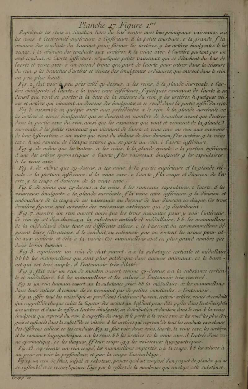 Planche 4j. Figure icrc Fepresente les reins en situation hors du tas ventre avec leurspruicipaucc vaisseaucc. a a les reuis■ t leartre/nlté supérieure. c l inférieure. d la petite coart use . e la grande. fé la réunisn Ces conduits du tassinet pour^ former les uretères, g les artères ému (g entes. A les veines, i la réunion des conduits auec uretères, k la veine cave. I ! uretère partant par un seul sondait, ni laorte Inferieure. n'quelques petits vaisseauæ pu se détae/ient du tas de (aorte et veine cave, o un second tronc gut part de (aorte pour entrer dans la scissure du rein, p les tranches dartères et veines des émut/entes ordinaires, epu entrent dans le rem un peu plis haut. Fp.zjiut voir d peu près celle ex/dessus, a les reins, t la planée surrénale, c lar¬ tère é/nulpentc. d Inerte, e la veine cave Inférieure fé'g uclgues rameainx de laorte a sa divisic gui vont sc porter d la base de la scissure du rein .p les uretères, h guelgues vei¬ nes et artères gai viennent au dessous des énuilgentes, et se rend1 dans la pa/iie inféré du reuh. Fig.b., ressemble en guelgne sorte au or précédentes, a le rein t la plande surrénale.cc les artères et veines emaFentes gui se divisent en nombre de branches avant gue d'entrer dans la partie cave du rein, ainsi g ne les rajneaucv gui vont et viennent de la glandèd surrénale.d lespetits rameauoo g ut viennent de (aorte et veine cave ait rein auec environs de leur btfiircation. c un autre gui vient du dedans de leur division fies uretères, p la veine cave, h un rameau de fil figue cæterne gue se porte au rein, i laorte inferieure . Fp.g.de meme g ne les autres, a les reins, b'la glande reinalc. c la portion cnférieure d une des artères spcrmatigues. c lé aorte .féales vaisseauev emulgents.p les capsulaires. h la veine cave . Fip ■ o. de morne gue cp-dessus, a les reins, b la partie supérieure et la plande rci - mile . c la portion inférieure', d la veine cave . c laorte .fé la coupe et division de la- orte p la coupe ci division de la veine cave . _ ' Fip. 6. de meme gue ep-dessus. a les reins, t les rameau or capsulaires, c (aorte, d les vaisseauæ énxulpents. e hiplande surrénale . f la veine cave inférieure. g la division et embouchure de Ici coupe* de- ces vaisseauæ au dessous de leur division en diague. Ces trois dernières^ figures sont arrosées des vaisseauæ' car teneurs giu s'p distribuent . Fig. y. montre un rein ouvert ainsi gue. les trois suivantes pour p voir l intérieur. ! Ce rein-cy est diai dur//. .a la. substance corticale et médullaire. t b. les mon mictions K ’.r f , }C de la mèdulLurê dans tons ces differents calices, e le bassinet Ou ces /nomniellons dé¬ posent leurs fit: ai tons. d le conduit, ou entonnoir par ou sortent les urines pour al 1er auec uretères, et delà, a ta vessie■ Ces mainriie lions sont en p tus grand nombre gue dans le re/n humain Fig 3. représente un rein de chat ouvert. a a ta substance corticale et médullaire b b b b les manunelions gui sont plus petits gue, dans aucuns cini/naiiar » cc te bassi - net g ut est très ample. ci l'entonnoir (res dilate. Fpp .fait voir un rein de mouton ouvert comme et/ - dessus, a a la substance cortica¬ le et médullaire b b les nuunmcllons et les calices ■ e fentonnoir très, resserré. Fig. jo. un rem humain ouvert, aa fa substance grise, bb la médullaire ■ ce tes ma mine lions c-' ^ v. dans leurs calices. d comme ils se terminent par de petites, monticules. e t entonnoir. Fip. n ofé/re tou J les vaissdgui se perdfdanJ lintérieur du-rem, sçavcir artères, veine*.* et conduit gui rappcllédc c/iaguc calice la ligueur deJ urinéJ au baffinet pour delà polder doue len tonairféela a aæ u rderes et dans la vefte.a (artère é/nulpente, sa distribution etdivuUon dans le rein, b la venu ému (geate gui reprend du rein le superflu du sanp, et te porte a la veine cave, cc les ramdlcj plue éloi g nés et enfoncés dans la substfde ce viSeere. d IcS uretères g m repretui idc touS les conduits ccccrcteurs deS diffère/1J calices, ce les conduits. Fig. iz.fédilt voir deinv /vins, (aorte, ta veine cave, les uretères, et les rameausc In/popastmgues. a a les reins, b b les uretères, ce la veine cavc.d lentrée d une va ne spcrmatigue. ee les lllaguesféféleur coupe pp les vaisseaucc /u/pggasti'igues. Ftp. 10. représente un rein coupé, les manuneltoas emportés, a a la coupe, b b les calices a nu pou/' e/i. voir la profondeur, et pa/' ht coupe (assemblage. fuj jg. un rein de fétuS, inégal et raboteuse éprouve gu’il&ft composé d un pasjuet déplanées gui ni se rafdc/nbéet.se resservicju'avec loge par le reffort de la membrane gui envdope cette substance.