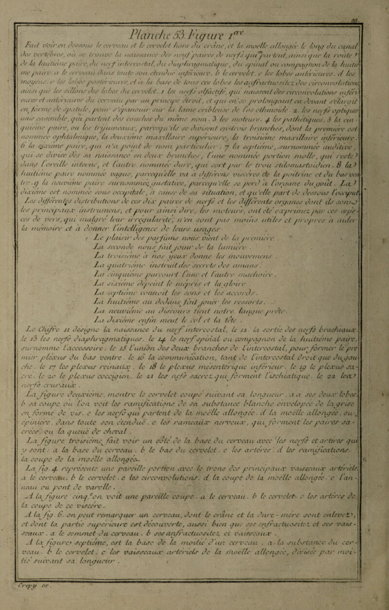 = .etc Planche 6?). Figure /' Fait v’otren Cessons le cetmeau ci fe cervelet hors Ou crâne, et la moelle allonger le long Ou ccttial Oes verte h tes, ou se trouve /a naissance Oe's neuf patres Oe net h s guCparlcnt, ainsigîte la route ? Ce la huitième po te, Ou ne/finiercostul, Ou diaphnigmatigue, Ou spinal ou compagnon Ce fa luliiie me paire , a le cet'veau Cutis toute son etvnOuè inférieure. h le cervelet c les lo 1res antérieures. tl les moi/ens. c les loues poste/'teures, et a la hase Oe tous ces lobes les anfractuosité Z Oes elreonvo lutiotuy ainsi gue les sillons Oes' lobes Ou cervelet / les nerf s olfactifs, tpu naissent Oes circonvolutions infvrt cures et anterieures Ou cerveau par an principe étroit, et gut en. se prolongeant en Ocrant s’élargit 6 la sjccietne pane ,if m n’a point Oe nom pa/tleuliei'. 7 la septième, sur, tpu se Cause Ces' sa naissance en deux' branches', l une nommée portion *»...• . > < • ui/i 1 ' t tiotntnee auCitive, tno lie ipn t este t Cutis ( orei lie alterne, et (autre nommée Cure, ipu sen t par le trou stilomastoidicn . 8 la ? huitième paire nommée vague, parcciju elle va a dif/èrens viscères Oc la pot tri tic et Ou hasven i/o .1/ la neuvième paire sut no/nn icctg tis/a iive, put rapt 'elle se pet'0 a ('organe Ou goût. Lu t Cunetne est tiom/nee sous occipitale, a cause Oc sa situation, et ipi’elle part Oc Cessons l'occiput Les differentes Oisi/ ibations' Oe ces Onv patres' Oe nerfs ci les 0ijffefents o/x/a/ies Oont ils son/-J tes prlncipausv itistrutnens, et pour .ainsi dire, les ttwleu/s, ont etc eci'pt'ttnez.par ces espe¬ ces Oc vers, ipu maigre leur irrégularité, n'en so/it pas moins utiles et propres a aider la mémoire et a donner lintelligence Ce leurs usages ' JLe plaisir Oes pat y unis nous vient oe la pt'etntere . -> Lm sei'onOe noiis^fàii pnur Oe la lumière . Lm troisième a tios i/eua' donne les niouvctnens . La (p/atrie/ne instruit des sec/vts Oes amans. Lai eimpueme pareout t lune et lautre tnac/iotte . La sia'ietne Oepei/ii le mépris' et fa gloire . La septième connoit les soit s et les aeeo/'Cs. La huitième au dedans fini jouer les ressorts'. La neuvième au discours' tient notre, langue prête . Lu Oçvictne enfin meut le col et la tete . Le tiifiv il Oesu/ne la naissance Ou ner/Tintercostal, le lu. la sortie Oes nerfs brachiaux, le i3 les nerfs Cinphrapnxatnjues. le ig. le /?erfspinal ou compagnon Ce la huitième pane, surnomme l accessoire, le lâ lunion Oes deux branches Ce l intercostal, pou/7former le pre /nier p (eoc us Ou bas ventre . le 18 la eotn/nu/iicalio/i, tant Oe iintercostal droit vue Oupau ehe. le 17 les pie or us reifiance . le j8 le pièce us niéseiiterii/uc inferieur. le ip le p lèse ussa - c/'c. le •20 le pie cens ooeeigien. le 11 les nefs sacre JC g ui^fvmnent l ischcatiej ue. le 22 le ce? nerfs ct'uraiùe . • • ; • La figure Oeuæte/ne. induire le cervelet coupe suivant sa longueur. a a ses Ceux lobes, b sa coupe ou Ion voit les ramifications Ce sa substance blanche onvelopee Ce la prise enferme Ce vis. c les nerfs gut partent Oe la nivelle allonpee. d la moelle allo/ipee, ou „ cpuiiene, dans toute son c tendue . e les rameaux nervemv, g ui^fvrnieat les pairés sa - et'ces, ou la giieiic Oer cheval . La figure ti'oisie/ne^ fait voir un dote Ce fa base Ou ce ta? eau avec les nerfs et artères guij y sont.- a la base Ou cerveau - b le bas Ou cervelet. c les à rte res', d les ramifications, la coupe Oe la moelle allongée*. Laf ig.g. représenté une pareille portion avec le It'one Ces prtncipàacc vaisseaux? artériels, a le caveau. b le cet me le t. e les cit'cenve lu tic ns. d la coupe Ce la moelle allongée. e l an¬ neau eu pont Ce varollc . -1 la figure eingfon voit une pareille coupe . a le ce/meau . b le cervelet, e les a rie res Ce la Coupe Oe ce. viscère . L la fig. 8. on peut remarque*' un cerveau, Oont U crâne et la Cure - nxct'e sont enlevez?, et Oont ta partie supérieure est Occouvct'te, aussi bien aie ses en/ractnositct et ses vais¬ seaux* . a le sommet Ou cerveau . b ses anfractuosité.t et vaisseaux' . si la figures septième, est la base Oe la moitié 8‘un cerveau , a la substance Ou cer¬ veau. b le cervelet, c les valsscauoc artériels de la t ho elle allongée, Ocvisec par moi ¬ tié suivant sa longuciir . t fl Crep t/ «’-r . /
