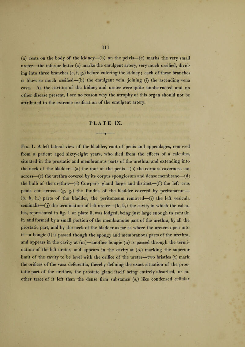 (a) rests on the body of the kidney—(b) on the pelvis—(c) marks the very small ureter—the inferior letter (a) marks the emulgent artery, very much ossified, divid¬ ing into three branches (e, f, g,) before entering the kidney; each of these branches is likewise much ossified—(h) the emulgent vein, joining (i) the ascending vena cava. As the cavities of the kidney and ureter were cjuite unobstructed and no other disease present, I see no reason why the atrophy of this organ should not be attributed to the extreme ossification of the emulgent artery. PLATE IX. Fig. 1. A left lateral view of the bladder, root of penis and appendages, removed from a patient aged sixty-eight years, who died from the effects of a calculus, situated in the prostatic and membranous parts of the urethra, and extending into the neck of the bladder—(a) the root of the penis—(b) the corpora cavernosa cut across—(c) the urethra covered by its corpus spongiosum and dense membrane—(d) the bulb of the urethra—(e) Cowper’s gland large and distinct—(f) the left crus penis cut across—(g, g,) the fundus of the bladder covered by peritonaeum— (h, h, h,) parts of the bladder, the peritonaeum removed—(i) the left vesicula seminalis—(j) the termination of left ureter—(k, k,) the cavity in which the calcu¬ lus, represented in fig. 1 of plate ii, was lodged, being just large enough to contain it, and formed by a small portion of the membranous part of the urethra, by all the prostatic part, and by the neck of the bladder as far as where the ureters open into it—a bougie (1) is passed though the spongy and membranous parts of the urethra, and appears in the cavity at (m)—another bougie (n) is passed through the termi¬ nation of the left ureter, and appears in the cavity at (o,) marking the superior limit of the cavity to be level with the orifice of the ureter—two bristles (t) mark the orifices of the vasa deferentia, thereby defining the exact situation of the pros¬ tatic part of the urethra, the prostate gland itself being entirely absorbed, or no other trace of it left than the dense firm substance (s,) like condensed cellular